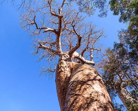 Baobab Amoureux - trunk 2, Madagascar Near the famous Avenue of the Baobabs (which features the Adansonia grandidieri baobab species) are two legendary Baobab specimens of the Adamsonia za species. 

Both are known as Baobab Amoureux or Love Baobab. Their names comes from their unusual split trunk which have then intertwined into an intimate and permanent hug.

Adamsonia za can grow up to 40m tall and 6m in diameter.

https://www.jungledragon.com/image/83865/baobab_amoureux_madagascar.html
https://www.jungledragon.com/image/83864/baobab_amoureux_-_trunk_madagascar.html
The 2nd Love Baobab found nearby:

https://www.jungledragon.com/image/83867/baobab_amoureux_-site_2_madagascar.html Adamsonia za,Adansonia za,Africa,Avenue of the Baobabs,Madagascar,Madagascar 2019,World