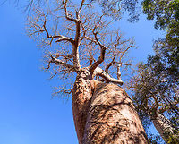 Baobab Amoureux - trunk 2, Madagascar Near the famous Avenue of the Baobabs (which features the Adansonia grandidieri baobab species) are two legendary Baobab specimens of the Adamsonia za species. <br />
<br />
Both are known as Baobab Amoureux or Love Baobab. Their names comes from their unusual split trunk which have then intertwined into an intimate and permanent hug.<br />
<br />
Adamsonia za can grow up to 40m tall and 6m in diameter.<br />
<br />
https://www.jungledragon.com/image/83865/baobab_amoureux_madagascar.html<br />
https://www.jungledragon.com/image/83864/baobab_amoureux_-_trunk_madagascar.html<br />
The 2nd Love Baobab found nearby:<br />
<br />
https://www.jungledragon.com/image/83867/baobab_amoureux_-site_2_madagascar.html Adamsonia za,Adansonia za,Africa,Avenue of the Baobabs,Madagascar,Madagascar 2019,World