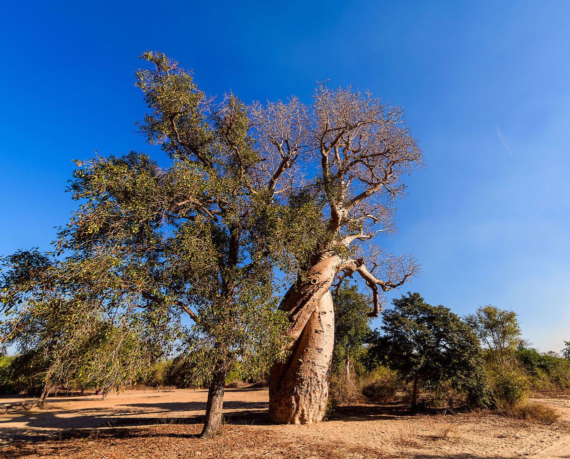 Baobab Amoureux -site 2, Madagascar This is the 2nd "Love Baobab" found near Avenue of the Baobabs. The other one:<br />
<figure class="photo"><a href="https://www.jungledragon.com/image/83865/baobab_amoureux_madagascar.html" title="Baobab Amoureux, Madagascar"><img src="https://s3.amazonaws.com/media.jungledragon.com/images/2/83865_thumb.jpg?AWSAccessKeyId=05GMT0V3GWVNE7GGM1R2&Expires=1770854410&Signature=4b1AWvVfKVnNxEGJK%2BqJXlkTqlo%3D" width="102" height="152" alt="Baobab Amoureux, Madagascar Near the famous Avenue of the Baobabs (which features the Adansonia grandidieri baobab species) are two legendary Baobab specimens of the Adamsonia za species. <br />
<br />
Both are known as Baobab Amoureux or Love Baobab. Their names comes from their unusual split trunk which have then intertwined into an intimate and permanent hug.<br />
<br />
Adamsonia za can grow up to 40m tall and 6m in diameter.<br />
<br />
https://www.jungledragon.com/image/83864/baobab_amoureux_-_trunk_madagascar.html<br />
https://www.jungledragon.com/image/83866/baobab_amoureux_-_trunk_2_madagascar.html<br />
The 2nd Love Baobab found nearby:<br />
<br />
https://www.jungledragon.com/image/83867/baobab_amoureux_-site_2_madagascar.html Adamsonia za,Adansonia za,Africa,Avenue of the Baobabs,Madagascar,Madagascar 2019,World" /></a></figure> Adamsonia za,Adansonia za,Africa,Avenue of the Baobabs,Madagascar,Madagascar 2019,World