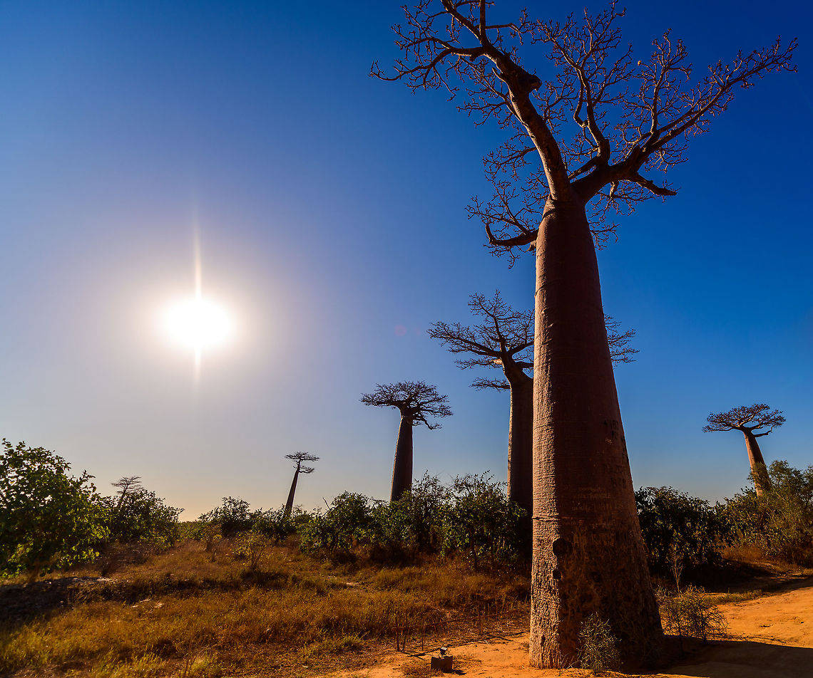 Adansonia grandidieri - sun, Avenue of the Baobabs, Madagascar I was already starting to post about Ranomafana but forgot that on our return journey from Kirindy, we passed through Avenue of the Baobabs once more. So here's a few additional shots.<br />
<figure class="photo"><a href="https://www.jungledragon.com/image/83870/adansonia_grandidieri_avenue_of_the_baobabs_madagascar.html" title="Adansonia grandidieri, Avenue of the Baobabs, Madagascar"><img src="https://s3.amazonaws.com/media.jungledragon.com/images/2/83870_thumb.jpg?AWSAccessKeyId=05GMT0V3GWVNE7GGM1R2&Expires=1759968010&Signature=zKWAmuPq3mP34qlCLMiDuD97tF4%3D" width="134" height="152" alt="Adansonia grandidieri, Avenue of the Baobabs, Madagascar I was already starting to post about Ranomafana but forgot that on our return journey from Kirindy, we passed through Avenue of the Baobabs once more. So here's a few additional shots.<br />
https://www.jungledragon.com/image/83869/adansonia_grandidieri_-_overview_avenue_of_the_baobabs_madagascar.html<br />
https://www.jungledragon.com/image/83868/adansonia_grandidieri_-_sun_avenue_of_the_baobabs_madagascar.html<br />
For reference, here's our earlier coverage:<br />
<br />
https://www.jungledragon.com/image/82959/avenue_of_the_baobabs_at_sunset_-_5_madagascar.html Adansonia grandidieri,Africa,Avenue of the Baobabs,Madagascar,Madagascar 2019,World" /></a></figure><br />
<figure class="photo"><a href="https://www.jungledragon.com/image/83869/adansonia_grandidieri_-_overview_avenue_of_the_baobabs_madagascar.html" title="Adansonia grandidieri - overview, Avenue of the Baobabs, Madagascar"><img src="https://s3.amazonaws.com/media.jungledragon.com/images/2/83869_thumb.jpg?AWSAccessKeyId=05GMT0V3GWVNE7GGM1R2&Expires=1759968010&Signature=PmIpZaZIe12zJ2i7%2FZoBgV13TBs%3D" width="200" height="160" alt="Adansonia grandidieri - overview, Avenue of the Baobabs, Madagascar I was already starting to post about Ranomafana but forgot that on our return journey from Kirindy, we passed through Avenue of the Baobabs once more. So here's a few additional shots.<br />
https://www.jungledragon.com/image/83870/adansonia_grandidieri_avenue_of_the_baobabs_madagascar.html<br />
https://www.jungledragon.com/image/83868/adansonia_grandidieri_-_sun_avenue_of_the_baobabs_madagascar.html<br />
For reference, here's our earlier coverage:<br />
<br />
https://www.jungledragon.com/image/82959/avenue_of_the_baobabs_at_sunset_-_5_madagascar.html Adansonia grandidieri,Africa,Avenue of the Baobabs,Madagascar,Madagascar 2019,World" /></a></figure><br />
For reference, here's our earlier coverage:<br />
<br />
<figure class="photo"><a href="https://www.jungledragon.com/image/82959/avenue_of_the_baobabs_at_sunset_-_5_madagascar.html" title="Avenue of the Baobabs at sunset - 5, Madagascar"><img src="https://s3.amazonaws.com/media.jungledragon.com/images/2/82959_thumb.jpg?AWSAccessKeyId=05GMT0V3GWVNE7GGM1R2&Expires=1759968010&Signature=PT6v3fp4rDdrCjPuV7z3muFwa50%3D" width="200" height="138" alt="Avenue of the Baobabs at sunset - 5, Madagascar On our way to the Kirindy reserve, we passed through Allée des baobabs (Avenue of the Baobabs) just before sunset. <br />
<br />
This famous site has a few dozen Adansonia grandidieri trees. Adansonia grandidieri is the largest and most famous out of the six baobab species endemic to Madagascar. It is locally known as Reniala, which means "king of the woods". A fitting name as these giants grow up to 30m tall.<br />
<br />
Originally, they would tower above the dry forest, but unfortunately those have been cleared for agriculture. These ancient giants are what remain. Besides their weird upside down appearance and height, they are also known for their incredible lifespan. They are hard to date, numbers vary from 800 years to 1,000 or even 2,000. In any case, very old.<br />
<br />
As long as it takes for a baobab to mature, as quickly they come to their end. Once they fall apart, their inner tissue is revealed which consists of a very soft spongue-like fibre material. This material allows the baobab to survive for years without any rain, yet once exposed, will decompose in a matter of weeks. <br />
<br />
Finally, a little known fact is that this species flowers at night. At the very first night of the blooming season, the flowers open and release all their pollen at once. This pollen will then stick to bats, lemurs and moths licking the nectar from the flowers.<br />
https://www.youtube.com/watch?v=nWasXjMsIwY<br />
<br />
https://www.jungledragon.com/image/82955/avenue_of_the_baobabs_at_sunset_-_1_madagascar.html<br />
https://www.jungledragon.com/image/82956/avenue_of_the_baobabs_at_sunset_-_2_madagascar.html<br />
https://www.jungledragon.com/image/82957/avenue_of_the_baobabs_at_sunset_-_3_madagascar.html<br />
https://www.jungledragon.com/image/82958/avenue_of_the_baobabs_at_sunset_-_4_madagascar.html<br />
https://www.jungledragon.com/image/82960/avenue_of_the_baobabs_at_sunset_-_6_madagascar.html<br />
https://www.jungledragon.com/image/82961/avenue_of_the_baobabs_at_sunset_-_7_madagascar.html<br />
https://www.jungledragon.com/image/82962/avenue_of_the_baobabs_at_sunset_-_8_madagascar.html<br />
https://www.jungledragon.com/image/82963/avenue_of_the_baobabs_at_sunset_-_9_madagascar.html<br />
https://www.jungledragon.com/image/82964/avenue_of_the_baobabs_at_sunset_-_10_madagascar.html<br />
https://www.jungledragon.com/image/82965/avenue_of_the_baobabs_at_sunset_-_11_madagascar.html<br />
Adansonia grandidieri,Africa,Avenue of the Baobabs,Madagascar,Madagascar 2019,World" /></a></figure> Adansonia grandidieri,Africa,Avenue of the Baobabs,Madagascar,Madagascar 2019,World