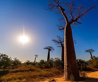 Adansonia grandidieri - sun, Avenue of the Baobabs, Madagascar I was already starting to post about Ranomafana but forgot that on our return journey from Kirindy, we passed through Avenue of the Baobabs once more. So here's a few additional shots.<br />
https://www.jungledragon.com/image/83870/adansonia_grandidieri_avenue_of_the_baobabs_madagascar.html<br />
https://www.jungledragon.com/image/83869/adansonia_grandidieri_-_overview_avenue_of_the_baobabs_madagascar.html<br />
For reference, here's our earlier coverage:<br />
<br />
https://www.jungledragon.com/image/82959/avenue_of_the_baobabs_at_sunset_-_5_madagascar.html Adansonia grandidieri,Africa,Avenue of the Baobabs,Madagascar,Madagascar 2019,World