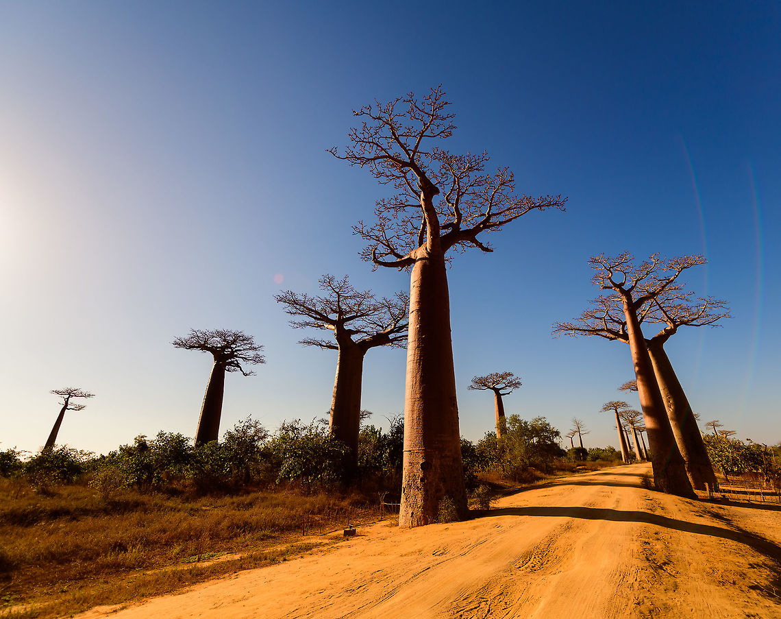 Adansonia grandidieri - overview, Avenue of the Baobabs, Madagascar I was already starting to post about Ranomafana but forgot that on our return journey from Kirindy, we passed through Avenue of the Baobabs once more. So here&#039;s a few additional shots.<br />
<figure class="photo"><a href="https://www.jungledragon.com/image/83870/adansonia_grandidieri_avenue_of_the_baobabs_madagascar.html" title="Adansonia grandidieri, Avenue of the Baobabs, Madagascar"><img src="https://s3.amazonaws.com/media.jungledragon.com/images/2/83870_thumb.jpg?AWSAccessKeyId=05GMT0V3GWVNE7GGM1R2&Expires=1759968010&Signature=zKWAmuPq3mP34qlCLMiDuD97tF4%3D" width="134" height="152" alt="Adansonia grandidieri, Avenue of the Baobabs, Madagascar I was already starting to post about Ranomafana but forgot that on our return journey from Kirindy, we passed through Avenue of the Baobabs once more. So here&#039;s a few additional shots.<br />
https://www.jungledragon.com/image/83869/adansonia_grandidieri_-_overview_avenue_of_the_baobabs_madagascar.html<br />
https://www.jungledragon.com/image/83868/adansonia_grandidieri_-_sun_avenue_of_the_baobabs_madagascar.html<br />
For reference, here&#039;s our earlier coverage:<br />
<br />
https://www.jungledragon.com/image/82959/avenue_of_the_baobabs_at_sunset_-_5_madagascar.html Adansonia grandidieri,Africa,Avenue of the Baobabs,Madagascar,Madagascar 2019,World" /></a></figure><br />
<figure class="photo"><a href="https://www.jungledragon.com/image/83868/adansonia_grandidieri_-_sun_avenue_of_the_baobabs_madagascar.html" title="Adansonia grandidieri - sun, Avenue of the Baobabs, Madagascar"><img src="https://s3.amazonaws.com/media.jungledragon.com/images/2/83868_thumb.jpg?AWSAccessKeyId=05GMT0V3GWVNE7GGM1R2&Expires=1759968010&Signature=61uFO%2FNJxj8RkOqF4xbz2XcoC%2B4%3D" width="200" height="168" alt="Adansonia grandidieri - sun, Avenue of the Baobabs, Madagascar I was already starting to post about Ranomafana but forgot that on our return journey from Kirindy, we passed through Avenue of the Baobabs once more. So here&#039;s a few additional shots.<br />
https://www.jungledragon.com/image/83870/adansonia_grandidieri_avenue_of_the_baobabs_madagascar.html<br />
https://www.jungledragon.com/image/83869/adansonia_grandidieri_-_overview_avenue_of_the_baobabs_madagascar.html<br />
For reference, here&#039;s our earlier coverage:<br />
<br />
https://www.jungledragon.com/image/82959/avenue_of_the_baobabs_at_sunset_-_5_madagascar.html Adansonia grandidieri,Africa,Avenue of the Baobabs,Madagascar,Madagascar 2019,World" /></a></figure><br />
For reference, here&#039;s our earlier coverage:<br />
<br />
<figure class="photo"><a href="https://www.jungledragon.com/image/82959/avenue_of_the_baobabs_at_sunset_-_5_madagascar.html" title="Avenue of the Baobabs at sunset - 5, Madagascar"><img src="https://s3.amazonaws.com/media.jungledragon.com/images/2/82959_thumb.jpg?AWSAccessKeyId=05GMT0V3GWVNE7GGM1R2&Expires=1759968010&Signature=PT6v3fp4rDdrCjPuV7z3muFwa50%3D" width="200" height="138" alt="Avenue of the Baobabs at sunset - 5, Madagascar On our way to the Kirindy reserve, we passed through All&eacute;e des baobabs (Avenue of the Baobabs) just before sunset. <br />
<br />
This famous site has a few dozen Adansonia grandidieri trees. Adansonia grandidieri is the largest and most famous out of the six baobab species endemic to Madagascar. It is locally known as Reniala, which means &quot;king of the woods&quot;. A fitting name as these giants grow up to 30m tall.<br />
<br />
Originally, they would tower above the dry forest, but unfortunately those have been cleared for agriculture. These ancient giants are what remain. Besides their weird upside down appearance and height, they are also known for their incredible lifespan. They are hard to date, numbers vary from 800 years to 1,000 or even 2,000. In any case, very old.<br />
<br />
As long as it takes for a baobab to mature, as quickly they come to their end. Once they fall apart, their inner tissue is revealed which consists of a very soft spongue-like fibre material. This material allows the baobab to survive for years without any rain, yet once exposed, will decompose in a matter of weeks. <br />
<br />
Finally, a little known fact is that this species flowers at night. At the very first night of the blooming season, the flowers open and release all their pollen at once. This pollen will then stick to bats, lemurs and moths licking the nectar from the flowers.<br />
https://www.youtube.com/watch?v=nWasXjMsIwY<br />
<br />
https://www.jungledragon.com/image/82955/avenue_of_the_baobabs_at_sunset_-_1_madagascar.html<br />
https://www.jungledragon.com/image/82956/avenue_of_the_baobabs_at_sunset_-_2_madagascar.html<br />
https://www.jungledragon.com/image/82957/avenue_of_the_baobabs_at_sunset_-_3_madagascar.html<br />
https://www.jungledragon.com/image/82958/avenue_of_the_baobabs_at_sunset_-_4_madagascar.html<br />
https://www.jungledragon.com/image/82960/avenue_of_the_baobabs_at_sunset_-_6_madagascar.html<br />
https://www.jungledragon.com/image/82961/avenue_of_the_baobabs_at_sunset_-_7_madagascar.html<br />
https://www.jungledragon.com/image/82962/avenue_of_the_baobabs_at_sunset_-_8_madagascar.html<br />
https://www.jungledragon.com/image/82963/avenue_of_the_baobabs_at_sunset_-_9_madagascar.html<br />
https://www.jungledragon.com/image/82964/avenue_of_the_baobabs_at_sunset_-_10_madagascar.html<br />
https://www.jungledragon.com/image/82965/avenue_of_the_baobabs_at_sunset_-_11_madagascar.html<br />
 Adansonia grandidieri,Africa,Avenue of the Baobabs,Madagascar,Madagascar 2019,World" /></a></figure> Adansonia grandidieri,Africa,Avenue of the Baobabs,Madagascar,Madagascar 2019,World