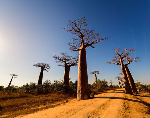 Adansonia grandidieri - overview, Avenue of the Baobabs, Madagascar I was already starting to post about Ranomafana but forgot that on our return journey from Kirindy, we passed through Avenue of the Baobabs once more. So here's a few additional shots.
https://www.jungledragon.com/image/83870/adansonia_grandidieri_avenue_of_the_baobabs_madagascar.html
https://www.jungledragon.com/image/83868/adansonia_grandidieri_-_sun_avenue_of_the_baobabs_madagascar.html
For reference, here's our earlier coverage:

https://www.jungledragon.com/image/82959/avenue_of_the_baobabs_at_sunset_-_5_madagascar.html Adansonia grandidieri,Africa,Avenue of the Baobabs,Madagascar,Madagascar 2019,World