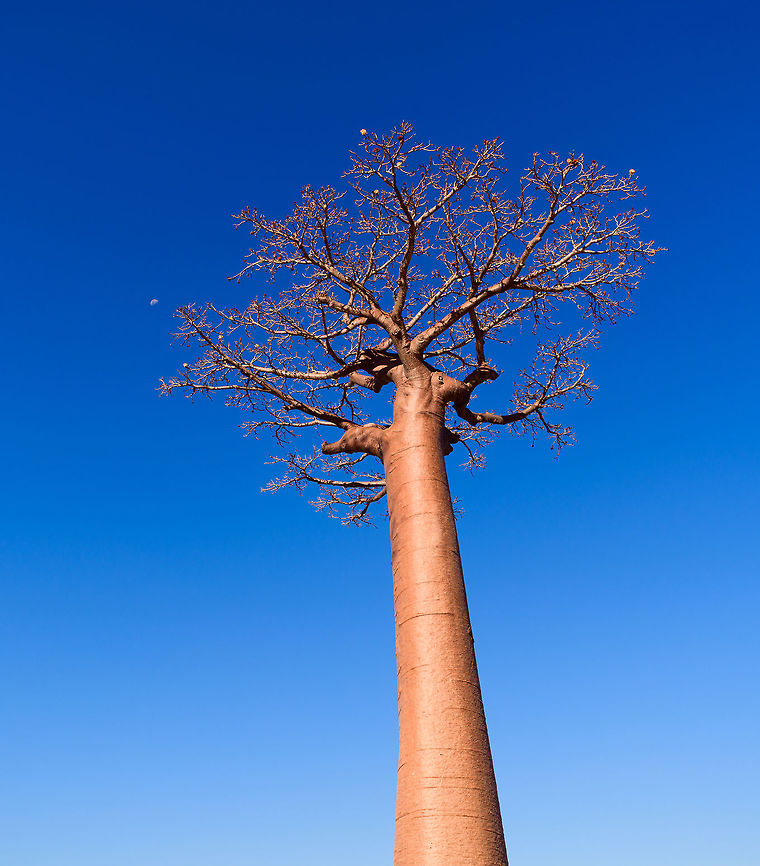 Adansonia grandidieri, Avenue of the Baobabs, Madagascar I was already starting to post about Ranomafana but forgot that on our return journey from Kirindy, we passed through Avenue of the Baobabs once more. So here's a few additional shots.<br />
<figure class="photo"><a href="https://www.jungledragon.com/image/83869/adansonia_grandidieri_-_overview_avenue_of_the_baobabs_madagascar.html" title="Adansonia grandidieri - overview, Avenue of the Baobabs, Madagascar"><img src="https://s3.amazonaws.com/media.jungledragon.com/images/2/83869_thumb.jpg?AWSAccessKeyId=05GMT0V3GWVNE7GGM1R2&Expires=1759968010&Signature=PmIpZaZIe12zJ2i7%2FZoBgV13TBs%3D" width="200" height="160" alt="Adansonia grandidieri - overview, Avenue of the Baobabs, Madagascar I was already starting to post about Ranomafana but forgot that on our return journey from Kirindy, we passed through Avenue of the Baobabs once more. So here's a few additional shots.<br />
https://www.jungledragon.com/image/83870/adansonia_grandidieri_avenue_of_the_baobabs_madagascar.html<br />
https://www.jungledragon.com/image/83868/adansonia_grandidieri_-_sun_avenue_of_the_baobabs_madagascar.html<br />
For reference, here's our earlier coverage:<br />
<br />
https://www.jungledragon.com/image/82959/avenue_of_the_baobabs_at_sunset_-_5_madagascar.html Adansonia grandidieri,Africa,Avenue of the Baobabs,Madagascar,Madagascar 2019,World" /></a></figure><br />
<figure class="photo"><a href="https://www.jungledragon.com/image/83868/adansonia_grandidieri_-_sun_avenue_of_the_baobabs_madagascar.html" title="Adansonia grandidieri - sun, Avenue of the Baobabs, Madagascar"><img src="https://s3.amazonaws.com/media.jungledragon.com/images/2/83868_thumb.jpg?AWSAccessKeyId=05GMT0V3GWVNE7GGM1R2&Expires=1759968010&Signature=61uFO%2FNJxj8RkOqF4xbz2XcoC%2B4%3D" width="200" height="168" alt="Adansonia grandidieri - sun, Avenue of the Baobabs, Madagascar I was already starting to post about Ranomafana but forgot that on our return journey from Kirindy, we passed through Avenue of the Baobabs once more. So here's a few additional shots.<br />
https://www.jungledragon.com/image/83870/adansonia_grandidieri_avenue_of_the_baobabs_madagascar.html<br />
https://www.jungledragon.com/image/83869/adansonia_grandidieri_-_overview_avenue_of_the_baobabs_madagascar.html<br />
For reference, here's our earlier coverage:<br />
<br />
https://www.jungledragon.com/image/82959/avenue_of_the_baobabs_at_sunset_-_5_madagascar.html Adansonia grandidieri,Africa,Avenue of the Baobabs,Madagascar,Madagascar 2019,World" /></a></figure><br />
For reference, here's our earlier coverage:<br />
<br />
<figure class="photo"><a href="https://www.jungledragon.com/image/82959/avenue_of_the_baobabs_at_sunset_-_5_madagascar.html" title="Avenue of the Baobabs at sunset - 5, Madagascar"><img src="https://s3.amazonaws.com/media.jungledragon.com/images/2/82959_thumb.jpg?AWSAccessKeyId=05GMT0V3GWVNE7GGM1R2&Expires=1759968010&Signature=PT6v3fp4rDdrCjPuV7z3muFwa50%3D" width="200" height="138" alt="Avenue of the Baobabs at sunset - 5, Madagascar On our way to the Kirindy reserve, we passed through Allée des baobabs (Avenue of the Baobabs) just before sunset. <br />
<br />
This famous site has a few dozen Adansonia grandidieri trees. Adansonia grandidieri is the largest and most famous out of the six baobab species endemic to Madagascar. It is locally known as Reniala, which means "king of the woods". A fitting name as these giants grow up to 30m tall.<br />
<br />
Originally, they would tower above the dry forest, but unfortunately those have been cleared for agriculture. These ancient giants are what remain. Besides their weird upside down appearance and height, they are also known for their incredible lifespan. They are hard to date, numbers vary from 800 years to 1,000 or even 2,000. In any case, very old.<br />
<br />
As long as it takes for a baobab to mature, as quickly they come to their end. Once they fall apart, their inner tissue is revealed which consists of a very soft spongue-like fibre material. This material allows the baobab to survive for years without any rain, yet once exposed, will decompose in a matter of weeks. <br />
<br />
Finally, a little known fact is that this species flowers at night. At the very first night of the blooming season, the flowers open and release all their pollen at once. This pollen will then stick to bats, lemurs and moths licking the nectar from the flowers.<br />
https://www.youtube.com/watch?v=nWasXjMsIwY<br />
<br />
https://www.jungledragon.com/image/82955/avenue_of_the_baobabs_at_sunset_-_1_madagascar.html<br />
https://www.jungledragon.com/image/82956/avenue_of_the_baobabs_at_sunset_-_2_madagascar.html<br />
https://www.jungledragon.com/image/82957/avenue_of_the_baobabs_at_sunset_-_3_madagascar.html<br />
https://www.jungledragon.com/image/82958/avenue_of_the_baobabs_at_sunset_-_4_madagascar.html<br />
https://www.jungledragon.com/image/82960/avenue_of_the_baobabs_at_sunset_-_6_madagascar.html<br />
https://www.jungledragon.com/image/82961/avenue_of_the_baobabs_at_sunset_-_7_madagascar.html<br />
https://www.jungledragon.com/image/82962/avenue_of_the_baobabs_at_sunset_-_8_madagascar.html<br />
https://www.jungledragon.com/image/82963/avenue_of_the_baobabs_at_sunset_-_9_madagascar.html<br />
https://www.jungledragon.com/image/82964/avenue_of_the_baobabs_at_sunset_-_10_madagascar.html<br />
https://www.jungledragon.com/image/82965/avenue_of_the_baobabs_at_sunset_-_11_madagascar.html<br />
Adansonia grandidieri,Africa,Avenue of the Baobabs,Madagascar,Madagascar 2019,World" /></a></figure> Adansonia grandidieri,Africa,Avenue of the Baobabs,Madagascar,Madagascar 2019,World