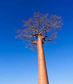 Adansonia grandidieri, Avenue of the Baobabs, Madagascar I was already starting to post about Ranomafana but forgot that on our return journey from Kirindy, we passed through Avenue of the Baobabs once more. So here's a few additional shots.
https://www.jungledragon.com/image/83869/adansonia_grandidieri_-_overview_avenue_of_the_baobabs_madagascar.html
https://www.jungledragon.com/image/83868/adansonia_grandidieri_-_sun_avenue_of_the_baobabs_madagascar.html
For reference, here's our earlier coverage:

https://www.jungledragon.com/image/82959/avenue_of_the_baobabs_at_sunset_-_5_madagascar.html Adansonia grandidieri,Africa,Avenue of the Baobabs,Madagascar,Madagascar 2019,World