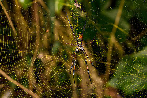 Red-legged golden orb-web spider, Ranomafana, Madagascar Likely the madagascariensis subspecies. Known for their oversized and super strong web which sometimes even get birds and bats stuck in it. Speaking of oversized -> female: 60mm, male: 2mm. Africa,Madagascar,Madagascar 2019,Nephila inaurata,Ranomafana National Park,Red-legged golden orb-web spider,World