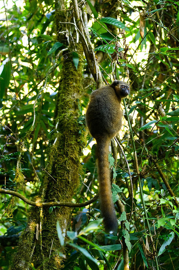 Golden Bamboo Lemur, Ranomafana, Madagascar This is the flagship species of Ranomafana as the national park is founded because of it. It was first discovered in 1986, after which in 1991 Ranomafana National Park was established.<br />
<br />
It is sorely needed, as the species is critically endangered. It only occurs in small patches of rainforest in the east to south east of Madagascar. It was last assessed in 2012 with a population estimate of a 1,000 individuals only. It is possibly lower now, given trends in Madagascar.<br />
<br />
Like all Bamboo lemurs (there are 5 in the family), this lemur feeds mostly on young Bamboo. Despite their rarity, they are not rare to see in Ranomafana. They typically hang out in the secondary forest on the outer ring of the park (because the bamboo is there).<br />
<figure class="photo"><a href="https://www.jungledragon.com/image/83919/golden_bamboo_lemur_-_cheek_ranomafana_madagascar.html" title="Golden Bamboo Lemur - cheek, Ranomafana, Madagascar"><img src="https://s3.amazonaws.com/media.jungledragon.com/images/2/83919_thumb.jpg?AWSAccessKeyId=05GMT0V3GWVNE7GGM1R2&Expires=1767225610&Signature=9flcKTB4Ya6bVTdP9dvUBmenCVQ%3D" width="200" height="136" alt="Golden Bamboo Lemur - cheek, Ranomafana, Madagascar This is the flagship species of Ranomafana as the national park is founded because of it. It was first discovered in 1986, after which in 1991 Ranomafana National Park was established.<br />
<br />
It is sorely needed, as the species is critically endangered. It only occurs in small patches of rainforest in the east to south east of Madagascar. It was last assessed in 2012 with a population estimate of a 1,000 individuals only. It is possibly lower now, given trends in Madagascar.<br />
<br />
Like all Bamboo lemurs (there are 5 in the family), this lemur feeds mostly on young Bamboo. Despite their rarity, they are not rare to see in Ranomafana. They typically hang out in the secondary forest on the outer ring of the park (because the bamboo is there).<br />
https://www.jungledragon.com/image/83918/golden_bamboo_lemur_ranomafana_madagascar.html<br />
https://www.jungledragon.com/image/83920/golden_bamboo_lemur_-_feeding_ranomafana_madagascar.html<br />
https://www.jungledragon.com/image/83921/golden_bamboo_lemur_-_scanning_ranomafana_madagascar.html Africa,Golden bamboo lemur,Hapalemur aureus,Madagascar,Madagascar 2019,Ranomafana National Park,World" /></a></figure><br />
<figure class="photo"><a href="https://www.jungledragon.com/image/83920/golden_bamboo_lemur_-_feeding_ranomafana_madagascar.html" title="Golden Bamboo Lemur - feeding, Ranomafana, Madagascar"><img src="https://s3.amazonaws.com/media.jungledragon.com/images/2/83920_thumb.jpg?AWSAccessKeyId=05GMT0V3GWVNE7GGM1R2&Expires=1767225610&Signature=bFJSIEQzESXO2US2twXY7wTexs4%3D" width="200" height="166" alt="Golden Bamboo Lemur - feeding, Ranomafana, Madagascar This is the flagship species of Ranomafana as the national park is founded because of it. It was first discovered in 1986, after which in 1991 Ranomafana National Park was established.<br />
<br />
It is sorely needed, as the species is critically endangered. It only occurs in small patches of rainforest in the east to south east of Madagascar. It was last assessed in 2012 with a population estimate of a 1,000 individuals only. It is possibly lower now, given trends in Madagascar.<br />
<br />
Like all Bamboo lemurs (there are 5 in the family), this lemur feeds mostly on young Bamboo. Despite their rarity, they are not rare to see in Ranomafana. They typically hang out in the secondary forest on the outer ring of the park (because the bamboo is there).<br />
https://www.jungledragon.com/image/83918/golden_bamboo_lemur_ranomafana_madagascar.html<br />
https://www.jungledragon.com/image/83919/golden_bamboo_lemur_-_cheek_ranomafana_madagascar.html<br />
https://www.jungledragon.com/image/83921/golden_bamboo_lemur_-_scanning_ranomafana_madagascar.html Africa,Golden bamboo lemur,Hapalemur aureus,Madagascar,Madagascar 2019,Ranomafana National Park,World" /></a></figure><br />
<figure class="photo"><a href="https://www.jungledragon.com/image/83921/golden_bamboo_lemur_-_scanning_ranomafana_madagascar.html" title="Golden Bamboo Lemur - scanning, Ranomafana, Madagascar"><img src="https://s3.amazonaws.com/media.jungledragon.com/images/2/83921_thumb.jpg?AWSAccessKeyId=05GMT0V3GWVNE7GGM1R2&Expires=1767225610&Signature=7lGUuq0wRHGuefNmHDkIizdUTDs%3D" width="200" height="180" alt="Golden Bamboo Lemur - scanning, Ranomafana, Madagascar This is the flagship species of Ranomafana as the national park is founded because of it. It was first discovered in 1986, after which in 1991 Ranomafana National Park was established.<br />
<br />
It is sorely needed, as the species is critically endangered. It only occurs in small patches of rainforest in the east to south east of Madagascar. It was last assessed in 2012 with a population estimate of a 1,000 individuals only. It is possibly lower now, given trends in Madagascar.<br />
<br />
Like all Bamboo lemurs (there are 5 in the family), this lemur feeds mostly on young Bamboo. Despite their rarity, they are not rare to see in Ranomafana. They typically hang out in the secondary forest on the outer ring of the park (because the bamboo is there).<br />
https://www.jungledragon.com/image/83918/golden_bamboo_lemur_ranomafana_madagascar.html<br />
https://www.jungledragon.com/image/83919/golden_bamboo_lemur_-_cheek_ranomafana_madagascar.html<br />
https://www.jungledragon.com/image/83920/golden_bamboo_lemur_-_feeding_ranomafana_madagascar.html Africa,Golden bamboo lemur,Hapalemur aureus,Madagascar,Madagascar 2019,Ranomafana National Park,World" /></a></figure> Africa,Golden bamboo lemur,Hapalemur aureus,Madagascar,Madagascar 2019,Ranomafana National Park,World