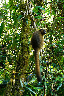 Golden Bamboo Lemur, Ranomafana, Madagascar This is the flagship species of Ranomafana as the national park is founded because of it. It was first discovered in 1986, after which in 1991 Ranomafana National Park was established.

It is sorely needed, as the species is critically endangered. It only occurs in small patches of rainforest in the east to south east of Madagascar. It was last assessed in 2012 with a population estimate of a 1,000 individuals only. It is possibly lower now, given trends in Madagascar.

Like all Bamboo lemurs (there are 5 in the family), this lemur feeds mostly on young Bamboo. Despite their rarity, they are not rare to see in Ranomafana. They typically hang out in the secondary forest on the outer ring of the park (because the bamboo is there).
https://www.jungledragon.com/image/83919/golden_bamboo_lemur_-_cheek_ranomafana_madagascar.html
https://www.jungledragon.com/image/83920/golden_bamboo_lemur_-_feeding_ranomafana_madagascar.html
https://www.jungledragon.com/image/83921/golden_bamboo_lemur_-_scanning_ranomafana_madagascar.html Africa,Golden bamboo lemur,Hapalemur aureus,Madagascar,Madagascar 2019,Ranomafana National Park,World