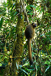 Golden Bamboo Lemur, Ranomafana, Madagascar This is the flagship species of Ranomafana as the national park is founded because of it. It was first discovered in 1986, after which in 1991 Ranomafana National Park was established.<br />
<br />
It is sorely needed, as the species is critically endangered. It only occurs in small patches of rainforest in the east to south east of Madagascar. It was last assessed in 2012 with a population estimate of a 1,000 individuals only. It is possibly lower now, given trends in Madagascar.<br />
<br />
Like all Bamboo lemurs (there are 5 in the family), this lemur feeds mostly on young Bamboo. Despite their rarity, they are not rare to see in Ranomafana. They typically hang out in the secondary forest on the outer ring of the park (because the bamboo is there).<br />
https://www.jungledragon.com/image/83919/golden_bamboo_lemur_-_cheek_ranomafana_madagascar.html<br />
https://www.jungledragon.com/image/83920/golden_bamboo_lemur_-_feeding_ranomafana_madagascar.html<br />
https://www.jungledragon.com/image/83921/golden_bamboo_lemur_-_scanning_ranomafana_madagascar.html Africa,Golden bamboo lemur,Hapalemur aureus,Madagascar,Madagascar 2019,Ranomafana National Park,World