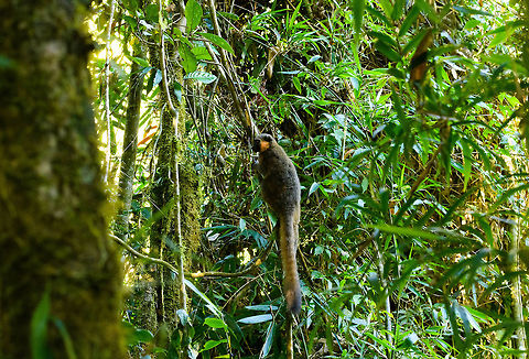 Golden Bamboo Lemur - cheek, Ranomafana, Madagascar This is the flagship species of Ranomafana as the national park is founded because of it. It was first discovered in 1986, after which in 1991 Ranomafana National Park was established.

It is sorely needed, as the species is critically endangered. It only occurs in small patches of rainforest in the east to south east of Madagascar. It was last assessed in 2012 with a population estimate of a 1,000 individuals only. It is possibly lower now, given trends in Madagascar.

Like all Bamboo lemurs (there are 5 in the family), this lemur feeds mostly on young Bamboo. Despite their rarity, they are not rare to see in Ranomafana. They typically hang out in the secondary forest on the outer ring of the park (because the bamboo is there).
https://www.jungledragon.com/image/83918/golden_bamboo_lemur_ranomafana_madagascar.html
https://www.jungledragon.com/image/83920/golden_bamboo_lemur_-_feeding_ranomafana_madagascar.html
https://www.jungledragon.com/image/83921/golden_bamboo_lemur_-_scanning_ranomafana_madagascar.html Africa,Golden bamboo lemur,Hapalemur aureus,Madagascar,Madagascar 2019,Ranomafana National Park,World