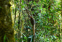 Golden Bamboo Lemur - cheek, Ranomafana, Madagascar This is the flagship species of Ranomafana as the national park is founded because of it. It was first discovered in 1986, after which in 1991 Ranomafana National Park was established.<br />
<br />
It is sorely needed, as the species is critically endangered. It only occurs in small patches of rainforest in the east to south east of Madagascar. It was last assessed in 2012 with a population estimate of a 1,000 individuals only. It is possibly lower now, given trends in Madagascar.<br />
<br />
Like all Bamboo lemurs (there are 5 in the family), this lemur feeds mostly on young Bamboo. Despite their rarity, they are not rare to see in Ranomafana. They typically hang out in the secondary forest on the outer ring of the park (because the bamboo is there).<br />
https://www.jungledragon.com/image/83918/golden_bamboo_lemur_ranomafana_madagascar.html<br />
https://www.jungledragon.com/image/83920/golden_bamboo_lemur_-_feeding_ranomafana_madagascar.html<br />
https://www.jungledragon.com/image/83921/golden_bamboo_lemur_-_scanning_ranomafana_madagascar.html Africa,Golden bamboo lemur,Hapalemur aureus,Madagascar,Madagascar 2019,Ranomafana National Park,World