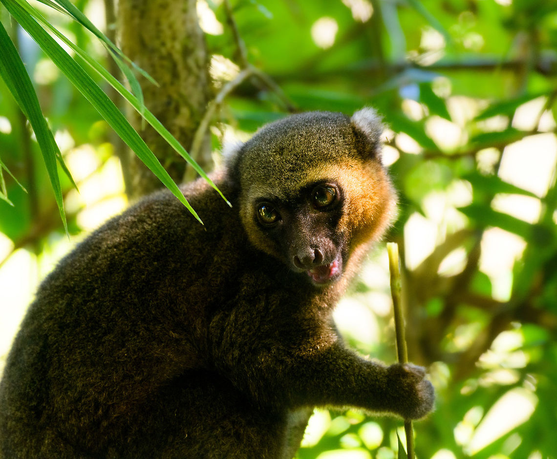 Golden Bamboo Lemur - feeding, Ranomafana, Madagascar This is the flagship species of Ranomafana as the national park is founded because of it. It was first discovered in 1986, after which in 1991 Ranomafana National Park was established.<br />
<br />
It is sorely needed, as the species is critically endangered. It only occurs in small patches of rainforest in the east to south east of Madagascar. It was last assessed in 2012 with a population estimate of a 1,000 individuals only. It is possibly lower now, given trends in Madagascar.<br />
<br />
Like all Bamboo lemurs (there are 5 in the family), this lemur feeds mostly on young Bamboo. Despite their rarity, they are not rare to see in Ranomafana. They typically hang out in the secondary forest on the outer ring of the park (because the bamboo is there).<br />
<figure class="photo"><a href="https://www.jungledragon.com/image/83918/golden_bamboo_lemur_ranomafana_madagascar.html" title="Golden Bamboo Lemur, Ranomafana, Madagascar"><img src="https://s3.amazonaws.com/media.jungledragon.com/images/2/83918_thumb.jpg?AWSAccessKeyId=05GMT0V3GWVNE7GGM1R2&Expires=1763596810&Signature=lQUD%2FjG%2BKDOpUl5ZdrnIAzO0HzA%3D" width="102" height="152" alt="Golden Bamboo Lemur, Ranomafana, Madagascar This is the flagship species of Ranomafana as the national park is founded because of it. It was first discovered in 1986, after which in 1991 Ranomafana National Park was established.<br />
<br />
It is sorely needed, as the species is critically endangered. It only occurs in small patches of rainforest in the east to south east of Madagascar. It was last assessed in 2012 with a population estimate of a 1,000 individuals only. It is possibly lower now, given trends in Madagascar.<br />
<br />
Like all Bamboo lemurs (there are 5 in the family), this lemur feeds mostly on young Bamboo. Despite their rarity, they are not rare to see in Ranomafana. They typically hang out in the secondary forest on the outer ring of the park (because the bamboo is there).<br />
https://www.jungledragon.com/image/83919/golden_bamboo_lemur_-_cheek_ranomafana_madagascar.html<br />
https://www.jungledragon.com/image/83920/golden_bamboo_lemur_-_feeding_ranomafana_madagascar.html<br />
https://www.jungledragon.com/image/83921/golden_bamboo_lemur_-_scanning_ranomafana_madagascar.html Africa,Golden bamboo lemur,Hapalemur aureus,Madagascar,Madagascar 2019,Ranomafana National Park,World" /></a></figure><br />
<figure class="photo"><a href="https://www.jungledragon.com/image/83919/golden_bamboo_lemur_-_cheek_ranomafana_madagascar.html" title="Golden Bamboo Lemur - cheek, Ranomafana, Madagascar"><img src="https://s3.amazonaws.com/media.jungledragon.com/images/2/83919_thumb.jpg?AWSAccessKeyId=05GMT0V3GWVNE7GGM1R2&Expires=1763596810&Signature=3Y%2Fam6RLRqgZySKdWiHSUBWYYLE%3D" width="200" height="136" alt="Golden Bamboo Lemur - cheek, Ranomafana, Madagascar This is the flagship species of Ranomafana as the national park is founded because of it. It was first discovered in 1986, after which in 1991 Ranomafana National Park was established.<br />
<br />
It is sorely needed, as the species is critically endangered. It only occurs in small patches of rainforest in the east to south east of Madagascar. It was last assessed in 2012 with a population estimate of a 1,000 individuals only. It is possibly lower now, given trends in Madagascar.<br />
<br />
Like all Bamboo lemurs (there are 5 in the family), this lemur feeds mostly on young Bamboo. Despite their rarity, they are not rare to see in Ranomafana. They typically hang out in the secondary forest on the outer ring of the park (because the bamboo is there).<br />
https://www.jungledragon.com/image/83918/golden_bamboo_lemur_ranomafana_madagascar.html<br />
https://www.jungledragon.com/image/83920/golden_bamboo_lemur_-_feeding_ranomafana_madagascar.html<br />
https://www.jungledragon.com/image/83921/golden_bamboo_lemur_-_scanning_ranomafana_madagascar.html Africa,Golden bamboo lemur,Hapalemur aureus,Madagascar,Madagascar 2019,Ranomafana National Park,World" /></a></figure><br />
<figure class="photo"><a href="https://www.jungledragon.com/image/83921/golden_bamboo_lemur_-_scanning_ranomafana_madagascar.html" title="Golden Bamboo Lemur - scanning, Ranomafana, Madagascar"><img src="https://s3.amazonaws.com/media.jungledragon.com/images/2/83921_thumb.jpg?AWSAccessKeyId=05GMT0V3GWVNE7GGM1R2&Expires=1763596810&Signature=nlsV1L3YewYZa34wv2PKpojHi8Q%3D" width="200" height="180" alt="Golden Bamboo Lemur - scanning, Ranomafana, Madagascar This is the flagship species of Ranomafana as the national park is founded because of it. It was first discovered in 1986, after which in 1991 Ranomafana National Park was established.<br />
<br />
It is sorely needed, as the species is critically endangered. It only occurs in small patches of rainforest in the east to south east of Madagascar. It was last assessed in 2012 with a population estimate of a 1,000 individuals only. It is possibly lower now, given trends in Madagascar.<br />
<br />
Like all Bamboo lemurs (there are 5 in the family), this lemur feeds mostly on young Bamboo. Despite their rarity, they are not rare to see in Ranomafana. They typically hang out in the secondary forest on the outer ring of the park (because the bamboo is there).<br />
https://www.jungledragon.com/image/83918/golden_bamboo_lemur_ranomafana_madagascar.html<br />
https://www.jungledragon.com/image/83919/golden_bamboo_lemur_-_cheek_ranomafana_madagascar.html<br />
https://www.jungledragon.com/image/83920/golden_bamboo_lemur_-_feeding_ranomafana_madagascar.html Africa,Golden bamboo lemur,Hapalemur aureus,Madagascar,Madagascar 2019,Ranomafana National Park,World" /></a></figure> Africa,Golden bamboo lemur,Hapalemur aureus,Madagascar,Madagascar 2019,Ranomafana National Park,World