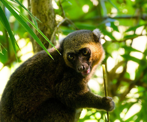 Golden Bamboo Lemur - feeding, Ranomafana, Madagascar This is the flagship species of Ranomafana as the national park is founded because of it. It was first discovered in 1986, after which in 1991 Ranomafana National Park was established.

It is sorely needed, as the species is critically endangered. It only occurs in small patches of rainforest in the east to south east of Madagascar. It was last assessed in 2012 with a population estimate of a 1,000 individuals only. It is possibly lower now, given trends in Madagascar.

Like all Bamboo lemurs (there are 5 in the family), this lemur feeds mostly on young Bamboo. Despite their rarity, they are not rare to see in Ranomafana. They typically hang out in the secondary forest on the outer ring of the park (because the bamboo is there).
https://www.jungledragon.com/image/83918/golden_bamboo_lemur_ranomafana_madagascar.html
https://www.jungledragon.com/image/83919/golden_bamboo_lemur_-_cheek_ranomafana_madagascar.html
https://www.jungledragon.com/image/83921/golden_bamboo_lemur_-_scanning_ranomafana_madagascar.html Africa,Golden bamboo lemur,Hapalemur aureus,Madagascar,Madagascar 2019,Ranomafana National Park,World