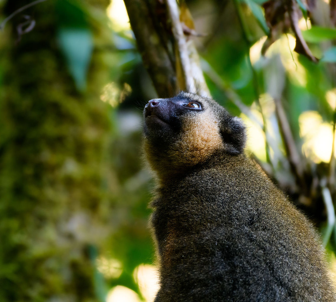 Golden Bamboo Lemur - scanning, Ranomafana, Madagascar This is the flagship species of Ranomafana as the national park is founded because of it. It was first discovered in 1986, after which in 1991 Ranomafana National Park was established.<br />
<br />
It is sorely needed, as the species is critically endangered. It only occurs in small patches of rainforest in the east to south east of Madagascar. It was last assessed in 2012 with a population estimate of a 1,000 individuals only. It is possibly lower now, given trends in Madagascar.<br />
<br />
Like all Bamboo lemurs (there are 5 in the family), this lemur feeds mostly on young Bamboo. Despite their rarity, they are not rare to see in Ranomafana. They typically hang out in the secondary forest on the outer ring of the park (because the bamboo is there).<br />
<figure class="photo"><a href="https://www.jungledragon.com/image/83918/golden_bamboo_lemur_ranomafana_madagascar.html" title="Golden Bamboo Lemur, Ranomafana, Madagascar"><img src="https://s3.amazonaws.com/media.jungledragon.com/images/2/83918_thumb.jpg?AWSAccessKeyId=05GMT0V3GWVNE7GGM1R2&Expires=1767225610&Signature=YLe9QhDqT3Dqx%2BTWePwCacDZA6g%3D" width="102" height="152" alt="Golden Bamboo Lemur, Ranomafana, Madagascar This is the flagship species of Ranomafana as the national park is founded because of it. It was first discovered in 1986, after which in 1991 Ranomafana National Park was established.<br />
<br />
It is sorely needed, as the species is critically endangered. It only occurs in small patches of rainforest in the east to south east of Madagascar. It was last assessed in 2012 with a population estimate of a 1,000 individuals only. It is possibly lower now, given trends in Madagascar.<br />
<br />
Like all Bamboo lemurs (there are 5 in the family), this lemur feeds mostly on young Bamboo. Despite their rarity, they are not rare to see in Ranomafana. They typically hang out in the secondary forest on the outer ring of the park (because the bamboo is there).<br />
https://www.jungledragon.com/image/83919/golden_bamboo_lemur_-_cheek_ranomafana_madagascar.html<br />
https://www.jungledragon.com/image/83920/golden_bamboo_lemur_-_feeding_ranomafana_madagascar.html<br />
https://www.jungledragon.com/image/83921/golden_bamboo_lemur_-_scanning_ranomafana_madagascar.html Africa,Golden bamboo lemur,Hapalemur aureus,Madagascar,Madagascar 2019,Ranomafana National Park,World" /></a></figure><br />
<figure class="photo"><a href="https://www.jungledragon.com/image/83919/golden_bamboo_lemur_-_cheek_ranomafana_madagascar.html" title="Golden Bamboo Lemur - cheek, Ranomafana, Madagascar"><img src="https://s3.amazonaws.com/media.jungledragon.com/images/2/83919_thumb.jpg?AWSAccessKeyId=05GMT0V3GWVNE7GGM1R2&Expires=1767225610&Signature=9flcKTB4Ya6bVTdP9dvUBmenCVQ%3D" width="200" height="136" alt="Golden Bamboo Lemur - cheek, Ranomafana, Madagascar This is the flagship species of Ranomafana as the national park is founded because of it. It was first discovered in 1986, after which in 1991 Ranomafana National Park was established.<br />
<br />
It is sorely needed, as the species is critically endangered. It only occurs in small patches of rainforest in the east to south east of Madagascar. It was last assessed in 2012 with a population estimate of a 1,000 individuals only. It is possibly lower now, given trends in Madagascar.<br />
<br />
Like all Bamboo lemurs (there are 5 in the family), this lemur feeds mostly on young Bamboo. Despite their rarity, they are not rare to see in Ranomafana. They typically hang out in the secondary forest on the outer ring of the park (because the bamboo is there).<br />
https://www.jungledragon.com/image/83918/golden_bamboo_lemur_ranomafana_madagascar.html<br />
https://www.jungledragon.com/image/83920/golden_bamboo_lemur_-_feeding_ranomafana_madagascar.html<br />
https://www.jungledragon.com/image/83921/golden_bamboo_lemur_-_scanning_ranomafana_madagascar.html Africa,Golden bamboo lemur,Hapalemur aureus,Madagascar,Madagascar 2019,Ranomafana National Park,World" /></a></figure><br />
<figure class="photo"><a href="https://www.jungledragon.com/image/83920/golden_bamboo_lemur_-_feeding_ranomafana_madagascar.html" title="Golden Bamboo Lemur - feeding, Ranomafana, Madagascar"><img src="https://s3.amazonaws.com/media.jungledragon.com/images/2/83920_thumb.jpg?AWSAccessKeyId=05GMT0V3GWVNE7GGM1R2&Expires=1767225610&Signature=bFJSIEQzESXO2US2twXY7wTexs4%3D" width="200" height="166" alt="Golden Bamboo Lemur - feeding, Ranomafana, Madagascar This is the flagship species of Ranomafana as the national park is founded because of it. It was first discovered in 1986, after which in 1991 Ranomafana National Park was established.<br />
<br />
It is sorely needed, as the species is critically endangered. It only occurs in small patches of rainforest in the east to south east of Madagascar. It was last assessed in 2012 with a population estimate of a 1,000 individuals only. It is possibly lower now, given trends in Madagascar.<br />
<br />
Like all Bamboo lemurs (there are 5 in the family), this lemur feeds mostly on young Bamboo. Despite their rarity, they are not rare to see in Ranomafana. They typically hang out in the secondary forest on the outer ring of the park (because the bamboo is there).<br />
https://www.jungledragon.com/image/83918/golden_bamboo_lemur_ranomafana_madagascar.html<br />
https://www.jungledragon.com/image/83919/golden_bamboo_lemur_-_cheek_ranomafana_madagascar.html<br />
https://www.jungledragon.com/image/83921/golden_bamboo_lemur_-_scanning_ranomafana_madagascar.html Africa,Golden bamboo lemur,Hapalemur aureus,Madagascar,Madagascar 2019,Ranomafana National Park,World" /></a></figure> Africa,Golden bamboo lemur,Hapalemur aureus,Madagascar,Madagascar 2019,Ranomafana National Park,World