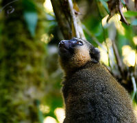 Golden Bamboo Lemur - scanning, Ranomafana, Madagascar This is the flagship species of Ranomafana as the national park is founded because of it. It was first discovered in 1986, after which in 1991 Ranomafana National Park was established.<br />
<br />
It is sorely needed, as the species is critically endangered. It only occurs in small patches of rainforest in the east to south east of Madagascar. It was last assessed in 2012 with a population estimate of a 1,000 individuals only. It is possibly lower now, given trends in Madagascar.<br />
<br />
Like all Bamboo lemurs (there are 5 in the family), this lemur feeds mostly on young Bamboo. Despite their rarity, they are not rare to see in Ranomafana. They typically hang out in the secondary forest on the outer ring of the park (because the bamboo is there).<br />
https://www.jungledragon.com/image/83918/golden_bamboo_lemur_ranomafana_madagascar.html<br />
https://www.jungledragon.com/image/83919/golden_bamboo_lemur_-_cheek_ranomafana_madagascar.html<br />
https://www.jungledragon.com/image/83920/golden_bamboo_lemur_-_feeding_ranomafana_madagascar.html Africa,Golden bamboo lemur,Hapalemur aureus,Madagascar,Madagascar 2019,Ranomafana National Park,World