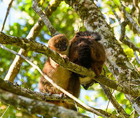 Red-bellied Lemur - female grooming 2, Ranomafana, Madagascar This diurnal lemur has a relatively large distribution that spans most of the east of Madagascar, yet is still vulnerable due to the rain forests falling apart into tiny, fragmented patches.<br />
<br />
We found this couple (they are monogamous) in the secondary forest of Ranomafana, where they are common to see. The couple seemed to be taking turns grooming each other. Male and female look somewhat similar yet males have a more exaggerated white "teardrop".<br />
https://www.jungledragon.com/image/83963/red-bellied_lemur_-_male_hugging_ranomafana_madagascar.html<br />
https://www.jungledragon.com/image/83964/red-bellied_lemur_-_male_grooming_ranomafana_madagascar.html<br />
https://www.jungledragon.com/image/83965/red-bellied_lemur_-_female_grooming_ranomafana_madagascar.html<br />
https://www.jungledragon.com/image/83966/red-bellied_lemur_-_couple_ranomafana_madagascar.html Africa,Eulemur rubriventer,Madagascar,Madagascar 2019,Ranomafana National Park,Red-bellied lemur,World