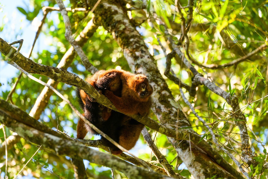 Red-bellied Lemur - male hugging, Ranomafana, Madagascar This diurnal lemur has a relatively large distribution that spans most of the east of Madagascar, yet is still vulnerable due to the rain forests falling apart into tiny, fragmented patches.<br />
<br />
We found this couple (they are monogamous) in the secondary forest of Ranomafana, where they are common to see. The couple seemed to be taking turns grooming each other. Male and female look somewhat similar yet males have a more exaggerated white "teardrop".<br />
<figure class="photo"><a href="https://www.jungledragon.com/image/83962/red-bellied_lemur_-_female_grooming_2_ranomafana_madagascar.html" title="Red-bellied Lemur - female grooming 2, Ranomafana, Madagascar"><img src="https://s3.amazonaws.com/media.jungledragon.com/images/2/83962_thumb.jpg?AWSAccessKeyId=05GMT0V3GWVNE7GGM1R2&Expires=1770854410&Signature=p2Lykvq8bVI9Ac5I%2F3Y2oDPboAY%3D" width="200" height="170" alt="Red-bellied Lemur - female grooming 2, Ranomafana, Madagascar This diurnal lemur has a relatively large distribution that spans most of the east of Madagascar, yet is still vulnerable due to the rain forests falling apart into tiny, fragmented patches.<br />
<br />
We found this couple (they are monogamous) in the secondary forest of Ranomafana, where they are common to see. The couple seemed to be taking turns grooming each other. Male and female look somewhat similar yet males have a more exaggerated white "teardrop".<br />
https://www.jungledragon.com/image/83963/red-bellied_lemur_-_male_hugging_ranomafana_madagascar.html<br />
https://www.jungledragon.com/image/83964/red-bellied_lemur_-_male_grooming_ranomafana_madagascar.html<br />
https://www.jungledragon.com/image/83965/red-bellied_lemur_-_female_grooming_ranomafana_madagascar.html<br />
https://www.jungledragon.com/image/83966/red-bellied_lemur_-_couple_ranomafana_madagascar.html Africa,Eulemur rubriventer,Madagascar,Madagascar 2019,Ranomafana National Park,Red-bellied lemur,World" /></a></figure><br />
<figure class="photo"><a href="https://www.jungledragon.com/image/83964/red-bellied_lemur_-_male_grooming_ranomafana_madagascar.html" title="Red-bellied Lemur - male grooming, Ranomafana, Madagascar"><img src="https://s3.amazonaws.com/media.jungledragon.com/images/2/83964_thumb.jpg?AWSAccessKeyId=05GMT0V3GWVNE7GGM1R2&Expires=1770854410&Signature=NpL%2B1XxvANg5dw%2BZ2Xpc8sRO1hw%3D" width="200" height="142" alt="Red-bellied Lemur - male grooming, Ranomafana, Madagascar This diurnal lemur has a relatively large distribution that spans most of the east of Madagascar, yet is still vulnerable due to the rain forests falling apart into tiny, fragmented patches.<br />
<br />
We found this couple (they are monogamous) in the secondary forest of Ranomafana, where they are common to see. The couple seemed to be taking turns grooming each other. Male and female look somewhat similar yet males have a more exaggerated white "teardrop".<br />
https://www.jungledragon.com/image/83962/red-bellied_lemur_-_female_grooming_2_ranomafana_madagascar.html<br />
https://www.jungledragon.com/image/83963/red-bellied_lemur_-_male_hugging_ranomafana_madagascar.html<br />
https://www.jungledragon.com/image/83965/red-bellied_lemur_-_female_grooming_ranomafana_madagascar.html<br />
https://www.jungledragon.com/image/83966/red-bellied_lemur_-_couple_ranomafana_madagascar.html Africa,Eulemur rubriventer,Madagascar,Madagascar 2019,Ranomafana National Park,Red-bellied lemur,World" /></a></figure><br />
<figure class="photo"><a href="https://www.jungledragon.com/image/83965/red-bellied_lemur_-_female_grooming_ranomafana_madagascar.html" title="Red-bellied Lemur - female grooming, Ranomafana, Madagascar"><img src="https://s3.amazonaws.com/media.jungledragon.com/images/2/83965_thumb.jpg?AWSAccessKeyId=05GMT0V3GWVNE7GGM1R2&Expires=1770854410&Signature=yeCNM7ea%2BqdwDgg200opz490Ge0%3D" width="200" height="166" alt="Red-bellied Lemur - female grooming, Ranomafana, Madagascar This diurnal lemur has a relatively large distribution that spans most of the east of Madagascar, yet is still vulnerable due to the rain forests falling apart into tiny, fragmented patches.<br />
<br />
We found this couple (they are monogamous) in the secondary forest of Ranomafana, where they are common to see. The couple seemed to be taking turns grooming each other. Male and female look somewhat similar yet males have a more exaggerated white "teardrop".<br />
https://www.jungledragon.com/image/83962/red-bellied_lemur_-_female_grooming_2_ranomafana_madagascar.html<br />
https://www.jungledragon.com/image/83963/red-bellied_lemur_-_male_hugging_ranomafana_madagascar.html<br />
https://www.jungledragon.com/image/83964/red-bellied_lemur_-_male_grooming_ranomafana_madagascar.html<br />
https://www.jungledragon.com/image/83966/red-bellied_lemur_-_couple_ranomafana_madagascar.html Africa,Eulemur rubriventer,Madagascar,Madagascar 2019,Ranomafana National Park,Red-bellied lemur,World" /></a></figure><br />
<figure class="photo"><a href="https://www.jungledragon.com/image/83966/red-bellied_lemur_-_couple_ranomafana_madagascar.html" title="Red-bellied Lemur - couple, Ranomafana, Madagascar"><img src="https://s3.amazonaws.com/media.jungledragon.com/images/2/83966_thumb.jpg?AWSAccessKeyId=05GMT0V3GWVNE7GGM1R2&Expires=1770854410&Signature=4xVfdKL2WyvnIUWwRCuSsAH%2Fqg0%3D" width="200" height="98" alt="Red-bellied Lemur - couple, Ranomafana, Madagascar This diurnal lemur has a relatively large distribution that spans most of the east of Madagascar, yet is still vulnerable due to the rain forests falling apart into tiny, fragmented patches.<br />
<br />
We found this couple (they are monogamous) in the secondary forest of Ranomafana, where they are common to see. The couple seemed to be taking turns grooming each other. Male and female look somewhat similar yet males have a more exaggerated white "teardrop".<br />
https://www.jungledragon.com/image/83962/red-bellied_lemur_-_female_grooming_2_ranomafana_madagascar.html<br />
https://www.jungledragon.com/image/83963/red-bellied_lemur_-_male_hugging_ranomafana_madagascar.html<br />
https://www.jungledragon.com/image/83964/red-bellied_lemur_-_male_grooming_ranomafana_madagascar.html<br />
https://www.jungledragon.com/image/83965/red-bellied_lemur_-_female_grooming_ranomafana_madagascar.html Africa,Eulemur rubriventer,Madagascar,Madagascar 2019,Ranomafana National Park,Red-bellied lemur,World" /></a></figure> Africa,Eulemur rubriventer,Madagascar,Madagascar 2019,Ranomafana National Park,Red-bellied lemur,World