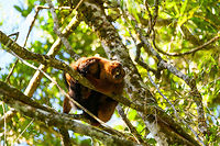 Red-bellied Lemur - male hugging, Ranomafana, Madagascar This diurnal lemur has a relatively large distribution that spans most of the east of Madagascar, yet is still vulnerable due to the rain forests falling apart into tiny, fragmented patches.<br />
<br />
We found this couple (they are monogamous) in the secondary forest of Ranomafana, where they are common to see. The couple seemed to be taking turns grooming each other. Male and female look somewhat similar yet males have a more exaggerated white "teardrop".<br />
https://www.jungledragon.com/image/83962/red-bellied_lemur_-_female_grooming_2_ranomafana_madagascar.html<br />
https://www.jungledragon.com/image/83964/red-bellied_lemur_-_male_grooming_ranomafana_madagascar.html<br />
https://www.jungledragon.com/image/83965/red-bellied_lemur_-_female_grooming_ranomafana_madagascar.html<br />
https://www.jungledragon.com/image/83966/red-bellied_lemur_-_couple_ranomafana_madagascar.html Africa,Eulemur rubriventer,Madagascar,Madagascar 2019,Ranomafana National Park,Red-bellied lemur,World