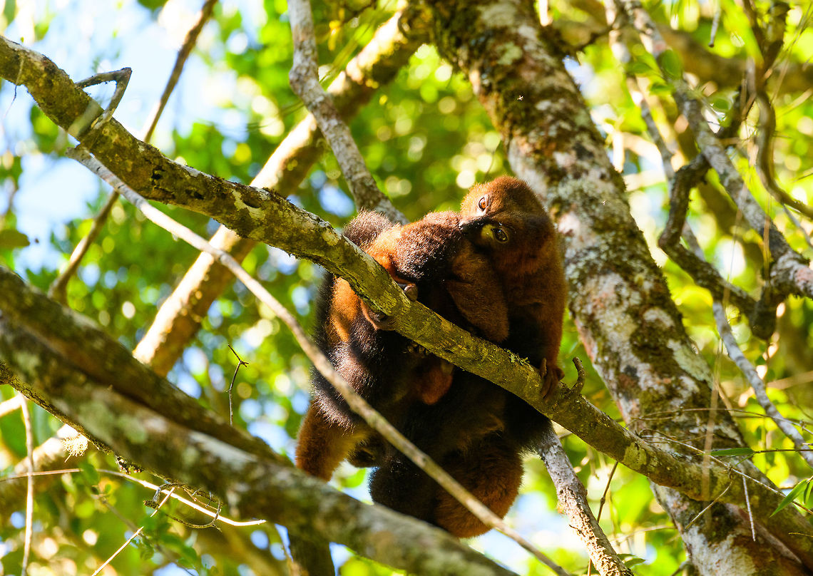 Red-bellied Lemur - male grooming, Ranomafana, Madagascar This diurnal lemur has a relatively large distribution that spans most of the east of Madagascar, yet is still vulnerable due to the rain forests falling apart into tiny, fragmented patches.<br />
<br />
We found this couple (they are monogamous) in the secondary forest of Ranomafana, where they are common to see. The couple seemed to be taking turns grooming each other. Male and female look somewhat similar yet males have a more exaggerated white &quot;teardrop&quot;.<br />
<figure class="photo"><a href="https://www.jungledragon.com/image/83962/red-bellied_lemur_-_female_grooming_2_ranomafana_madagascar.html" title="Red-bellied Lemur - female grooming 2, Ranomafana, Madagascar"><img src="https://s3.amazonaws.com/media.jungledragon.com/images/2/83962_thumb.jpg?AWSAccessKeyId=05GMT0V3GWVNE7GGM1R2&Expires=1759968010&Signature=9YHeTUiHvIo1FN5Mc%2Fp3mLXYcPM%3D" width="200" height="170" alt="Red-bellied Lemur - female grooming 2, Ranomafana, Madagascar This diurnal lemur has a relatively large distribution that spans most of the east of Madagascar, yet is still vulnerable due to the rain forests falling apart into tiny, fragmented patches.<br />
<br />
We found this couple (they are monogamous) in the secondary forest of Ranomafana, where they are common to see. The couple seemed to be taking turns grooming each other. Male and female look somewhat similar yet males have a more exaggerated white &quot;teardrop&quot;.<br />
https://www.jungledragon.com/image/83963/red-bellied_lemur_-_male_hugging_ranomafana_madagascar.html<br />
https://www.jungledragon.com/image/83964/red-bellied_lemur_-_male_grooming_ranomafana_madagascar.html<br />
https://www.jungledragon.com/image/83965/red-bellied_lemur_-_female_grooming_ranomafana_madagascar.html<br />
https://www.jungledragon.com/image/83966/red-bellied_lemur_-_couple_ranomafana_madagascar.html Africa,Eulemur rubriventer,Madagascar,Madagascar 2019,Ranomafana National Park,Red-bellied lemur,World" /></a></figure><br />
<figure class="photo"><a href="https://www.jungledragon.com/image/83963/red-bellied_lemur_-_male_hugging_ranomafana_madagascar.html" title="Red-bellied Lemur - male hugging, Ranomafana, Madagascar"><img src="https://s3.amazonaws.com/media.jungledragon.com/images/2/83963_thumb.jpg?AWSAccessKeyId=05GMT0V3GWVNE7GGM1R2&Expires=1759968010&Signature=UP%2FhTXGj7AWapaeRsOi0cINTOBk%3D" width="200" height="134" alt="Red-bellied Lemur - male hugging, Ranomafana, Madagascar This diurnal lemur has a relatively large distribution that spans most of the east of Madagascar, yet is still vulnerable due to the rain forests falling apart into tiny, fragmented patches.<br />
<br />
We found this couple (they are monogamous) in the secondary forest of Ranomafana, where they are common to see. The couple seemed to be taking turns grooming each other. Male and female look somewhat similar yet males have a more exaggerated white &quot;teardrop&quot;.<br />
https://www.jungledragon.com/image/83962/red-bellied_lemur_-_female_grooming_2_ranomafana_madagascar.html<br />
https://www.jungledragon.com/image/83964/red-bellied_lemur_-_male_grooming_ranomafana_madagascar.html<br />
https://www.jungledragon.com/image/83965/red-bellied_lemur_-_female_grooming_ranomafana_madagascar.html<br />
https://www.jungledragon.com/image/83966/red-bellied_lemur_-_couple_ranomafana_madagascar.html Africa,Eulemur rubriventer,Madagascar,Madagascar 2019,Ranomafana National Park,Red-bellied lemur,World" /></a></figure><br />
<figure class="photo"><a href="https://www.jungledragon.com/image/83965/red-bellied_lemur_-_female_grooming_ranomafana_madagascar.html" title="Red-bellied Lemur - female grooming, Ranomafana, Madagascar"><img src="https://s3.amazonaws.com/media.jungledragon.com/images/2/83965_thumb.jpg?AWSAccessKeyId=05GMT0V3GWVNE7GGM1R2&Expires=1759968010&Signature=pi8u9pY9AA3VJtTvNvpExYPisns%3D" width="200" height="166" alt="Red-bellied Lemur - female grooming, Ranomafana, Madagascar This diurnal lemur has a relatively large distribution that spans most of the east of Madagascar, yet is still vulnerable due to the rain forests falling apart into tiny, fragmented patches.<br />
<br />
We found this couple (they are monogamous) in the secondary forest of Ranomafana, where they are common to see. The couple seemed to be taking turns grooming each other. Male and female look somewhat similar yet males have a more exaggerated white &quot;teardrop&quot;.<br />
https://www.jungledragon.com/image/83962/red-bellied_lemur_-_female_grooming_2_ranomafana_madagascar.html<br />
https://www.jungledragon.com/image/83963/red-bellied_lemur_-_male_hugging_ranomafana_madagascar.html<br />
https://www.jungledragon.com/image/83964/red-bellied_lemur_-_male_grooming_ranomafana_madagascar.html<br />
https://www.jungledragon.com/image/83966/red-bellied_lemur_-_couple_ranomafana_madagascar.html Africa,Eulemur rubriventer,Madagascar,Madagascar 2019,Ranomafana National Park,Red-bellied lemur,World" /></a></figure><br />
<figure class="photo"><a href="https://www.jungledragon.com/image/83966/red-bellied_lemur_-_couple_ranomafana_madagascar.html" title="Red-bellied Lemur - couple, Ranomafana, Madagascar"><img src="https://s3.amazonaws.com/media.jungledragon.com/images/2/83966_thumb.jpg?AWSAccessKeyId=05GMT0V3GWVNE7GGM1R2&Expires=1759968010&Signature=QBXiDRLyhdbH%2Fmg%2BY98oxWt7qwE%3D" width="200" height="98" alt="Red-bellied Lemur - couple, Ranomafana, Madagascar This diurnal lemur has a relatively large distribution that spans most of the east of Madagascar, yet is still vulnerable due to the rain forests falling apart into tiny, fragmented patches.<br />
<br />
We found this couple (they are monogamous) in the secondary forest of Ranomafana, where they are common to see. The couple seemed to be taking turns grooming each other. Male and female look somewhat similar yet males have a more exaggerated white &quot;teardrop&quot;.<br />
https://www.jungledragon.com/image/83962/red-bellied_lemur_-_female_grooming_2_ranomafana_madagascar.html<br />
https://www.jungledragon.com/image/83963/red-bellied_lemur_-_male_hugging_ranomafana_madagascar.html<br />
https://www.jungledragon.com/image/83964/red-bellied_lemur_-_male_grooming_ranomafana_madagascar.html<br />
https://www.jungledragon.com/image/83965/red-bellied_lemur_-_female_grooming_ranomafana_madagascar.html Africa,Eulemur rubriventer,Madagascar,Madagascar 2019,Ranomafana National Park,Red-bellied lemur,World" /></a></figure> Africa,Eulemur rubriventer,Madagascar,Madagascar 2019,Ranomafana National Park,Red-bellied lemur,World
