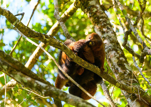 Red-bellied Lemur - male grooming, Ranomafana, Madagascar This diurnal lemur has a relatively large distribution that spans most of the east of Madagascar, yet is still vulnerable due to the rain forests falling apart into tiny, fragmented patches.

We found this couple (they are monogamous) in the secondary forest of Ranomafana, where they are common to see. The couple seemed to be taking turns grooming each other. Male and female look somewhat similar yet males have a more exaggerated white "teardrop".
https://www.jungledragon.com/image/83962/red-bellied_lemur_-_female_grooming_2_ranomafana_madagascar.html
https://www.jungledragon.com/image/83963/red-bellied_lemur_-_male_hugging_ranomafana_madagascar.html
https://www.jungledragon.com/image/83965/red-bellied_lemur_-_female_grooming_ranomafana_madagascar.html
https://www.jungledragon.com/image/83966/red-bellied_lemur_-_couple_ranomafana_madagascar.html Africa,Eulemur rubriventer,Madagascar,Madagascar 2019,Ranomafana National Park,Red-bellied lemur,World