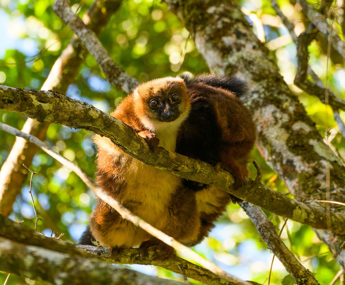 Red-bellied Lemur - female grooming, Ranomafana, Madagascar This diurnal lemur has a relatively large distribution that spans most of the east of Madagascar, yet is still vulnerable due to the rain forests falling apart into tiny, fragmented patches.<br />
<br />
We found this couple (they are monogamous) in the secondary forest of Ranomafana, where they are common to see. The couple seemed to be taking turns grooming each other. Male and female look somewhat similar yet males have a more exaggerated white &quot;teardrop&quot;.<br />
<figure class="photo"><a href="https://www.jungledragon.com/image/83962/red-bellied_lemur_-_female_grooming_2_ranomafana_madagascar.html" title="Red-bellied Lemur - female grooming 2, Ranomafana, Madagascar"><img src="https://s3.amazonaws.com/media.jungledragon.com/images/2/83962_thumb.jpg?AWSAccessKeyId=05GMT0V3GWVNE7GGM1R2&Expires=1759968010&Signature=9YHeTUiHvIo1FN5Mc%2Fp3mLXYcPM%3D" width="200" height="170" alt="Red-bellied Lemur - female grooming 2, Ranomafana, Madagascar This diurnal lemur has a relatively large distribution that spans most of the east of Madagascar, yet is still vulnerable due to the rain forests falling apart into tiny, fragmented patches.<br />
<br />
We found this couple (they are monogamous) in the secondary forest of Ranomafana, where they are common to see. The couple seemed to be taking turns grooming each other. Male and female look somewhat similar yet males have a more exaggerated white &quot;teardrop&quot;.<br />
https://www.jungledragon.com/image/83963/red-bellied_lemur_-_male_hugging_ranomafana_madagascar.html<br />
https://www.jungledragon.com/image/83964/red-bellied_lemur_-_male_grooming_ranomafana_madagascar.html<br />
https://www.jungledragon.com/image/83965/red-bellied_lemur_-_female_grooming_ranomafana_madagascar.html<br />
https://www.jungledragon.com/image/83966/red-bellied_lemur_-_couple_ranomafana_madagascar.html Africa,Eulemur rubriventer,Madagascar,Madagascar 2019,Ranomafana National Park,Red-bellied lemur,World" /></a></figure><br />
<figure class="photo"><a href="https://www.jungledragon.com/image/83963/red-bellied_lemur_-_male_hugging_ranomafana_madagascar.html" title="Red-bellied Lemur - male hugging, Ranomafana, Madagascar"><img src="https://s3.amazonaws.com/media.jungledragon.com/images/2/83963_thumb.jpg?AWSAccessKeyId=05GMT0V3GWVNE7GGM1R2&Expires=1759968010&Signature=UP%2FhTXGj7AWapaeRsOi0cINTOBk%3D" width="200" height="134" alt="Red-bellied Lemur - male hugging, Ranomafana, Madagascar This diurnal lemur has a relatively large distribution that spans most of the east of Madagascar, yet is still vulnerable due to the rain forests falling apart into tiny, fragmented patches.<br />
<br />
We found this couple (they are monogamous) in the secondary forest of Ranomafana, where they are common to see. The couple seemed to be taking turns grooming each other. Male and female look somewhat similar yet males have a more exaggerated white &quot;teardrop&quot;.<br />
https://www.jungledragon.com/image/83962/red-bellied_lemur_-_female_grooming_2_ranomafana_madagascar.html<br />
https://www.jungledragon.com/image/83964/red-bellied_lemur_-_male_grooming_ranomafana_madagascar.html<br />
https://www.jungledragon.com/image/83965/red-bellied_lemur_-_female_grooming_ranomafana_madagascar.html<br />
https://www.jungledragon.com/image/83966/red-bellied_lemur_-_couple_ranomafana_madagascar.html Africa,Eulemur rubriventer,Madagascar,Madagascar 2019,Ranomafana National Park,Red-bellied lemur,World" /></a></figure><br />
<figure class="photo"><a href="https://www.jungledragon.com/image/83964/red-bellied_lemur_-_male_grooming_ranomafana_madagascar.html" title="Red-bellied Lemur - male grooming, Ranomafana, Madagascar"><img src="https://s3.amazonaws.com/media.jungledragon.com/images/2/83964_thumb.jpg?AWSAccessKeyId=05GMT0V3GWVNE7GGM1R2&Expires=1759968010&Signature=WEWANZu23xUMrkuK5tVEvmy2lWk%3D" width="200" height="142" alt="Red-bellied Lemur - male grooming, Ranomafana, Madagascar This diurnal lemur has a relatively large distribution that spans most of the east of Madagascar, yet is still vulnerable due to the rain forests falling apart into tiny, fragmented patches.<br />
<br />
We found this couple (they are monogamous) in the secondary forest of Ranomafana, where they are common to see. The couple seemed to be taking turns grooming each other. Male and female look somewhat similar yet males have a more exaggerated white &quot;teardrop&quot;.<br />
https://www.jungledragon.com/image/83962/red-bellied_lemur_-_female_grooming_2_ranomafana_madagascar.html<br />
https://www.jungledragon.com/image/83963/red-bellied_lemur_-_male_hugging_ranomafana_madagascar.html<br />
https://www.jungledragon.com/image/83965/red-bellied_lemur_-_female_grooming_ranomafana_madagascar.html<br />
https://www.jungledragon.com/image/83966/red-bellied_lemur_-_couple_ranomafana_madagascar.html Africa,Eulemur rubriventer,Madagascar,Madagascar 2019,Ranomafana National Park,Red-bellied lemur,World" /></a></figure><br />
<figure class="photo"><a href="https://www.jungledragon.com/image/83966/red-bellied_lemur_-_couple_ranomafana_madagascar.html" title="Red-bellied Lemur - couple, Ranomafana, Madagascar"><img src="https://s3.amazonaws.com/media.jungledragon.com/images/2/83966_thumb.jpg?AWSAccessKeyId=05GMT0V3GWVNE7GGM1R2&Expires=1759968010&Signature=QBXiDRLyhdbH%2Fmg%2BY98oxWt7qwE%3D" width="200" height="98" alt="Red-bellied Lemur - couple, Ranomafana, Madagascar This diurnal lemur has a relatively large distribution that spans most of the east of Madagascar, yet is still vulnerable due to the rain forests falling apart into tiny, fragmented patches.<br />
<br />
We found this couple (they are monogamous) in the secondary forest of Ranomafana, where they are common to see. The couple seemed to be taking turns grooming each other. Male and female look somewhat similar yet males have a more exaggerated white &quot;teardrop&quot;.<br />
https://www.jungledragon.com/image/83962/red-bellied_lemur_-_female_grooming_2_ranomafana_madagascar.html<br />
https://www.jungledragon.com/image/83963/red-bellied_lemur_-_male_hugging_ranomafana_madagascar.html<br />
https://www.jungledragon.com/image/83964/red-bellied_lemur_-_male_grooming_ranomafana_madagascar.html<br />
https://www.jungledragon.com/image/83965/red-bellied_lemur_-_female_grooming_ranomafana_madagascar.html Africa,Eulemur rubriventer,Madagascar,Madagascar 2019,Ranomafana National Park,Red-bellied lemur,World" /></a></figure> Africa,Eulemur rubriventer,Madagascar,Madagascar 2019,Ranomafana National Park,Red-bellied lemur,World