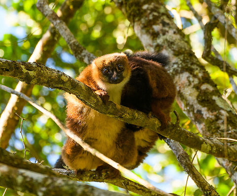 Red-bellied Lemur - female grooming, Ranomafana, Madagascar This diurnal lemur has a relatively large distribution that spans most of the east of Madagascar, yet is still vulnerable due to the rain forests falling apart into tiny, fragmented patches.

We found this couple (they are monogamous) in the secondary forest of Ranomafana, where they are common to see. The couple seemed to be taking turns grooming each other. Male and female look somewhat similar yet males have a more exaggerated white "teardrop".
https://www.jungledragon.com/image/83962/red-bellied_lemur_-_female_grooming_2_ranomafana_madagascar.html
https://www.jungledragon.com/image/83963/red-bellied_lemur_-_male_hugging_ranomafana_madagascar.html
https://www.jungledragon.com/image/83964/red-bellied_lemur_-_male_grooming_ranomafana_madagascar.html
https://www.jungledragon.com/image/83966/red-bellied_lemur_-_couple_ranomafana_madagascar.html Africa,Eulemur rubriventer,Madagascar,Madagascar 2019,Ranomafana National Park,Red-bellied lemur,World