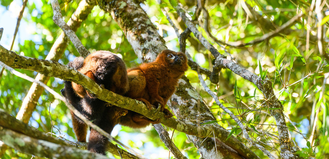 Red-bellied Lemur - couple, Ranomafana, Madagascar This diurnal lemur has a relatively large distribution that spans most of the east of Madagascar, yet is still vulnerable due to the rain forests falling apart into tiny, fragmented patches.<br />
<br />
We found this couple (they are monogamous) in the secondary forest of Ranomafana, where they are common to see. The couple seemed to be taking turns grooming each other. Male and female look somewhat similar yet males have a more exaggerated white "teardrop".<br />
<figure class="photo"><a href="https://www.jungledragon.com/image/83962/red-bellied_lemur_-_female_grooming_2_ranomafana_madagascar.html" title="Red-bellied Lemur - female grooming 2, Ranomafana, Madagascar"><img src="https://s3.amazonaws.com/media.jungledragon.com/images/2/83962_thumb.jpg?AWSAccessKeyId=05GMT0V3GWVNE7GGM1R2&Expires=1763596810&Signature=T36jTZuZAt2Eu04pn67FDwGunpU%3D" width="200" height="170" alt="Red-bellied Lemur - female grooming 2, Ranomafana, Madagascar This diurnal lemur has a relatively large distribution that spans most of the east of Madagascar, yet is still vulnerable due to the rain forests falling apart into tiny, fragmented patches.<br />
<br />
We found this couple (they are monogamous) in the secondary forest of Ranomafana, where they are common to see. The couple seemed to be taking turns grooming each other. Male and female look somewhat similar yet males have a more exaggerated white "teardrop".<br />
https://www.jungledragon.com/image/83963/red-bellied_lemur_-_male_hugging_ranomafana_madagascar.html<br />
https://www.jungledragon.com/image/83964/red-bellied_lemur_-_male_grooming_ranomafana_madagascar.html<br />
https://www.jungledragon.com/image/83965/red-bellied_lemur_-_female_grooming_ranomafana_madagascar.html<br />
https://www.jungledragon.com/image/83966/red-bellied_lemur_-_couple_ranomafana_madagascar.html Africa,Eulemur rubriventer,Madagascar,Madagascar 2019,Ranomafana National Park,Red-bellied lemur,World" /></a></figure><br />
<figure class="photo"><a href="https://www.jungledragon.com/image/83963/red-bellied_lemur_-_male_hugging_ranomafana_madagascar.html" title="Red-bellied Lemur - male hugging, Ranomafana, Madagascar"><img src="https://s3.amazonaws.com/media.jungledragon.com/images/2/83963_thumb.jpg?AWSAccessKeyId=05GMT0V3GWVNE7GGM1R2&Expires=1763596810&Signature=%2FV9m11A1jPac74msijqlk9lL%2FJI%3D" width="200" height="134" alt="Red-bellied Lemur - male hugging, Ranomafana, Madagascar This diurnal lemur has a relatively large distribution that spans most of the east of Madagascar, yet is still vulnerable due to the rain forests falling apart into tiny, fragmented patches.<br />
<br />
We found this couple (they are monogamous) in the secondary forest of Ranomafana, where they are common to see. The couple seemed to be taking turns grooming each other. Male and female look somewhat similar yet males have a more exaggerated white "teardrop".<br />
https://www.jungledragon.com/image/83962/red-bellied_lemur_-_female_grooming_2_ranomafana_madagascar.html<br />
https://www.jungledragon.com/image/83964/red-bellied_lemur_-_male_grooming_ranomafana_madagascar.html<br />
https://www.jungledragon.com/image/83965/red-bellied_lemur_-_female_grooming_ranomafana_madagascar.html<br />
https://www.jungledragon.com/image/83966/red-bellied_lemur_-_couple_ranomafana_madagascar.html Africa,Eulemur rubriventer,Madagascar,Madagascar 2019,Ranomafana National Park,Red-bellied lemur,World" /></a></figure><br />
<figure class="photo"><a href="https://www.jungledragon.com/image/83964/red-bellied_lemur_-_male_grooming_ranomafana_madagascar.html" title="Red-bellied Lemur - male grooming, Ranomafana, Madagascar"><img src="https://s3.amazonaws.com/media.jungledragon.com/images/2/83964_thumb.jpg?AWSAccessKeyId=05GMT0V3GWVNE7GGM1R2&Expires=1763596810&Signature=YaKeo%2FECjj6NZx5eTQomLKqbF5I%3D" width="200" height="142" alt="Red-bellied Lemur - male grooming, Ranomafana, Madagascar This diurnal lemur has a relatively large distribution that spans most of the east of Madagascar, yet is still vulnerable due to the rain forests falling apart into tiny, fragmented patches.<br />
<br />
We found this couple (they are monogamous) in the secondary forest of Ranomafana, where they are common to see. The couple seemed to be taking turns grooming each other. Male and female look somewhat similar yet males have a more exaggerated white "teardrop".<br />
https://www.jungledragon.com/image/83962/red-bellied_lemur_-_female_grooming_2_ranomafana_madagascar.html<br />
https://www.jungledragon.com/image/83963/red-bellied_lemur_-_male_hugging_ranomafana_madagascar.html<br />
https://www.jungledragon.com/image/83965/red-bellied_lemur_-_female_grooming_ranomafana_madagascar.html<br />
https://www.jungledragon.com/image/83966/red-bellied_lemur_-_couple_ranomafana_madagascar.html Africa,Eulemur rubriventer,Madagascar,Madagascar 2019,Ranomafana National Park,Red-bellied lemur,World" /></a></figure><br />
<figure class="photo"><a href="https://www.jungledragon.com/image/83965/red-bellied_lemur_-_female_grooming_ranomafana_madagascar.html" title="Red-bellied Lemur - female grooming, Ranomafana, Madagascar"><img src="https://s3.amazonaws.com/media.jungledragon.com/images/2/83965_thumb.jpg?AWSAccessKeyId=05GMT0V3GWVNE7GGM1R2&Expires=1763596810&Signature=8XRvgkj6aHXAWWqwBwFof2aLIZ0%3D" width="200" height="166" alt="Red-bellied Lemur - female grooming, Ranomafana, Madagascar This diurnal lemur has a relatively large distribution that spans most of the east of Madagascar, yet is still vulnerable due to the rain forests falling apart into tiny, fragmented patches.<br />
<br />
We found this couple (they are monogamous) in the secondary forest of Ranomafana, where they are common to see. The couple seemed to be taking turns grooming each other. Male and female look somewhat similar yet males have a more exaggerated white "teardrop".<br />
https://www.jungledragon.com/image/83962/red-bellied_lemur_-_female_grooming_2_ranomafana_madagascar.html<br />
https://www.jungledragon.com/image/83963/red-bellied_lemur_-_male_hugging_ranomafana_madagascar.html<br />
https://www.jungledragon.com/image/83964/red-bellied_lemur_-_male_grooming_ranomafana_madagascar.html<br />
https://www.jungledragon.com/image/83966/red-bellied_lemur_-_couple_ranomafana_madagascar.html Africa,Eulemur rubriventer,Madagascar,Madagascar 2019,Ranomafana National Park,Red-bellied lemur,World" /></a></figure> Africa,Eulemur rubriventer,Madagascar,Madagascar 2019,Ranomafana National Park,Red-bellied lemur,World
