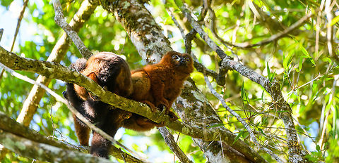 Red-bellied Lemur - couple, Ranomafana, Madagascar This diurnal lemur has a relatively large distribution that spans most of the east of Madagascar, yet is still vulnerable due to the rain forests falling apart into tiny, fragmented patches.

We found this couple (they are monogamous) in the secondary forest of Ranomafana, where they are common to see. The couple seemed to be taking turns grooming each other. Male and female look somewhat similar yet males have a more exaggerated white "teardrop".
https://www.jungledragon.com/image/83962/red-bellied_lemur_-_female_grooming_2_ranomafana_madagascar.html
https://www.jungledragon.com/image/83963/red-bellied_lemur_-_male_hugging_ranomafana_madagascar.html
https://www.jungledragon.com/image/83964/red-bellied_lemur_-_male_grooming_ranomafana_madagascar.html
https://www.jungledragon.com/image/83965/red-bellied_lemur_-_female_grooming_ranomafana_madagascar.html Africa,Eulemur rubriventer,Madagascar,Madagascar 2019,Ranomafana National Park,Red-bellied lemur,World