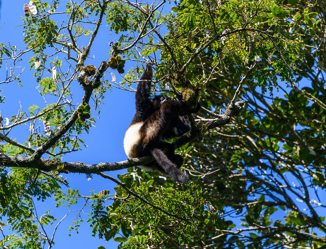 Milne-Edwards sifaka, Ranomafana, Madagascar This is the 2nd largest lemur, the Indri being the largest. It is easily recognized by its sifaka body shape, and black fur with a white "saddle". It is known to be a shy species that rarely leaves the canopy, so you're mostly looking at their bottom if you ever find one. <br />
<br />
Like most lemurs, they are organized in a female-dominant society, which is rare for primates. They are fully optimized for large vertical leaps, meaning they make a horizontal jump yet stay upright. This species has a small range in the east and is therefore considered endangered. Africa,Madagascar,Madagascar 2019,Milne-Edwards sifaka,Propithecus edwardsi,Ranomafana National Park,World