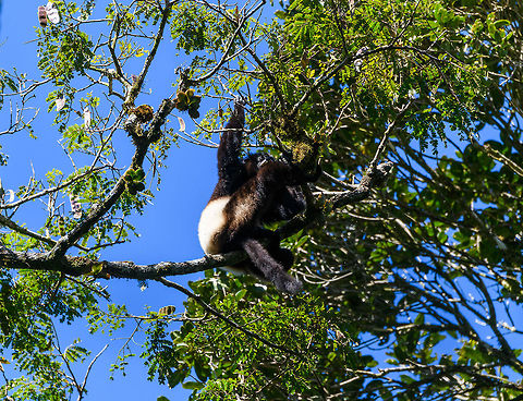 Milne-Edwards sifaka, Ranomafana, Madagascar This is the 2nd largest lemur, the Indri being the largest. It is easily recognized by its sifaka body shape, and black fur with a white "saddle". It is known to be a shy species that rarely leaves the canopy, so you're mostly looking at their bottom if you ever find one. 

Like most lemurs, they are organized in a female-dominant society, which is rare for primates. They are fully optimized for large vertical leaps, meaning they make a horizontal jump yet stay upright. This species has a small range in the east and is therefore considered endangered. Africa,Madagascar,Madagascar 2019,Milne-Edwards sifaka,Propithecus edwardsi,Ranomafana National Park,World