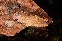 Reticulate Bright-eyed Frog - closeup, Ranomafana, Madagascar We found this well camouflaged frog hiding in a dry leaf. Seemingly not as a coincidence because a little later we found a second individual in the same hiding situation. Two experts so far have ID-ed it as Boophis reticulatus, or a very similar looking undescribed species, of which there are several in Madagascar. So consider this a tenattive ID.<br />
<br />
To give you an idea of the amphibian endemism of Madagascar: out of the 300+ species described, a whopping 2 are not endemic. There's several hundreds of species still to be described.<br />
https://www.jungledragon.com/image/84002/reticulate_bright-eyed_frog_-_back_ranomafana_madagascar.html<br />
https://www.jungledragon.com/image/84003/reticulate_bright-eyed_frog_ranomafana_madagascar.html Africa,Boophis reticulatus,Madagascar,Madagascar 2019,Ranomafana National Park,World