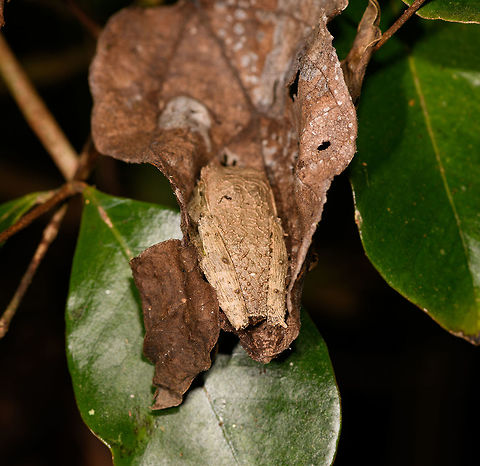 Reticulate Bright-eyed Frog - back, Ranomafana, Madagascar We found this well camouflaged frog hiding in a dry leaf. Seemingly not as a coincidence because a little later we found a second individual in the same hiding situation. Two experts so far have ID-ed it as Boophis reticulatus, or a very similar looking undescribed species, of which there are several in Madagascar. So consider this a tenattive ID.

To give you an idea of the amphibian endemism of Madagascar: out of the 300+ species described, a whopping 2 are not endemic. There's several hundreds of species still to be described.
https://www.jungledragon.com/image/84001/reticulate_bright-eyed_frog_-_closeup_ranomafana_madagascar.html
https://www.jungledragon.com/image/84003/reticulate_bright-eyed_frog_ranomafana_madagascar.html Africa,Boophis reticulatus,Madagascar,Madagascar 2019,Ranomafana National Park,World