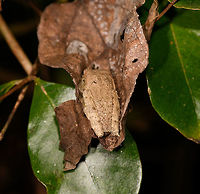 Reticulate Bright-eyed Frog - back, Ranomafana, Madagascar We found this well camouflaged frog hiding in a dry leaf. Seemingly not as a coincidence because a little later we found a second individual in the same hiding situation. Two experts so far have ID-ed it as Boophis reticulatus, or a very similar looking undescribed species, of which there are several in Madagascar. So consider this a tenattive ID.<br />
<br />
To give you an idea of the amphibian endemism of Madagascar: out of the 300+ species described, a whopping 2 are not endemic. There's several hundreds of species still to be described.<br />
https://www.jungledragon.com/image/84001/reticulate_bright-eyed_frog_-_closeup_ranomafana_madagascar.html<br />
https://www.jungledragon.com/image/84003/reticulate_bright-eyed_frog_ranomafana_madagascar.html Africa,Boophis reticulatus,Madagascar,Madagascar 2019,Ranomafana National Park,World