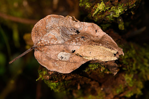 Reticulate Bright-eyed Frog, Ranomafana, Madagascar We found this well camouflaged frog hiding in a dry leaf. Seemingly not as a coincidence because a little later we found a second individual in the same hiding situation. Two experts so far have ID-ed it as Boophis reticulatus, or a very similar looking undescribed species, of which there are several in Madagascar. So consider this a tenattive ID.

To give you an idea of the amphibian endemism of Madagascar: out of the 300+ species described, a whopping 2 are not endemic. There's several hundreds of species still to be described.
https://www.jungledragon.com/image/84001/reticulate_bright-eyed_frog_-_closeup_ranomafana_madagascar.html
https://www.jungledragon.com/image/84002/reticulate_bright-eyed_frog_-_back_ranomafana_madagascar.html Africa,Boophis reticulatus,Madagascar,Madagascar 2019,Ranomafana National Park,World