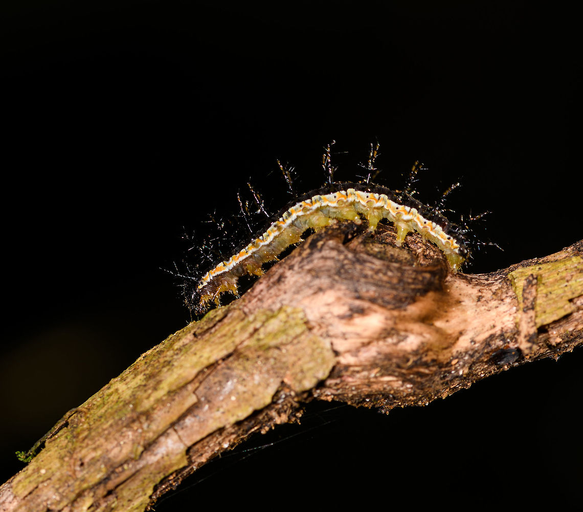 Saturnidd (?), Ranomafana, Madagascar Presumably the caterpillar of a Saturnid moth. It has a yellowish/green overall body color, a white back with an orange band, and large black spikes. Not very happy with the photos, was still warming up.<br />
<figure class="photo"><a href="https://www.jungledragon.com/image/84010/saturnidd_-_top_view_ranomafana_madagascar.html" title="Saturnidd (?) - top view, Ranomafana, Madagascar"><img src="https://s3.amazonaws.com/media.jungledragon.com/images/2/84010_thumb.jpg?AWSAccessKeyId=05GMT0V3GWVNE7GGM1R2&Expires=1759968010&Signature=Mvn9kHxrTP1UX8CQyn3VzZCWso4%3D" width="102" height="152" alt="Saturnidd (?) - top view, Ranomafana, Madagascar Presumably the caterpillar of a Saturnid moth. It has a yellowish/green overall body color, a white back with an orange band, and large black spikes. Not very happy with the photos, was still warming up.<br />
https://www.jungledragon.com/image/84009/saturnidd_ranomafana_madagascar.html Africa,Madagascar,Madagascar 2019,Ranomafana National Park,World" /></a></figure> Africa,Madagascar,Madagascar 2019,Ranomafana National Park,World