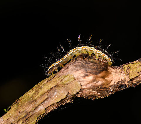 Saturnidd (?), Ranomafana, Madagascar Presumably the caterpillar of a Saturnid moth. It has a yellowish/green overall body color, a white back with an orange band, and large black spikes. Not very happy with the photos, was still warming up.
https://www.jungledragon.com/image/84010/saturnidd_-_top_view_ranomafana_madagascar.html Africa,Madagascar,Madagascar 2019,Ranomafana National Park,World