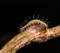 Saturnidd (?), Ranomafana, Madagascar Presumably the caterpillar of a Saturnid moth. It has a yellowish/green overall body color, a white back with an orange band, and large black spikes. Not very happy with the photos, was still warming up.<br />
https://www.jungledragon.com/image/84010/saturnidd_-_top_view_ranomafana_madagascar.html Africa,Madagascar,Madagascar 2019,Ranomafana National Park,World