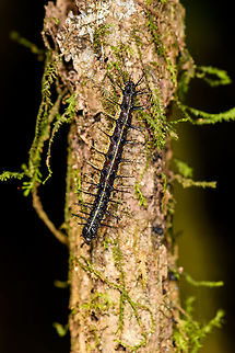 Saturnidd (?) - top view, Ranomafana, Madagascar Presumably the caterpillar of a Saturnid moth. It has a yellowish/green overall body color, a white back with an orange band, and large black spikes. Not very happy with the photos, was still warming up.
https://www.jungledragon.com/image/84009/saturnidd_ranomafana_madagascar.html Africa,Madagascar,Madagascar 2019,Ranomafana National Park,World