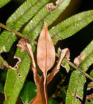 Satanic Leaf-tailed gecko - tail, Ranomafana, Madagascar Here comes a jewel. Madagascar is well known for lemurs, chameleons, and baobabs. <br />
<br />
Lesser known by the general public may be the incredible Uroplatus genus of geckos. This genus consists of 14 insane geckos that are true masters of disguise. I have no particular favorite to pick but this Satanic leaf-tailed gecko ranks highly and I had it at the very top of my wishlist of things to see in Ranomafana.<br />
<br />
Thanks to our excellent spotter, we found two in a row. The Satanic leaf-tailed gecko is the smallest of Uroplatus geckos. Its entire body is shaped, curled and textured like a dry leaf. By day it will position itself in a low tree amidst real dry leafs, making it impossible to detect, unless you're lucky or an expert.<br />
<br />
At night it becomes active and rapidly navigates trees for small prey. If it senses danger, it can flatten itself against the trunk into such extend that there's no shadow, no profile for the predator to go by. When danger is more direct, it opens its mouth widely to reveal a large bright red area. Or, it sheds it tail as a distraction.<br />
<br />
It's also called the Fantastic Leaf-tailed Gecko, after the latin word "phantasticus", meaning "imaginary". A word used by the zoologist to first describe this species. It has such a unique appearance that it baffles the mind, as if it is only imagined.<br />
<br />
I'll be generous in sharing lots of shots, these combine the photos of two individuals found shortly after each other. <br />
https://www.jungledragon.com/image/84015/satanic_leaf-tailed_gecko_-_side_view_ranomafana_madagascar.html<br />
https://www.jungledragon.com/image/84016/satanic_leaf-tailed_gecko_-_head_ranomafana_madagascar.html<br />
https://www.jungledragon.com/image/84017/satanic_leaf-tailed_gecko_-_body_rotated_ranomafana_madagascar.html<br />
https://www.jungledragon.com/image/84018/satanic_leaf-tailed_gecko_-_full_scene_ranomafana_madagascar.html<br />
https://www.jungledragon.com/image/84019/satanic_leaf-tailed_gecko_-_body_closeup_ranomafana_madagascar.html<br />
https://www.jungledragon.com/image/84020/satanic_leaf-tailed_gecko_-_body_curled_ranomafana_madagascar.html<br />
https://www.jungledragon.com/image/84021/satanic_leaf-tailed_gecko_-_body_ranomafana_madagascar.html Africa,Madagascar,Madagascar 2019,Ranomafana National Park,Satanic Leaf Tailed Gecko,Uroplatus phantasticus,World