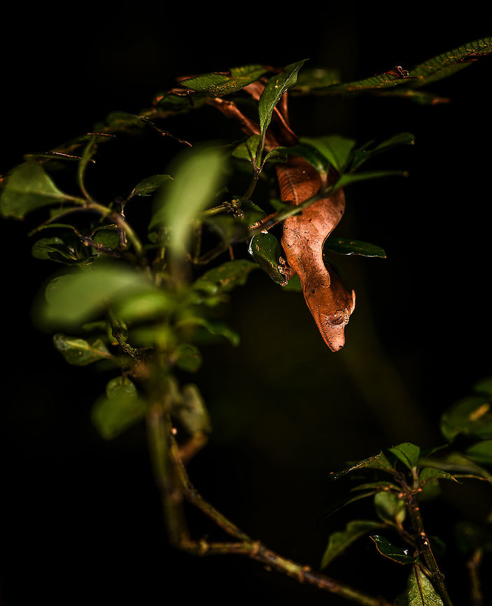Satanic Leaf-tailed gecko - side view, Ranomafana, Madagascar Here comes a jewel. Madagascar is well known for lemurs, chameleons, and baobabs. <br />
<br />
Lesser known by the general public may be the incredible Uroplatus genus of geckos. This genus consists of 14 insane geckos that are true masters of disguise. I have no particular favorite to pick but this Satanic leaf-tailed gecko ranks highly and I had it at the very top of my wishlist of things to see in Ranomafana.<br />
<br />
Thanks to our excellent spotter, we found two in a row. The Satanic leaf-tailed gecko is the smallest of Uroplatus geckos. Its entire body is shaped, curled and textured like a dry leaf. By day it will position itself in a low tree amidst real dry leafs, making it impossible to detect, unless you're lucky or an expert.<br />
<br />
At night it becomes active and rapidly navigates trees for small prey. If it senses danger, it can flatten itself against the trunk into such extend that there's no shadow, no profile for the predator to go by. When danger is more direct, it opens its mouth widely to reveal a large bright red area. Or, it sheds it tail as a distraction.<br />
<br />
It's also called the Fantastic Leaf-tailed Gecko, after the latin word "phantasticus", meaning "imaginary". A word used by the zoologist to first describe this species. It has such a unique appearance that it baffles the mind, as if it is only imagined.<br />
<br />
I'll be generous in sharing lots of shots, these combine the photos of two individuals found shortly after each other. <br />
<figure class="photo"><a href="https://www.jungledragon.com/image/84014/satanic_leaf-tailed_gecko_-_tail_ranomafana_madagascar.html" title="Satanic Leaf-tailed gecko - tail, Ranomafana, Madagascar"><img src="https://s3.amazonaws.com/media.jungledragon.com/images/2/84014_thumb.jpg?AWSAccessKeyId=05GMT0V3GWVNE7GGM1R2&Expires=1770854410&Signature=v4D6miKJYzOO%2FGNULoY7VupECnU%3D" width="136" height="152" alt="Satanic Leaf-tailed gecko - tail, Ranomafana, Madagascar Here comes a jewel. Madagascar is well known for lemurs, chameleons, and baobabs. <br />
<br />
Lesser known by the general public may be the incredible Uroplatus genus of geckos. This genus consists of 14 insane geckos that are true masters of disguise. I have no particular favorite to pick but this Satanic leaf-tailed gecko ranks highly and I had it at the very top of my wishlist of things to see in Ranomafana.<br />
<br />
Thanks to our excellent spotter, we found two in a row. The Satanic leaf-tailed gecko is the smallest of Uroplatus geckos. Its entire body is shaped, curled and textured like a dry leaf. By day it will position itself in a low tree amidst real dry leafs, making it impossible to detect, unless you're lucky or an expert.<br />
<br />
At night it becomes active and rapidly navigates trees for small prey. If it senses danger, it can flatten itself against the trunk into such extend that there's no shadow, no profile for the predator to go by. When danger is more direct, it opens its mouth widely to reveal a large bright red area. Or, it sheds it tail as a distraction.<br />
<br />
It's also called the Fantastic Leaf-tailed Gecko, after the latin word "phantasticus", meaning "imaginary". A word used by the zoologist to first describe this species. It has such a unique appearance that it baffles the mind, as if it is only imagined.<br />
<br />
I'll be generous in sharing lots of shots, these combine the photos of two individuals found shortly after each other. <br />
https://www.jungledragon.com/image/84015/satanic_leaf-tailed_gecko_-_side_view_ranomafana_madagascar.html<br />
https://www.jungledragon.com/image/84016/satanic_leaf-tailed_gecko_-_head_ranomafana_madagascar.html<br />
https://www.jungledragon.com/image/84017/satanic_leaf-tailed_gecko_-_body_rotated_ranomafana_madagascar.html<br />
https://www.jungledragon.com/image/84018/satanic_leaf-tailed_gecko_-_full_scene_ranomafana_madagascar.html<br />
https://www.jungledragon.com/image/84019/satanic_leaf-tailed_gecko_-_body_closeup_ranomafana_madagascar.html<br />
https://www.jungledragon.com/image/84020/satanic_leaf-tailed_gecko_-_body_curled_ranomafana_madagascar.html<br />
https://www.jungledragon.com/image/84021/satanic_leaf-tailed_gecko_-_body_ranomafana_madagascar.html Africa,Madagascar,Madagascar 2019,Ranomafana National Park,Satanic Leaf Tailed Gecko,Uroplatus phantasticus,World" /></a></figure><br />
<figure class="photo"><a href="https://www.jungledragon.com/image/84016/satanic_leaf-tailed_gecko_-_head_ranomafana_madagascar.html" title="Satanic Leaf-tailed gecko - head, Ranomafana, Madagascar"><img src="https://s3.amazonaws.com/media.jungledragon.com/images/2/84016_thumb.jpg?AWSAccessKeyId=05GMT0V3GWVNE7GGM1R2&Expires=1770854410&Signature=u10dVUS4G2rU%2FcN70T3OPfdbCXQ%3D" width="140" height="152" alt="Satanic Leaf-tailed gecko - head, Ranomafana, Madagascar Here comes a jewel. Madagascar is well known for lemurs, chameleons, and baobabs. <br />
<br />
Lesser known by the general public may be the incredible Uroplatus genus of geckos. This genus consists of 14 insane geckos that are true masters of disguise. I have no particular favorite to pick but this Satanic leaf-tailed gecko ranks highly and I had it at the very top of my wishlist of things to see in Ranomafana.<br />
<br />
Thanks to our excellent spotter, we found two in a row. The Satanic leaf-tailed gecko is the smallest of Uroplatus geckos. Its entire body is shaped, curled and textured like a dry leaf. By day it will position itself in a low tree amidst real dry leafs, making it impossible to detect, unless you're lucky or an expert.<br />
<br />
At night it becomes active and rapidly navigates trees for small prey. If it senses danger, it can flatten itself against the trunk into such extend that there's no shadow, no profile for the predator to go by. When danger is more direct, it opens its mouth widely to reveal a large bright red area. Or, it sheds it tail as a distraction.<br />
<br />
It's also called the Fantastic Leaf-tailed Gecko, after the latin word "phantasticus", meaning "imaginary". A word used by the zoologist to first describe this species. It has such a unique appearance that it baffles the mind, as if it is only imagined.<br />
<br />
I'll be generous in sharing lots of shots, these combine the photos of two individuals found shortly after each other. <br />
https://www.jungledragon.com/image/84014/satanic_leaf-tailed_gecko_-_tail_ranomafana_madagascar.html<br />
https://www.jungledragon.com/image/84015/satanic_leaf-tailed_gecko_-_side_view_ranomafana_madagascar.html<br />
https://www.jungledragon.com/image/84017/satanic_leaf-tailed_gecko_-_body_rotated_ranomafana_madagascar.html<br />
https://www.jungledragon.com/image/84018/satanic_leaf-tailed_gecko_-_full_scene_ranomafana_madagascar.html<br />
https://www.jungledragon.com/image/84019/satanic_leaf-tailed_gecko_-_body_closeup_ranomafana_madagascar.html<br />
https://www.jungledragon.com/image/84020/satanic_leaf-tailed_gecko_-_body_curled_ranomafana_madagascar.html<br />
https://www.jungledragon.com/image/84021/satanic_leaf-tailed_gecko_-_body_ranomafana_madagascar.html Africa,Madagascar,Madagascar 2019,Ranomafana National Park,Satanic Leaf Tailed Gecko,Uroplatus phantasticus,World" /></a></figure><br />
<figure class="photo"><a href="https://www.jungledragon.com/image/84017/satanic_leaf-tailed_gecko_-_body_rotated_ranomafana_madagascar.html" title="Satanic Leaf-tailed gecko - body rotated, Ranomafana, Madagascar"><img src="https://s3.amazonaws.com/media.jungledragon.com/images/2/84017_thumb.jpg?AWSAccessKeyId=05GMT0V3GWVNE7GGM1R2&Expires=1770854410&Signature=gj0Cf4YvJGsePr95a1do%2BSdhaU0%3D" width="200" height="178" alt="Satanic Leaf-tailed gecko - body rotated, Ranomafana, Madagascar Here comes a jewel. Madagascar is well known for lemurs, chameleons, and baobabs. <br />
<br />
Lesser known by the general public may be the incredible Uroplatus genus of geckos. This genus consists of 14 insane geckos that are true masters of disguise. I have no particular favorite to pick but this Satanic leaf-tailed gecko ranks highly and I had it at the very top of my wishlist of things to see in Ranomafana.<br />
<br />
Thanks to our excellent spotter, we found two in a row. The Satanic leaf-tailed gecko is the smallest of Uroplatus geckos. Its entire body is shaped, curled and textured like a dry leaf. By day it will position itself in a low tree amidst real dry leafs, making it impossible to detect, unless you're lucky or an expert.<br />
<br />
At night it becomes active and rapidly navigates trees for small prey. If it senses danger, it can flatten itself against the trunk into such extend that there's no shadow, no profile for the predator to go by. When danger is more direct, it opens its mouth widely to reveal a large bright red area. Or, it sheds it tail as a distraction.<br />
<br />
It's also called the Fantastic Leaf-tailed Gecko, after the latin word "phantasticus", meaning "imaginary". A word used by the zoologist to first describe this species. It has such a unique appearance that it baffles the mind, as if it is only imagined.<br />
<br />
I'll be generous in sharing lots of shots, these combine the photos of two individuals found shortly after each other. <br />
https://www.jungledragon.com/image/84014/satanic_leaf-tailed_gecko_-_tail_ranomafana_madagascar.html<br />
https://www.jungledragon.com/image/84015/satanic_leaf-tailed_gecko_-_side_view_ranomafana_madagascar.html<br />
https://www.jungledragon.com/image/84016/satanic_leaf-tailed_gecko_-_head_ranomafana_madagascar.html<br />
https://www.jungledragon.com/image/84018/satanic_leaf-tailed_gecko_-_full_scene_ranomafana_madagascar.html<br />
https://www.jungledragon.com/image/84019/satanic_leaf-tailed_gecko_-_body_closeup_ranomafana_madagascar.html<br />
https://www.jungledragon.com/image/84020/satanic_leaf-tailed_gecko_-_body_curled_ranomafana_madagascar.html<br />
https://www.jungledragon.com/image/84021/satanic_leaf-tailed_gecko_-_body_ranomafana_madagascar.html Africa,Madagascar,Madagascar 2019,Ranomafana National Park,Satanic Leaf Tailed Gecko,Uroplatus phantasticus,World" /></a></figure><br />
<figure class="photo"><a href="https://www.jungledragon.com/image/84018/satanic_leaf-tailed_gecko_-_full_scene_ranomafana_madagascar.html" title="Satanic Leaf-tailed gecko - full scene, Ranomafana, Madagascar"><img src="https://s3.amazonaws.com/media.jungledragon.com/images/2/84018_thumb.jpg?AWSAccessKeyId=05GMT0V3GWVNE7GGM1R2&Expires=1770854410&Signature=128lOdHKRX%2BTGgXF1cYjkJFfcoE%3D" width="200" height="134" alt="Satanic Leaf-tailed gecko - full scene, Ranomafana, Madagascar Here comes a jewel. Madagascar is well known for lemurs, chameleons, and baobabs. <br />
<br />
Lesser known by the general public may be the incredible Uroplatus genus of geckos. This genus consists of 14 insane geckos that are true masters of disguise. I have no particular favorite to pick but this Satanic leaf-tailed gecko ranks highly and I had it at the very top of my wishlist of things to see in Ranomafana.<br />
<br />
Thanks to our excellent spotter, we found two in a row. The Satanic leaf-tailed gecko is the smallest of Uroplatus geckos. Its entire body is shaped, curled and textured like a dry leaf. By day it will position itself in a low tree amidst real dry leafs, making it impossible to detect, unless you're lucky or an expert.<br />
<br />
At night it becomes active and rapidly navigates trees for small prey. If it senses danger, it can flatten itself against the trunk into such extend that there's no shadow, no profile for the predator to go by. When danger is more direct, it opens its mouth widely to reveal a large bright red area. Or, it sheds it tail as a distraction.<br />
<br />
It's also called the Fantastic Leaf-tailed Gecko, after the latin word "phantasticus", meaning "imaginary". A word used by the zoologist to first describe this species. It has such a unique appearance that it baffles the mind, as if it is only imagined.<br />
<br />
I'll be generous in sharing lots of shots, these combine the photos of two individuals found shortly after each other. <br />
https://www.jungledragon.com/image/84014/satanic_leaf-tailed_gecko_-_tail_ranomafana_madagascar.html<br />
https://www.jungledragon.com/image/84015/satanic_leaf-tailed_gecko_-_side_view_ranomafana_madagascar.html<br />
https://www.jungledragon.com/image/84016/satanic_leaf-tailed_gecko_-_head_ranomafana_madagascar.html<br />
https://www.jungledragon.com/image/84017/satanic_leaf-tailed_gecko_-_body_rotated_ranomafana_madagascar.html<br />
https://www.jungledragon.com/image/84019/satanic_leaf-tailed_gecko_-_body_closeup_ranomafana_madagascar.html<br />
https://www.jungledragon.com/image/84020/satanic_leaf-tailed_gecko_-_body_curled_ranomafana_madagascar.html<br />
https://www.jungledragon.com/image/84021/satanic_leaf-tailed_gecko_-_body_ranomafana_madagascar.html Africa,Madagascar,Madagascar 2019,Ranomafana National Park,Satanic Leaf Tailed Gecko,Uroplatus phantasticus,World" /></a></figure><br />
<figure class="photo"><a href="https://www.jungledragon.com/image/84019/satanic_leaf-tailed_gecko_-_body_closeup_ranomafana_madagascar.html" title="Satanic Leaf-tailed gecko - body closeup, Ranomafana, Madagascar"><img src="https://s3.amazonaws.com/media.jungledragon.com/images/2/84019_thumb.jpg?AWSAccessKeyId=05GMT0V3GWVNE7GGM1R2&Expires=1770854410&Signature=LIeoeAMfSKxIeag4%2BsKTssWkwdw%3D" width="120" height="152" alt="Satanic Leaf-tailed gecko - body closeup, Ranomafana, Madagascar Here comes a jewel. Madagascar is well known for lemurs, chameleons, and baobabs. <br />
<br />
Lesser known by the general public may be the incredible Uroplatus genus of geckos. This genus consists of 14 insane geckos that are true masters of disguise. I have no particular favorite to pick but this Satanic leaf-tailed gecko ranks highly and I had it at the very top of my wishlist of things to see in Ranomafana.<br />
<br />
Thanks to our excellent spotter, we found two in a row. The Satanic leaf-tailed gecko is the smallest of Uroplatus geckos. Its entire body is shaped, curled and textured like a dry leaf. By day it will position itself in a low tree amidst real dry leafs, making it impossible to detect, unless you're lucky or an expert.<br />
<br />
At night it becomes active and rapidly navigates trees for small prey. If it senses danger, it can flatten itself against the trunk into such extend that there's no shadow, no profile for the predator to go by. When danger is more direct, it opens its mouth widely to reveal a large bright red area. Or, it sheds it tail as a distraction.<br />
<br />
It's also called the Fantastic Leaf-tailed Gecko, after the latin word "phantasticus", meaning "imaginary". A word used by the zoologist to first describe this species. It has such a unique appearance that it baffles the mind, as if it is only imagined.<br />
<br />
I'll be generous in sharing lots of shots, these combine the photos of two individuals found shortly after each other. <br />
https://www.jungledragon.com/image/84014/satanic_leaf-tailed_gecko_-_tail_ranomafana_madagascar.html<br />
https://www.jungledragon.com/image/84015/satanic_leaf-tailed_gecko_-_side_view_ranomafana_madagascar.html<br />
https://www.jungledragon.com/image/84016/satanic_leaf-tailed_gecko_-_head_ranomafana_madagascar.html<br />
https://www.jungledragon.com/image/84017/satanic_leaf-tailed_gecko_-_body_rotated_ranomafana_madagascar.html<br />
https://www.jungledragon.com/image/84018/satanic_leaf-tailed_gecko_-_full_scene_ranomafana_madagascar.html<br />
https://www.jungledragon.com/image/84020/satanic_leaf-tailed_gecko_-_body_curled_ranomafana_madagascar.html<br />
https://www.jungledragon.com/image/84021/satanic_leaf-tailed_gecko_-_body_ranomafana_madagascar.html Africa,Madagascar,Madagascar 2019,Ranomafana National Park,Satanic Leaf Tailed Gecko,Uroplatus phantasticus,World" /></a></figure><br />
<figure class="photo"><a href="https://www.jungledragon.com/image/84020/satanic_leaf-tailed_gecko_-_body_curled_ranomafana_madagascar.html" title="Satanic Leaf-tailed gecko - body curled, Ranomafana, Madagascar"><img src="https://s3.amazonaws.com/media.jungledragon.com/images/2/84020_thumb.jpg?AWSAccessKeyId=05GMT0V3GWVNE7GGM1R2&Expires=1770854410&Signature=4SpM8tAOeVADW2ky1QVfX2CLcTY%3D" width="200" height="166" alt="Satanic Leaf-tailed gecko - body curled, Ranomafana, Madagascar Here comes a jewel. Madagascar is well known for lemurs, chameleons, and baobabs. <br />
<br />
Lesser known by the general public may be the incredible Uroplatus genus of geckos. This genus consists of 14 insane geckos that are true masters of disguise. I have no particular favorite to pick but this Satanic leaf-tailed gecko ranks highly and I had it at the very top of my wishlist of things to see in Ranomafana.<br />
<br />
Thanks to our excellent spotter, we found two in a row. The Satanic leaf-tailed gecko is the smallest of Uroplatus geckos. Its entire body is shaped, curled and textured like a dry leaf. By day it will position itself in a low tree amidst real dry leafs, making it impossible to detect, unless you're lucky or an expert.<br />
<br />
At night it becomes active and rapidly navigates trees for small prey. If it senses danger, it can flatten itself against the trunk into such extend that there's no shadow, no profile for the predator to go by. When danger is more direct, it opens its mouth widely to reveal a large bright red area. Or, it sheds it tail as a distraction.<br />
<br />
It's also called the Fantastic Leaf-tailed Gecko, after the latin word "phantasticus", meaning "imaginary". A word used by the zoologist to first describe this species. It has such a unique appearance that it baffles the mind, as if it is only imagined.<br />
<br />
I'll be generous in sharing lots of shots, these combine the photos of two individuals found shortly after each other. <br />
https://www.jungledragon.com/image/84014/satanic_leaf-tailed_gecko_-_tail_ranomafana_madagascar.html<br />
https://www.jungledragon.com/image/84015/satanic_leaf-tailed_gecko_-_side_view_ranomafana_madagascar.html<br />
https://www.jungledragon.com/image/84016/satanic_leaf-tailed_gecko_-_head_ranomafana_madagascar.html<br />
https://www.jungledragon.com/image/84017/satanic_leaf-tailed_gecko_-_body_rotated_ranomafana_madagascar.html<br />
https://www.jungledragon.com/image/84018/satanic_leaf-tailed_gecko_-_full_scene_ranomafana_madagascar.html<br />
https://www.jungledragon.com/image/84019/satanic_leaf-tailed_gecko_-_body_closeup_ranomafana_madagascar.html<br />
https://www.jungledragon.com/image/84021/satanic_leaf-tailed_gecko_-_body_ranomafana_madagascar.html Africa,Madagascar,Madagascar 2019,Ranomafana National Park,Satanic Leaf Tailed Gecko,Uroplatus phantasticus,World" /></a></figure><br />
<figure class="photo"><a href="https://www.jungledragon.com/image/84021/satanic_leaf-tailed_gecko_-_body_ranomafana_madagascar.html" title="Satanic Leaf-tailed gecko - body, Ranomafana, Madagascar"><img src="https://s3.amazonaws.com/media.jungledragon.com/images/2/84021_thumb.jpg?AWSAccessKeyId=05GMT0V3GWVNE7GGM1R2&Expires=1770854410&Signature=00svvKPAy3q3%2FB%2FvtbyoW8YpYhM%3D" width="200" height="134" alt="Satanic Leaf-tailed gecko - body, Ranomafana, Madagascar Here comes a jewel. Madagascar is well known for lemurs, chameleons, and baobabs. <br />
<br />
Lesser known by the general public may be the incredible Uroplatus genus of geckos. This genus consists of 14 insane geckos that are true masters of disguise. I have no particular favorite to pick but this Satanic leaf-tailed gecko ranks highly and I had it at the very top of my wishlist of things to see in Ranomafana.<br />
<br />
Thanks to our excellent spotter, we found two in a row. The Satanic leaf-tailed gecko is the smallest of Uroplatus geckos. Its entire body is shaped, curled and textured like a dry leaf. By day it will position itself in a low tree amidst real dry leafs, making it impossible to detect, unless you're lucky or an expert.<br />
<br />
At night it becomes active and rapidly navigates trees for small prey. If it senses danger, it can flatten itself against the trunk into such extend that there's no shadow, no profile for the predator to go by. When danger is more direct, it opens its mouth widely to reveal a large bright red area. Or, it sheds it tail as a distraction.<br />
<br />
It's also called the Fantastic Leaf-tailed Gecko, after the latin word "phantasticus", meaning "imaginary". A word used by the zoologist to first describe this species. It has such a unique appearance that it baffles the mind, as if it is only imagined.<br />
<br />
I'll be generous in sharing lots of shots, these combine the photos of two individuals found shortly after each other. <br />
https://www.jungledragon.com/image/84014/satanic_leaf-tailed_gecko_-_tail_ranomafana_madagascar.html<br />
https://www.jungledragon.com/image/84015/satanic_leaf-tailed_gecko_-_side_view_ranomafana_madagascar.html<br />
https://www.jungledragon.com/image/84016/satanic_leaf-tailed_gecko_-_head_ranomafana_madagascar.html<br />
https://www.jungledragon.com/image/84017/satanic_leaf-tailed_gecko_-_body_rotated_ranomafana_madagascar.html<br />
https://www.jungledragon.com/image/84018/satanic_leaf-tailed_gecko_-_full_scene_ranomafana_madagascar.html<br />
https://www.jungledragon.com/image/84019/satanic_leaf-tailed_gecko_-_body_closeup_ranomafana_madagascar.html<br />
https://www.jungledragon.com/image/84020/satanic_leaf-tailed_gecko_-_body_curled_ranomafana_madagascar.html Africa,Madagascar,Madagascar 2019,Ranomafana National Park,Satanic Leaf Tailed Gecko,Uroplatus phantasticus,World" /></a></figure> Africa,Madagascar,Madagascar 2019,Ranomafana National Park,Satanic Leaf Tailed Gecko,Uroplatus phantasticus,World