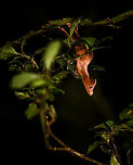 Satanic Leaf-tailed gecko - side view, Ranomafana, Madagascar Here comes a jewel. Madagascar is well known for lemurs, chameleons, and baobabs. <br />
<br />
Lesser known by the general public may be the incredible Uroplatus genus of geckos. This genus consists of 14 insane geckos that are true masters of disguise. I have no particular favorite to pick but this Satanic leaf-tailed gecko ranks highly and I had it at the very top of my wishlist of things to see in Ranomafana.<br />
<br />
Thanks to our excellent spotter, we found two in a row. The Satanic leaf-tailed gecko is the smallest of Uroplatus geckos. Its entire body is shaped, curled and textured like a dry leaf. By day it will position itself in a low tree amidst real dry leafs, making it impossible to detect, unless you're lucky or an expert.<br />
<br />
At night it becomes active and rapidly navigates trees for small prey. If it senses danger, it can flatten itself against the trunk into such extend that there's no shadow, no profile for the predator to go by. When danger is more direct, it opens its mouth widely to reveal a large bright red area. Or, it sheds it tail as a distraction.<br />
<br />
It's also called the Fantastic Leaf-tailed Gecko, after the latin word "phantasticus", meaning "imaginary". A word used by the zoologist to first describe this species. It has such a unique appearance that it baffles the mind, as if it is only imagined.<br />
<br />
I'll be generous in sharing lots of shots, these combine the photos of two individuals found shortly after each other. <br />
https://www.jungledragon.com/image/84014/satanic_leaf-tailed_gecko_-_tail_ranomafana_madagascar.html<br />
https://www.jungledragon.com/image/84016/satanic_leaf-tailed_gecko_-_head_ranomafana_madagascar.html<br />
https://www.jungledragon.com/image/84017/satanic_leaf-tailed_gecko_-_body_rotated_ranomafana_madagascar.html<br />
https://www.jungledragon.com/image/84018/satanic_leaf-tailed_gecko_-_full_scene_ranomafana_madagascar.html<br />
https://www.jungledragon.com/image/84019/satanic_leaf-tailed_gecko_-_body_closeup_ranomafana_madagascar.html<br />
https://www.jungledragon.com/image/84020/satanic_leaf-tailed_gecko_-_body_curled_ranomafana_madagascar.html<br />
https://www.jungledragon.com/image/84021/satanic_leaf-tailed_gecko_-_body_ranomafana_madagascar.html Africa,Madagascar,Madagascar 2019,Ranomafana National Park,Satanic Leaf Tailed Gecko,Uroplatus phantasticus,World
