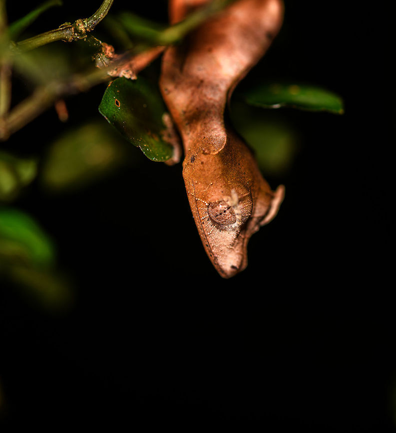 Satanic Leaf-tailed gecko - head, Ranomafana, Madagascar Here comes a jewel. Madagascar is well known for lemurs, chameleons, and baobabs. <br />
<br />
Lesser known by the general public may be the incredible Uroplatus genus of geckos. This genus consists of 14 insane geckos that are true masters of disguise. I have no particular favorite to pick but this Satanic leaf-tailed gecko ranks highly and I had it at the very top of my wishlist of things to see in Ranomafana.<br />
<br />
Thanks to our excellent spotter, we found two in a row. The Satanic leaf-tailed gecko is the smallest of Uroplatus geckos. Its entire body is shaped, curled and textured like a dry leaf. By day it will position itself in a low tree amidst real dry leafs, making it impossible to detect, unless you&#039;re lucky or an expert.<br />
<br />
At night it becomes active and rapidly navigates trees for small prey. If it senses danger, it can flatten itself against the trunk into such extend that there&#039;s no shadow, no profile for the predator to go by. When danger is more direct, it opens its mouth widely to reveal a large bright red area. Or, it sheds it tail as a distraction.<br />
<br />
It&#039;s also called the Fantastic Leaf-tailed Gecko, after the latin word &quot;phantasticus&quot;, meaning &quot;imaginary&quot;. A word used by the zoologist to first describe this species. It has such a unique appearance that it baffles the mind, as if it is only imagined.<br />
<br />
I&#039;ll be generous in sharing lots of shots, these combine the photos of two individuals found shortly after each other. <br />
<figure class="photo"><a href="https://www.jungledragon.com/image/84014/satanic_leaf-tailed_gecko_-_tail_ranomafana_madagascar.html" title="Satanic Leaf-tailed gecko - tail, Ranomafana, Madagascar"><img src="https://s3.amazonaws.com/media.jungledragon.com/images/2/84014_thumb.jpg?AWSAccessKeyId=05GMT0V3GWVNE7GGM1R2&Expires=1767225610&Signature=XyyoJKcGppAhqHKM4hFVoIxxIW4%3D" width="136" height="152" alt="Satanic Leaf-tailed gecko - tail, Ranomafana, Madagascar Here comes a jewel. Madagascar is well known for lemurs, chameleons, and baobabs. <br />
<br />
Lesser known by the general public may be the incredible Uroplatus genus of geckos. This genus consists of 14 insane geckos that are true masters of disguise. I have no particular favorite to pick but this Satanic leaf-tailed gecko ranks highly and I had it at the very top of my wishlist of things to see in Ranomafana.<br />
<br />
Thanks to our excellent spotter, we found two in a row. The Satanic leaf-tailed gecko is the smallest of Uroplatus geckos. Its entire body is shaped, curled and textured like a dry leaf. By day it will position itself in a low tree amidst real dry leafs, making it impossible to detect, unless you&#039;re lucky or an expert.<br />
<br />
At night it becomes active and rapidly navigates trees for small prey. If it senses danger, it can flatten itself against the trunk into such extend that there&#039;s no shadow, no profile for the predator to go by. When danger is more direct, it opens its mouth widely to reveal a large bright red area. Or, it sheds it tail as a distraction.<br />
<br />
It&#039;s also called the Fantastic Leaf-tailed Gecko, after the latin word &quot;phantasticus&quot;, meaning &quot;imaginary&quot;. A word used by the zoologist to first describe this species. It has such a unique appearance that it baffles the mind, as if it is only imagined.<br />
<br />
I&#039;ll be generous in sharing lots of shots, these combine the photos of two individuals found shortly after each other. <br />
https://www.jungledragon.com/image/84015/satanic_leaf-tailed_gecko_-_side_view_ranomafana_madagascar.html<br />
https://www.jungledragon.com/image/84016/satanic_leaf-tailed_gecko_-_head_ranomafana_madagascar.html<br />
https://www.jungledragon.com/image/84017/satanic_leaf-tailed_gecko_-_body_rotated_ranomafana_madagascar.html<br />
https://www.jungledragon.com/image/84018/satanic_leaf-tailed_gecko_-_full_scene_ranomafana_madagascar.html<br />
https://www.jungledragon.com/image/84019/satanic_leaf-tailed_gecko_-_body_closeup_ranomafana_madagascar.html<br />
https://www.jungledragon.com/image/84020/satanic_leaf-tailed_gecko_-_body_curled_ranomafana_madagascar.html<br />
https://www.jungledragon.com/image/84021/satanic_leaf-tailed_gecko_-_body_ranomafana_madagascar.html Africa,Madagascar,Madagascar 2019,Ranomafana National Park,Satanic Leaf Tailed Gecko,Uroplatus phantasticus,World" /></a></figure><br />
<figure class="photo"><a href="https://www.jungledragon.com/image/84015/satanic_leaf-tailed_gecko_-_side_view_ranomafana_madagascar.html" title="Satanic Leaf-tailed gecko - side view, Ranomafana, Madagascar"><img src="https://s3.amazonaws.com/media.jungledragon.com/images/2/84015_thumb.jpg?AWSAccessKeyId=05GMT0V3GWVNE7GGM1R2&Expires=1767225610&Signature=L99ZIfxYPQO5cYf%2F4%2FGLrIVS%2FHo%3D" width="124" height="152" alt="Satanic Leaf-tailed gecko - side view, Ranomafana, Madagascar Here comes a jewel. Madagascar is well known for lemurs, chameleons, and baobabs. <br />
<br />
Lesser known by the general public may be the incredible Uroplatus genus of geckos. This genus consists of 14 insane geckos that are true masters of disguise. I have no particular favorite to pick but this Satanic leaf-tailed gecko ranks highly and I had it at the very top of my wishlist of things to see in Ranomafana.<br />
<br />
Thanks to our excellent spotter, we found two in a row. The Satanic leaf-tailed gecko is the smallest of Uroplatus geckos. Its entire body is shaped, curled and textured like a dry leaf. By day it will position itself in a low tree amidst real dry leafs, making it impossible to detect, unless you&#039;re lucky or an expert.<br />
<br />
At night it becomes active and rapidly navigates trees for small prey. If it senses danger, it can flatten itself against the trunk into such extend that there&#039;s no shadow, no profile for the predator to go by. When danger is more direct, it opens its mouth widely to reveal a large bright red area. Or, it sheds it tail as a distraction.<br />
<br />
It&#039;s also called the Fantastic Leaf-tailed Gecko, after the latin word &quot;phantasticus&quot;, meaning &quot;imaginary&quot;. A word used by the zoologist to first describe this species. It has such a unique appearance that it baffles the mind, as if it is only imagined.<br />
<br />
I&#039;ll be generous in sharing lots of shots, these combine the photos of two individuals found shortly after each other. <br />
https://www.jungledragon.com/image/84014/satanic_leaf-tailed_gecko_-_tail_ranomafana_madagascar.html<br />
https://www.jungledragon.com/image/84016/satanic_leaf-tailed_gecko_-_head_ranomafana_madagascar.html<br />
https://www.jungledragon.com/image/84017/satanic_leaf-tailed_gecko_-_body_rotated_ranomafana_madagascar.html<br />
https://www.jungledragon.com/image/84018/satanic_leaf-tailed_gecko_-_full_scene_ranomafana_madagascar.html<br />
https://www.jungledragon.com/image/84019/satanic_leaf-tailed_gecko_-_body_closeup_ranomafana_madagascar.html<br />
https://www.jungledragon.com/image/84020/satanic_leaf-tailed_gecko_-_body_curled_ranomafana_madagascar.html<br />
https://www.jungledragon.com/image/84021/satanic_leaf-tailed_gecko_-_body_ranomafana_madagascar.html Africa,Madagascar,Madagascar 2019,Ranomafana National Park,Satanic Leaf Tailed Gecko,Uroplatus phantasticus,World" /></a></figure><br />
<figure class="photo"><a href="https://www.jungledragon.com/image/84017/satanic_leaf-tailed_gecko_-_body_rotated_ranomafana_madagascar.html" title="Satanic Leaf-tailed gecko - body rotated, Ranomafana, Madagascar"><img src="https://s3.amazonaws.com/media.jungledragon.com/images/2/84017_thumb.jpg?AWSAccessKeyId=05GMT0V3GWVNE7GGM1R2&Expires=1767225610&Signature=AL9n3G6xwgl6labZx4WqOsgiLUs%3D" width="200" height="178" alt="Satanic Leaf-tailed gecko - body rotated, Ranomafana, Madagascar Here comes a jewel. Madagascar is well known for lemurs, chameleons, and baobabs. <br />
<br />
Lesser known by the general public may be the incredible Uroplatus genus of geckos. This genus consists of 14 insane geckos that are true masters of disguise. I have no particular favorite to pick but this Satanic leaf-tailed gecko ranks highly and I had it at the very top of my wishlist of things to see in Ranomafana.<br />
<br />
Thanks to our excellent spotter, we found two in a row. The Satanic leaf-tailed gecko is the smallest of Uroplatus geckos. Its entire body is shaped, curled and textured like a dry leaf. By day it will position itself in a low tree amidst real dry leafs, making it impossible to detect, unless you&#039;re lucky or an expert.<br />
<br />
At night it becomes active and rapidly navigates trees for small prey. If it senses danger, it can flatten itself against the trunk into such extend that there&#039;s no shadow, no profile for the predator to go by. When danger is more direct, it opens its mouth widely to reveal a large bright red area. Or, it sheds it tail as a distraction.<br />
<br />
It&#039;s also called the Fantastic Leaf-tailed Gecko, after the latin word &quot;phantasticus&quot;, meaning &quot;imaginary&quot;. A word used by the zoologist to first describe this species. It has such a unique appearance that it baffles the mind, as if it is only imagined.<br />
<br />
I&#039;ll be generous in sharing lots of shots, these combine the photos of two individuals found shortly after each other. <br />
https://www.jungledragon.com/image/84014/satanic_leaf-tailed_gecko_-_tail_ranomafana_madagascar.html<br />
https://www.jungledragon.com/image/84015/satanic_leaf-tailed_gecko_-_side_view_ranomafana_madagascar.html<br />
https://www.jungledragon.com/image/84016/satanic_leaf-tailed_gecko_-_head_ranomafana_madagascar.html<br />
https://www.jungledragon.com/image/84018/satanic_leaf-tailed_gecko_-_full_scene_ranomafana_madagascar.html<br />
https://www.jungledragon.com/image/84019/satanic_leaf-tailed_gecko_-_body_closeup_ranomafana_madagascar.html<br />
https://www.jungledragon.com/image/84020/satanic_leaf-tailed_gecko_-_body_curled_ranomafana_madagascar.html<br />
https://www.jungledragon.com/image/84021/satanic_leaf-tailed_gecko_-_body_ranomafana_madagascar.html Africa,Madagascar,Madagascar 2019,Ranomafana National Park,Satanic Leaf Tailed Gecko,Uroplatus phantasticus,World" /></a></figure><br />
<figure class="photo"><a href="https://www.jungledragon.com/image/84018/satanic_leaf-tailed_gecko_-_full_scene_ranomafana_madagascar.html" title="Satanic Leaf-tailed gecko - full scene, Ranomafana, Madagascar"><img src="https://s3.amazonaws.com/media.jungledragon.com/images/2/84018_thumb.jpg?AWSAccessKeyId=05GMT0V3GWVNE7GGM1R2&Expires=1767225610&Signature=0hJuZtL0vLtwZqDe%2FpFUg8AIN%2Fg%3D" width="200" height="134" alt="Satanic Leaf-tailed gecko - full scene, Ranomafana, Madagascar Here comes a jewel. Madagascar is well known for lemurs, chameleons, and baobabs. <br />
<br />
Lesser known by the general public may be the incredible Uroplatus genus of geckos. This genus consists of 14 insane geckos that are true masters of disguise. I have no particular favorite to pick but this Satanic leaf-tailed gecko ranks highly and I had it at the very top of my wishlist of things to see in Ranomafana.<br />
<br />
Thanks to our excellent spotter, we found two in a row. The Satanic leaf-tailed gecko is the smallest of Uroplatus geckos. Its entire body is shaped, curled and textured like a dry leaf. By day it will position itself in a low tree amidst real dry leafs, making it impossible to detect, unless you&#039;re lucky or an expert.<br />
<br />
At night it becomes active and rapidly navigates trees for small prey. If it senses danger, it can flatten itself against the trunk into such extend that there&#039;s no shadow, no profile for the predator to go by. When danger is more direct, it opens its mouth widely to reveal a large bright red area. Or, it sheds it tail as a distraction.<br />
<br />
It&#039;s also called the Fantastic Leaf-tailed Gecko, after the latin word &quot;phantasticus&quot;, meaning &quot;imaginary&quot;. A word used by the zoologist to first describe this species. It has such a unique appearance that it baffles the mind, as if it is only imagined.<br />
<br />
I&#039;ll be generous in sharing lots of shots, these combine the photos of two individuals found shortly after each other. <br />
https://www.jungledragon.com/image/84014/satanic_leaf-tailed_gecko_-_tail_ranomafana_madagascar.html<br />
https://www.jungledragon.com/image/84015/satanic_leaf-tailed_gecko_-_side_view_ranomafana_madagascar.html<br />
https://www.jungledragon.com/image/84016/satanic_leaf-tailed_gecko_-_head_ranomafana_madagascar.html<br />
https://www.jungledragon.com/image/84017/satanic_leaf-tailed_gecko_-_body_rotated_ranomafana_madagascar.html<br />
https://www.jungledragon.com/image/84019/satanic_leaf-tailed_gecko_-_body_closeup_ranomafana_madagascar.html<br />
https://www.jungledragon.com/image/84020/satanic_leaf-tailed_gecko_-_body_curled_ranomafana_madagascar.html<br />
https://www.jungledragon.com/image/84021/satanic_leaf-tailed_gecko_-_body_ranomafana_madagascar.html Africa,Madagascar,Madagascar 2019,Ranomafana National Park,Satanic Leaf Tailed Gecko,Uroplatus phantasticus,World" /></a></figure><br />
<figure class="photo"><a href="https://www.jungledragon.com/image/84019/satanic_leaf-tailed_gecko_-_body_closeup_ranomafana_madagascar.html" title="Satanic Leaf-tailed gecko - body closeup, Ranomafana, Madagascar"><img src="https://s3.amazonaws.com/media.jungledragon.com/images/2/84019_thumb.jpg?AWSAccessKeyId=05GMT0V3GWVNE7GGM1R2&Expires=1767225610&Signature=84rY%2FfUz6HmJ%2FB3J8Btg5H0%2BXYo%3D" width="120" height="152" alt="Satanic Leaf-tailed gecko - body closeup, Ranomafana, Madagascar Here comes a jewel. Madagascar is well known for lemurs, chameleons, and baobabs. <br />
<br />
Lesser known by the general public may be the incredible Uroplatus genus of geckos. This genus consists of 14 insane geckos that are true masters of disguise. I have no particular favorite to pick but this Satanic leaf-tailed gecko ranks highly and I had it at the very top of my wishlist of things to see in Ranomafana.<br />
<br />
Thanks to our excellent spotter, we found two in a row. The Satanic leaf-tailed gecko is the smallest of Uroplatus geckos. Its entire body is shaped, curled and textured like a dry leaf. By day it will position itself in a low tree amidst real dry leafs, making it impossible to detect, unless you&#039;re lucky or an expert.<br />
<br />
At night it becomes active and rapidly navigates trees for small prey. If it senses danger, it can flatten itself against the trunk into such extend that there&#039;s no shadow, no profile for the predator to go by. When danger is more direct, it opens its mouth widely to reveal a large bright red area. Or, it sheds it tail as a distraction.<br />
<br />
It&#039;s also called the Fantastic Leaf-tailed Gecko, after the latin word &quot;phantasticus&quot;, meaning &quot;imaginary&quot;. A word used by the zoologist to first describe this species. It has such a unique appearance that it baffles the mind, as if it is only imagined.<br />
<br />
I&#039;ll be generous in sharing lots of shots, these combine the photos of two individuals found shortly after each other. <br />
https://www.jungledragon.com/image/84014/satanic_leaf-tailed_gecko_-_tail_ranomafana_madagascar.html<br />
https://www.jungledragon.com/image/84015/satanic_leaf-tailed_gecko_-_side_view_ranomafana_madagascar.html<br />
https://www.jungledragon.com/image/84016/satanic_leaf-tailed_gecko_-_head_ranomafana_madagascar.html<br />
https://www.jungledragon.com/image/84017/satanic_leaf-tailed_gecko_-_body_rotated_ranomafana_madagascar.html<br />
https://www.jungledragon.com/image/84018/satanic_leaf-tailed_gecko_-_full_scene_ranomafana_madagascar.html<br />
https://www.jungledragon.com/image/84020/satanic_leaf-tailed_gecko_-_body_curled_ranomafana_madagascar.html<br />
https://www.jungledragon.com/image/84021/satanic_leaf-tailed_gecko_-_body_ranomafana_madagascar.html Africa,Madagascar,Madagascar 2019,Ranomafana National Park,Satanic Leaf Tailed Gecko,Uroplatus phantasticus,World" /></a></figure><br />
<figure class="photo"><a href="https://www.jungledragon.com/image/84020/satanic_leaf-tailed_gecko_-_body_curled_ranomafana_madagascar.html" title="Satanic Leaf-tailed gecko - body curled, Ranomafana, Madagascar"><img src="https://s3.amazonaws.com/media.jungledragon.com/images/2/84020_thumb.jpg?AWSAccessKeyId=05GMT0V3GWVNE7GGM1R2&Expires=1767225610&Signature=ak0EGxVDZVrErERZZNanQQlSHbo%3D" width="200" height="166" alt="Satanic Leaf-tailed gecko - body curled, Ranomafana, Madagascar Here comes a jewel. Madagascar is well known for lemurs, chameleons, and baobabs. <br />
<br />
Lesser known by the general public may be the incredible Uroplatus genus of geckos. This genus consists of 14 insane geckos that are true masters of disguise. I have no particular favorite to pick but this Satanic leaf-tailed gecko ranks highly and I had it at the very top of my wishlist of things to see in Ranomafana.<br />
<br />
Thanks to our excellent spotter, we found two in a row. The Satanic leaf-tailed gecko is the smallest of Uroplatus geckos. Its entire body is shaped, curled and textured like a dry leaf. By day it will position itself in a low tree amidst real dry leafs, making it impossible to detect, unless you&#039;re lucky or an expert.<br />
<br />
At night it becomes active and rapidly navigates trees for small prey. If it senses danger, it can flatten itself against the trunk into such extend that there&#039;s no shadow, no profile for the predator to go by. When danger is more direct, it opens its mouth widely to reveal a large bright red area. Or, it sheds it tail as a distraction.<br />
<br />
It&#039;s also called the Fantastic Leaf-tailed Gecko, after the latin word &quot;phantasticus&quot;, meaning &quot;imaginary&quot;. A word used by the zoologist to first describe this species. It has such a unique appearance that it baffles the mind, as if it is only imagined.<br />
<br />
I&#039;ll be generous in sharing lots of shots, these combine the photos of two individuals found shortly after each other. <br />
https://www.jungledragon.com/image/84014/satanic_leaf-tailed_gecko_-_tail_ranomafana_madagascar.html<br />
https://www.jungledragon.com/image/84015/satanic_leaf-tailed_gecko_-_side_view_ranomafana_madagascar.html<br />
https://www.jungledragon.com/image/84016/satanic_leaf-tailed_gecko_-_head_ranomafana_madagascar.html<br />
https://www.jungledragon.com/image/84017/satanic_leaf-tailed_gecko_-_body_rotated_ranomafana_madagascar.html<br />
https://www.jungledragon.com/image/84018/satanic_leaf-tailed_gecko_-_full_scene_ranomafana_madagascar.html<br />
https://www.jungledragon.com/image/84019/satanic_leaf-tailed_gecko_-_body_closeup_ranomafana_madagascar.html<br />
https://www.jungledragon.com/image/84021/satanic_leaf-tailed_gecko_-_body_ranomafana_madagascar.html Africa,Madagascar,Madagascar 2019,Ranomafana National Park,Satanic Leaf Tailed Gecko,Uroplatus phantasticus,World" /></a></figure><br />
<figure class="photo"><a href="https://www.jungledragon.com/image/84021/satanic_leaf-tailed_gecko_-_body_ranomafana_madagascar.html" title="Satanic Leaf-tailed gecko - body, Ranomafana, Madagascar"><img src="https://s3.amazonaws.com/media.jungledragon.com/images/2/84021_thumb.jpg?AWSAccessKeyId=05GMT0V3GWVNE7GGM1R2&Expires=1767225610&Signature=LtczfhriC4Ce8KFxUaWW18illPQ%3D" width="200" height="134" alt="Satanic Leaf-tailed gecko - body, Ranomafana, Madagascar Here comes a jewel. Madagascar is well known for lemurs, chameleons, and baobabs. <br />
<br />
Lesser known by the general public may be the incredible Uroplatus genus of geckos. This genus consists of 14 insane geckos that are true masters of disguise. I have no particular favorite to pick but this Satanic leaf-tailed gecko ranks highly and I had it at the very top of my wishlist of things to see in Ranomafana.<br />
<br />
Thanks to our excellent spotter, we found two in a row. The Satanic leaf-tailed gecko is the smallest of Uroplatus geckos. Its entire body is shaped, curled and textured like a dry leaf. By day it will position itself in a low tree amidst real dry leafs, making it impossible to detect, unless you&#039;re lucky or an expert.<br />
<br />
At night it becomes active and rapidly navigates trees for small prey. If it senses danger, it can flatten itself against the trunk into such extend that there&#039;s no shadow, no profile for the predator to go by. When danger is more direct, it opens its mouth widely to reveal a large bright red area. Or, it sheds it tail as a distraction.<br />
<br />
It&#039;s also called the Fantastic Leaf-tailed Gecko, after the latin word &quot;phantasticus&quot;, meaning &quot;imaginary&quot;. A word used by the zoologist to first describe this species. It has such a unique appearance that it baffles the mind, as if it is only imagined.<br />
<br />
I&#039;ll be generous in sharing lots of shots, these combine the photos of two individuals found shortly after each other. <br />
https://www.jungledragon.com/image/84014/satanic_leaf-tailed_gecko_-_tail_ranomafana_madagascar.html<br />
https://www.jungledragon.com/image/84015/satanic_leaf-tailed_gecko_-_side_view_ranomafana_madagascar.html<br />
https://www.jungledragon.com/image/84016/satanic_leaf-tailed_gecko_-_head_ranomafana_madagascar.html<br />
https://www.jungledragon.com/image/84017/satanic_leaf-tailed_gecko_-_body_rotated_ranomafana_madagascar.html<br />
https://www.jungledragon.com/image/84018/satanic_leaf-tailed_gecko_-_full_scene_ranomafana_madagascar.html<br />
https://www.jungledragon.com/image/84019/satanic_leaf-tailed_gecko_-_body_closeup_ranomafana_madagascar.html<br />
https://www.jungledragon.com/image/84020/satanic_leaf-tailed_gecko_-_body_curled_ranomafana_madagascar.html Africa,Madagascar,Madagascar 2019,Ranomafana National Park,Satanic Leaf Tailed Gecko,Uroplatus phantasticus,World" /></a></figure> Africa,Madagascar,Madagascar 2019,Ranomafana National Park,Satanic Leaf Tailed Gecko,Uroplatus phantasticus,World