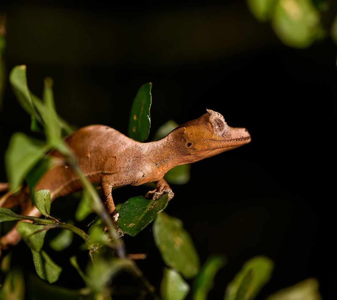 Satanic Leaf-tailed gecko - body rotated, Ranomafana, Madagascar Here comes a jewel. Madagascar is well known for lemurs, chameleons, and baobabs. <br />
<br />
Lesser known by the general public may be the incredible Uroplatus genus of geckos. This genus consists of 14 insane geckos that are true masters of disguise. I have no particular favorite to pick but this Satanic leaf-tailed gecko ranks highly and I had it at the very top of my wishlist of things to see in Ranomafana.<br />
<br />
Thanks to our excellent spotter, we found two in a row. The Satanic leaf-tailed gecko is the smallest of Uroplatus geckos. Its entire body is shaped, curled and textured like a dry leaf. By day it will position itself in a low tree amidst real dry leafs, making it impossible to detect, unless you&#039;re lucky or an expert.<br />
<br />
At night it becomes active and rapidly navigates trees for small prey. If it senses danger, it can flatten itself against the trunk into such extend that there&#039;s no shadow, no profile for the predator to go by. When danger is more direct, it opens its mouth widely to reveal a large bright red area. Or, it sheds it tail as a distraction.<br />
<br />
It&#039;s also called the Fantastic Leaf-tailed Gecko, after the latin word &quot;phantasticus&quot;, meaning &quot;imaginary&quot;. A word used by the zoologist to first describe this species. It has such a unique appearance that it baffles the mind, as if it is only imagined.<br />
<br />
I&#039;ll be generous in sharing lots of shots, these combine the photos of two individuals found shortly after each other. <br />
<figure class="photo"><a href="https://www.jungledragon.com/image/84014/satanic_leaf-tailed_gecko_-_tail_ranomafana_madagascar.html" title="Satanic Leaf-tailed gecko - tail, Ranomafana, Madagascar"><img src="https://s3.amazonaws.com/media.jungledragon.com/images/2/84014_thumb.jpg?AWSAccessKeyId=05GMT0V3GWVNE7GGM1R2&Expires=1759968010&Signature=mHCsIsJqZ0ZbSJBQcoFZHw%2F3jKA%3D" width="136" height="152" alt="Satanic Leaf-tailed gecko - tail, Ranomafana, Madagascar Here comes a jewel. Madagascar is well known for lemurs, chameleons, and baobabs. <br />
<br />
Lesser known by the general public may be the incredible Uroplatus genus of geckos. This genus consists of 14 insane geckos that are true masters of disguise. I have no particular favorite to pick but this Satanic leaf-tailed gecko ranks highly and I had it at the very top of my wishlist of things to see in Ranomafana.<br />
<br />
Thanks to our excellent spotter, we found two in a row. The Satanic leaf-tailed gecko is the smallest of Uroplatus geckos. Its entire body is shaped, curled and textured like a dry leaf. By day it will position itself in a low tree amidst real dry leafs, making it impossible to detect, unless you&#039;re lucky or an expert.<br />
<br />
At night it becomes active and rapidly navigates trees for small prey. If it senses danger, it can flatten itself against the trunk into such extend that there&#039;s no shadow, no profile for the predator to go by. When danger is more direct, it opens its mouth widely to reveal a large bright red area. Or, it sheds it tail as a distraction.<br />
<br />
It&#039;s also called the Fantastic Leaf-tailed Gecko, after the latin word &quot;phantasticus&quot;, meaning &quot;imaginary&quot;. A word used by the zoologist to first describe this species. It has such a unique appearance that it baffles the mind, as if it is only imagined.<br />
<br />
I&#039;ll be generous in sharing lots of shots, these combine the photos of two individuals found shortly after each other. <br />
https://www.jungledragon.com/image/84015/satanic_leaf-tailed_gecko_-_side_view_ranomafana_madagascar.html<br />
https://www.jungledragon.com/image/84016/satanic_leaf-tailed_gecko_-_head_ranomafana_madagascar.html<br />
https://www.jungledragon.com/image/84017/satanic_leaf-tailed_gecko_-_body_rotated_ranomafana_madagascar.html<br />
https://www.jungledragon.com/image/84018/satanic_leaf-tailed_gecko_-_full_scene_ranomafana_madagascar.html<br />
https://www.jungledragon.com/image/84019/satanic_leaf-tailed_gecko_-_body_closeup_ranomafana_madagascar.html<br />
https://www.jungledragon.com/image/84020/satanic_leaf-tailed_gecko_-_body_curled_ranomafana_madagascar.html<br />
https://www.jungledragon.com/image/84021/satanic_leaf-tailed_gecko_-_body_ranomafana_madagascar.html Africa,Madagascar,Madagascar 2019,Ranomafana National Park,Satanic Leaf Tailed Gecko,Uroplatus phantasticus,World" /></a></figure><br />
<figure class="photo"><a href="https://www.jungledragon.com/image/84015/satanic_leaf-tailed_gecko_-_side_view_ranomafana_madagascar.html" title="Satanic Leaf-tailed gecko - side view, Ranomafana, Madagascar"><img src="https://s3.amazonaws.com/media.jungledragon.com/images/2/84015_thumb.jpg?AWSAccessKeyId=05GMT0V3GWVNE7GGM1R2&Expires=1759968010&Signature=H%2B0qnBZv4%2B5xTy0dKPFCE6BeEYA%3D" width="124" height="152" alt="Satanic Leaf-tailed gecko - side view, Ranomafana, Madagascar Here comes a jewel. Madagascar is well known for lemurs, chameleons, and baobabs. <br />
<br />
Lesser known by the general public may be the incredible Uroplatus genus of geckos. This genus consists of 14 insane geckos that are true masters of disguise. I have no particular favorite to pick but this Satanic leaf-tailed gecko ranks highly and I had it at the very top of my wishlist of things to see in Ranomafana.<br />
<br />
Thanks to our excellent spotter, we found two in a row. The Satanic leaf-tailed gecko is the smallest of Uroplatus geckos. Its entire body is shaped, curled and textured like a dry leaf. By day it will position itself in a low tree amidst real dry leafs, making it impossible to detect, unless you&#039;re lucky or an expert.<br />
<br />
At night it becomes active and rapidly navigates trees for small prey. If it senses danger, it can flatten itself against the trunk into such extend that there&#039;s no shadow, no profile for the predator to go by. When danger is more direct, it opens its mouth widely to reveal a large bright red area. Or, it sheds it tail as a distraction.<br />
<br />
It&#039;s also called the Fantastic Leaf-tailed Gecko, after the latin word &quot;phantasticus&quot;, meaning &quot;imaginary&quot;. A word used by the zoologist to first describe this species. It has such a unique appearance that it baffles the mind, as if it is only imagined.<br />
<br />
I&#039;ll be generous in sharing lots of shots, these combine the photos of two individuals found shortly after each other. <br />
https://www.jungledragon.com/image/84014/satanic_leaf-tailed_gecko_-_tail_ranomafana_madagascar.html<br />
https://www.jungledragon.com/image/84016/satanic_leaf-tailed_gecko_-_head_ranomafana_madagascar.html<br />
https://www.jungledragon.com/image/84017/satanic_leaf-tailed_gecko_-_body_rotated_ranomafana_madagascar.html<br />
https://www.jungledragon.com/image/84018/satanic_leaf-tailed_gecko_-_full_scene_ranomafana_madagascar.html<br />
https://www.jungledragon.com/image/84019/satanic_leaf-tailed_gecko_-_body_closeup_ranomafana_madagascar.html<br />
https://www.jungledragon.com/image/84020/satanic_leaf-tailed_gecko_-_body_curled_ranomafana_madagascar.html<br />
https://www.jungledragon.com/image/84021/satanic_leaf-tailed_gecko_-_body_ranomafana_madagascar.html Africa,Madagascar,Madagascar 2019,Ranomafana National Park,Satanic Leaf Tailed Gecko,Uroplatus phantasticus,World" /></a></figure><br />
<figure class="photo"><a href="https://www.jungledragon.com/image/84016/satanic_leaf-tailed_gecko_-_head_ranomafana_madagascar.html" title="Satanic Leaf-tailed gecko - head, Ranomafana, Madagascar"><img src="https://s3.amazonaws.com/media.jungledragon.com/images/2/84016_thumb.jpg?AWSAccessKeyId=05GMT0V3GWVNE7GGM1R2&Expires=1759968010&Signature=GAcJ4jZcV%2BsnygF2ABeboW7siu0%3D" width="140" height="152" alt="Satanic Leaf-tailed gecko - head, Ranomafana, Madagascar Here comes a jewel. Madagascar is well known for lemurs, chameleons, and baobabs. <br />
<br />
Lesser known by the general public may be the incredible Uroplatus genus of geckos. This genus consists of 14 insane geckos that are true masters of disguise. I have no particular favorite to pick but this Satanic leaf-tailed gecko ranks highly and I had it at the very top of my wishlist of things to see in Ranomafana.<br />
<br />
Thanks to our excellent spotter, we found two in a row. The Satanic leaf-tailed gecko is the smallest of Uroplatus geckos. Its entire body is shaped, curled and textured like a dry leaf. By day it will position itself in a low tree amidst real dry leafs, making it impossible to detect, unless you&#039;re lucky or an expert.<br />
<br />
At night it becomes active and rapidly navigates trees for small prey. If it senses danger, it can flatten itself against the trunk into such extend that there&#039;s no shadow, no profile for the predator to go by. When danger is more direct, it opens its mouth widely to reveal a large bright red area. Or, it sheds it tail as a distraction.<br />
<br />
It&#039;s also called the Fantastic Leaf-tailed Gecko, after the latin word &quot;phantasticus&quot;, meaning &quot;imaginary&quot;. A word used by the zoologist to first describe this species. It has such a unique appearance that it baffles the mind, as if it is only imagined.<br />
<br />
I&#039;ll be generous in sharing lots of shots, these combine the photos of two individuals found shortly after each other. <br />
https://www.jungledragon.com/image/84014/satanic_leaf-tailed_gecko_-_tail_ranomafana_madagascar.html<br />
https://www.jungledragon.com/image/84015/satanic_leaf-tailed_gecko_-_side_view_ranomafana_madagascar.html<br />
https://www.jungledragon.com/image/84017/satanic_leaf-tailed_gecko_-_body_rotated_ranomafana_madagascar.html<br />
https://www.jungledragon.com/image/84018/satanic_leaf-tailed_gecko_-_full_scene_ranomafana_madagascar.html<br />
https://www.jungledragon.com/image/84019/satanic_leaf-tailed_gecko_-_body_closeup_ranomafana_madagascar.html<br />
https://www.jungledragon.com/image/84020/satanic_leaf-tailed_gecko_-_body_curled_ranomafana_madagascar.html<br />
https://www.jungledragon.com/image/84021/satanic_leaf-tailed_gecko_-_body_ranomafana_madagascar.html Africa,Madagascar,Madagascar 2019,Ranomafana National Park,Satanic Leaf Tailed Gecko,Uroplatus phantasticus,World" /></a></figure><br />
<figure class="photo"><a href="https://www.jungledragon.com/image/84018/satanic_leaf-tailed_gecko_-_full_scene_ranomafana_madagascar.html" title="Satanic Leaf-tailed gecko - full scene, Ranomafana, Madagascar"><img src="https://s3.amazonaws.com/media.jungledragon.com/images/2/84018_thumb.jpg?AWSAccessKeyId=05GMT0V3GWVNE7GGM1R2&Expires=1759968010&Signature=pZh3pYhzDILxBaTD3%2BesD%2FZ71oQ%3D" width="200" height="134" alt="Satanic Leaf-tailed gecko - full scene, Ranomafana, Madagascar Here comes a jewel. Madagascar is well known for lemurs, chameleons, and baobabs. <br />
<br />
Lesser known by the general public may be the incredible Uroplatus genus of geckos. This genus consists of 14 insane geckos that are true masters of disguise. I have no particular favorite to pick but this Satanic leaf-tailed gecko ranks highly and I had it at the very top of my wishlist of things to see in Ranomafana.<br />
<br />
Thanks to our excellent spotter, we found two in a row. The Satanic leaf-tailed gecko is the smallest of Uroplatus geckos. Its entire body is shaped, curled and textured like a dry leaf. By day it will position itself in a low tree amidst real dry leafs, making it impossible to detect, unless you&#039;re lucky or an expert.<br />
<br />
At night it becomes active and rapidly navigates trees for small prey. If it senses danger, it can flatten itself against the trunk into such extend that there&#039;s no shadow, no profile for the predator to go by. When danger is more direct, it opens its mouth widely to reveal a large bright red area. Or, it sheds it tail as a distraction.<br />
<br />
It&#039;s also called the Fantastic Leaf-tailed Gecko, after the latin word &quot;phantasticus&quot;, meaning &quot;imaginary&quot;. A word used by the zoologist to first describe this species. It has such a unique appearance that it baffles the mind, as if it is only imagined.<br />
<br />
I&#039;ll be generous in sharing lots of shots, these combine the photos of two individuals found shortly after each other. <br />
https://www.jungledragon.com/image/84014/satanic_leaf-tailed_gecko_-_tail_ranomafana_madagascar.html<br />
https://www.jungledragon.com/image/84015/satanic_leaf-tailed_gecko_-_side_view_ranomafana_madagascar.html<br />
https://www.jungledragon.com/image/84016/satanic_leaf-tailed_gecko_-_head_ranomafana_madagascar.html<br />
https://www.jungledragon.com/image/84017/satanic_leaf-tailed_gecko_-_body_rotated_ranomafana_madagascar.html<br />
https://www.jungledragon.com/image/84019/satanic_leaf-tailed_gecko_-_body_closeup_ranomafana_madagascar.html<br />
https://www.jungledragon.com/image/84020/satanic_leaf-tailed_gecko_-_body_curled_ranomafana_madagascar.html<br />
https://www.jungledragon.com/image/84021/satanic_leaf-tailed_gecko_-_body_ranomafana_madagascar.html Africa,Madagascar,Madagascar 2019,Ranomafana National Park,Satanic Leaf Tailed Gecko,Uroplatus phantasticus,World" /></a></figure><br />
<figure class="photo"><a href="https://www.jungledragon.com/image/84019/satanic_leaf-tailed_gecko_-_body_closeup_ranomafana_madagascar.html" title="Satanic Leaf-tailed gecko - body closeup, Ranomafana, Madagascar"><img src="https://s3.amazonaws.com/media.jungledragon.com/images/2/84019_thumb.jpg?AWSAccessKeyId=05GMT0V3GWVNE7GGM1R2&Expires=1759968010&Signature=Iwt6%2FyJ1zK88ahaKeNfNMgW%2BbCs%3D" width="120" height="152" alt="Satanic Leaf-tailed gecko - body closeup, Ranomafana, Madagascar Here comes a jewel. Madagascar is well known for lemurs, chameleons, and baobabs. <br />
<br />
Lesser known by the general public may be the incredible Uroplatus genus of geckos. This genus consists of 14 insane geckos that are true masters of disguise. I have no particular favorite to pick but this Satanic leaf-tailed gecko ranks highly and I had it at the very top of my wishlist of things to see in Ranomafana.<br />
<br />
Thanks to our excellent spotter, we found two in a row. The Satanic leaf-tailed gecko is the smallest of Uroplatus geckos. Its entire body is shaped, curled and textured like a dry leaf. By day it will position itself in a low tree amidst real dry leafs, making it impossible to detect, unless you&#039;re lucky or an expert.<br />
<br />
At night it becomes active and rapidly navigates trees for small prey. If it senses danger, it can flatten itself against the trunk into such extend that there&#039;s no shadow, no profile for the predator to go by. When danger is more direct, it opens its mouth widely to reveal a large bright red area. Or, it sheds it tail as a distraction.<br />
<br />
It&#039;s also called the Fantastic Leaf-tailed Gecko, after the latin word &quot;phantasticus&quot;, meaning &quot;imaginary&quot;. A word used by the zoologist to first describe this species. It has such a unique appearance that it baffles the mind, as if it is only imagined.<br />
<br />
I&#039;ll be generous in sharing lots of shots, these combine the photos of two individuals found shortly after each other. <br />
https://www.jungledragon.com/image/84014/satanic_leaf-tailed_gecko_-_tail_ranomafana_madagascar.html<br />
https://www.jungledragon.com/image/84015/satanic_leaf-tailed_gecko_-_side_view_ranomafana_madagascar.html<br />
https://www.jungledragon.com/image/84016/satanic_leaf-tailed_gecko_-_head_ranomafana_madagascar.html<br />
https://www.jungledragon.com/image/84017/satanic_leaf-tailed_gecko_-_body_rotated_ranomafana_madagascar.html<br />
https://www.jungledragon.com/image/84018/satanic_leaf-tailed_gecko_-_full_scene_ranomafana_madagascar.html<br />
https://www.jungledragon.com/image/84020/satanic_leaf-tailed_gecko_-_body_curled_ranomafana_madagascar.html<br />
https://www.jungledragon.com/image/84021/satanic_leaf-tailed_gecko_-_body_ranomafana_madagascar.html Africa,Madagascar,Madagascar 2019,Ranomafana National Park,Satanic Leaf Tailed Gecko,Uroplatus phantasticus,World" /></a></figure><br />
<figure class="photo"><a href="https://www.jungledragon.com/image/84020/satanic_leaf-tailed_gecko_-_body_curled_ranomafana_madagascar.html" title="Satanic Leaf-tailed gecko - body curled, Ranomafana, Madagascar"><img src="https://s3.amazonaws.com/media.jungledragon.com/images/2/84020_thumb.jpg?AWSAccessKeyId=05GMT0V3GWVNE7GGM1R2&Expires=1759968010&Signature=wsDBOOBWqycmgVfgI0KYSKISZRI%3D" width="200" height="166" alt="Satanic Leaf-tailed gecko - body curled, Ranomafana, Madagascar Here comes a jewel. Madagascar is well known for lemurs, chameleons, and baobabs. <br />
<br />
Lesser known by the general public may be the incredible Uroplatus genus of geckos. This genus consists of 14 insane geckos that are true masters of disguise. I have no particular favorite to pick but this Satanic leaf-tailed gecko ranks highly and I had it at the very top of my wishlist of things to see in Ranomafana.<br />
<br />
Thanks to our excellent spotter, we found two in a row. The Satanic leaf-tailed gecko is the smallest of Uroplatus geckos. Its entire body is shaped, curled and textured like a dry leaf. By day it will position itself in a low tree amidst real dry leafs, making it impossible to detect, unless you&#039;re lucky or an expert.<br />
<br />
At night it becomes active and rapidly navigates trees for small prey. If it senses danger, it can flatten itself against the trunk into such extend that there&#039;s no shadow, no profile for the predator to go by. When danger is more direct, it opens its mouth widely to reveal a large bright red area. Or, it sheds it tail as a distraction.<br />
<br />
It&#039;s also called the Fantastic Leaf-tailed Gecko, after the latin word &quot;phantasticus&quot;, meaning &quot;imaginary&quot;. A word used by the zoologist to first describe this species. It has such a unique appearance that it baffles the mind, as if it is only imagined.<br />
<br />
I&#039;ll be generous in sharing lots of shots, these combine the photos of two individuals found shortly after each other. <br />
https://www.jungledragon.com/image/84014/satanic_leaf-tailed_gecko_-_tail_ranomafana_madagascar.html<br />
https://www.jungledragon.com/image/84015/satanic_leaf-tailed_gecko_-_side_view_ranomafana_madagascar.html<br />
https://www.jungledragon.com/image/84016/satanic_leaf-tailed_gecko_-_head_ranomafana_madagascar.html<br />
https://www.jungledragon.com/image/84017/satanic_leaf-tailed_gecko_-_body_rotated_ranomafana_madagascar.html<br />
https://www.jungledragon.com/image/84018/satanic_leaf-tailed_gecko_-_full_scene_ranomafana_madagascar.html<br />
https://www.jungledragon.com/image/84019/satanic_leaf-tailed_gecko_-_body_closeup_ranomafana_madagascar.html<br />
https://www.jungledragon.com/image/84021/satanic_leaf-tailed_gecko_-_body_ranomafana_madagascar.html Africa,Madagascar,Madagascar 2019,Ranomafana National Park,Satanic Leaf Tailed Gecko,Uroplatus phantasticus,World" /></a></figure><br />
<figure class="photo"><a href="https://www.jungledragon.com/image/84021/satanic_leaf-tailed_gecko_-_body_ranomafana_madagascar.html" title="Satanic Leaf-tailed gecko - body, Ranomafana, Madagascar"><img src="https://s3.amazonaws.com/media.jungledragon.com/images/2/84021_thumb.jpg?AWSAccessKeyId=05GMT0V3GWVNE7GGM1R2&Expires=1759968010&Signature=FPccXsNC6bTCbipxrnC6Eq1PeNA%3D" width="200" height="134" alt="Satanic Leaf-tailed gecko - body, Ranomafana, Madagascar Here comes a jewel. Madagascar is well known for lemurs, chameleons, and baobabs. <br />
<br />
Lesser known by the general public may be the incredible Uroplatus genus of geckos. This genus consists of 14 insane geckos that are true masters of disguise. I have no particular favorite to pick but this Satanic leaf-tailed gecko ranks highly and I had it at the very top of my wishlist of things to see in Ranomafana.<br />
<br />
Thanks to our excellent spotter, we found two in a row. The Satanic leaf-tailed gecko is the smallest of Uroplatus geckos. Its entire body is shaped, curled and textured like a dry leaf. By day it will position itself in a low tree amidst real dry leafs, making it impossible to detect, unless you&#039;re lucky or an expert.<br />
<br />
At night it becomes active and rapidly navigates trees for small prey. If it senses danger, it can flatten itself against the trunk into such extend that there&#039;s no shadow, no profile for the predator to go by. When danger is more direct, it opens its mouth widely to reveal a large bright red area. Or, it sheds it tail as a distraction.<br />
<br />
It&#039;s also called the Fantastic Leaf-tailed Gecko, after the latin word &quot;phantasticus&quot;, meaning &quot;imaginary&quot;. A word used by the zoologist to first describe this species. It has such a unique appearance that it baffles the mind, as if it is only imagined.<br />
<br />
I&#039;ll be generous in sharing lots of shots, these combine the photos of two individuals found shortly after each other. <br />
https://www.jungledragon.com/image/84014/satanic_leaf-tailed_gecko_-_tail_ranomafana_madagascar.html<br />
https://www.jungledragon.com/image/84015/satanic_leaf-tailed_gecko_-_side_view_ranomafana_madagascar.html<br />
https://www.jungledragon.com/image/84016/satanic_leaf-tailed_gecko_-_head_ranomafana_madagascar.html<br />
https://www.jungledragon.com/image/84017/satanic_leaf-tailed_gecko_-_body_rotated_ranomafana_madagascar.html<br />
https://www.jungledragon.com/image/84018/satanic_leaf-tailed_gecko_-_full_scene_ranomafana_madagascar.html<br />
https://www.jungledragon.com/image/84019/satanic_leaf-tailed_gecko_-_body_closeup_ranomafana_madagascar.html<br />
https://www.jungledragon.com/image/84020/satanic_leaf-tailed_gecko_-_body_curled_ranomafana_madagascar.html Africa,Madagascar,Madagascar 2019,Ranomafana National Park,Satanic Leaf Tailed Gecko,Uroplatus phantasticus,World" /></a></figure> Africa,Madagascar,Madagascar 2019,Ranomafana National Park,Satanic Leaf Tailed Gecko,Uroplatus phantasticus,World