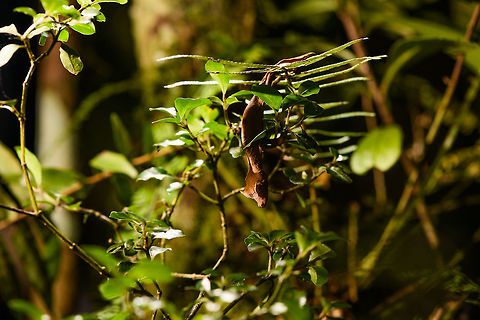 Satanic Leaf-tailed gecko - full scene, Ranomafana, Madagascar Here comes a jewel. Madagascar is well known for lemurs, chameleons, and baobabs. 

Lesser known by the general public may be the incredible Uroplatus genus of geckos. This genus consists of 14 insane geckos that are true masters of disguise. I have no particular favorite to pick but this Satanic leaf-tailed gecko ranks highly and I had it at the very top of my wishlist of things to see in Ranomafana.

Thanks to our excellent spotter, we found two in a row. The Satanic leaf-tailed gecko is the smallest of Uroplatus geckos. Its entire body is shaped, curled and textured like a dry leaf. By day it will position itself in a low tree amidst real dry leafs, making it impossible to detect, unless you're lucky or an expert.

At night it becomes active and rapidly navigates trees for small prey. If it senses danger, it can flatten itself against the trunk into such extend that there's no shadow, no profile for the predator to go by. When danger is more direct, it opens its mouth widely to reveal a large bright red area. Or, it sheds it tail as a distraction.

It's also called the Fantastic Leaf-tailed Gecko, after the latin word "phantasticus", meaning "imaginary". A word used by the zoologist to first describe this species. It has such a unique appearance that it baffles the mind, as if it is only imagined.

I'll be generous in sharing lots of shots, these combine the photos of two individuals found shortly after each other. 
https://www.jungledragon.com/image/84014/satanic_leaf-tailed_gecko_-_tail_ranomafana_madagascar.html
https://www.jungledragon.com/image/84015/satanic_leaf-tailed_gecko_-_side_view_ranomafana_madagascar.html
https://www.jungledragon.com/image/84016/satanic_leaf-tailed_gecko_-_head_ranomafana_madagascar.html
https://www.jungledragon.com/image/84017/satanic_leaf-tailed_gecko_-_body_rotated_ranomafana_madagascar.html
https://www.jungledragon.com/image/84019/satanic_leaf-tailed_gecko_-_body_closeup_ranomafana_madagascar.html
https://www.jungledragon.com/image/84020/satanic_leaf-tailed_gecko_-_body_curled_ranomafana_madagascar.html
https://www.jungledragon.com/image/84021/satanic_leaf-tailed_gecko_-_body_ranomafana_madagascar.html Africa,Madagascar,Madagascar 2019,Ranomafana National Park,Satanic Leaf Tailed Gecko,Uroplatus phantasticus,World