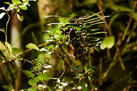 Satanic Leaf-tailed gecko - full scene, Ranomafana, Madagascar Here comes a jewel. Madagascar is well known for lemurs, chameleons, and baobabs. <br />
<br />
Lesser known by the general public may be the incredible Uroplatus genus of geckos. This genus consists of 14 insane geckos that are true masters of disguise. I have no particular favorite to pick but this Satanic leaf-tailed gecko ranks highly and I had it at the very top of my wishlist of things to see in Ranomafana.<br />
<br />
Thanks to our excellent spotter, we found two in a row. The Satanic leaf-tailed gecko is the smallest of Uroplatus geckos. Its entire body is shaped, curled and textured like a dry leaf. By day it will position itself in a low tree amidst real dry leafs, making it impossible to detect, unless you're lucky or an expert.<br />
<br />
At night it becomes active and rapidly navigates trees for small prey. If it senses danger, it can flatten itself against the trunk into such extend that there's no shadow, no profile for the predator to go by. When danger is more direct, it opens its mouth widely to reveal a large bright red area. Or, it sheds it tail as a distraction.<br />
<br />
It's also called the Fantastic Leaf-tailed Gecko, after the latin word "phantasticus", meaning "imaginary". A word used by the zoologist to first describe this species. It has such a unique appearance that it baffles the mind, as if it is only imagined.<br />
<br />
I'll be generous in sharing lots of shots, these combine the photos of two individuals found shortly after each other. <br />
https://www.jungledragon.com/image/84014/satanic_leaf-tailed_gecko_-_tail_ranomafana_madagascar.html<br />
https://www.jungledragon.com/image/84015/satanic_leaf-tailed_gecko_-_side_view_ranomafana_madagascar.html<br />
https://www.jungledragon.com/image/84016/satanic_leaf-tailed_gecko_-_head_ranomafana_madagascar.html<br />
https://www.jungledragon.com/image/84017/satanic_leaf-tailed_gecko_-_body_rotated_ranomafana_madagascar.html<br />
https://www.jungledragon.com/image/84019/satanic_leaf-tailed_gecko_-_body_closeup_ranomafana_madagascar.html<br />
https://www.jungledragon.com/image/84020/satanic_leaf-tailed_gecko_-_body_curled_ranomafana_madagascar.html<br />
https://www.jungledragon.com/image/84021/satanic_leaf-tailed_gecko_-_body_ranomafana_madagascar.html Africa,Madagascar,Madagascar 2019,Ranomafana National Park,Satanic Leaf Tailed Gecko,Uroplatus phantasticus,World
