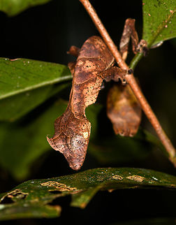 Satanic Leaf-tailed gecko - body closeup, Ranomafana, Madagascar Here comes a jewel. Madagascar is well known for lemurs, chameleons, and baobabs. 

Lesser known by the general public may be the incredible Uroplatus genus of geckos. This genus consists of 14 insane geckos that are true masters of disguise. I have no particular favorite to pick but this Satanic leaf-tailed gecko ranks highly and I had it at the very top of my wishlist of things to see in Ranomafana.

Thanks to our excellent spotter, we found two in a row. The Satanic leaf-tailed gecko is the smallest of Uroplatus geckos. Its entire body is shaped, curled and textured like a dry leaf. By day it will position itself in a low tree amidst real dry leafs, making it impossible to detect, unless you're lucky or an expert.

At night it becomes active and rapidly navigates trees for small prey. If it senses danger, it can flatten itself against the trunk into such extend that there's no shadow, no profile for the predator to go by. When danger is more direct, it opens its mouth widely to reveal a large bright red area. Or, it sheds it tail as a distraction.

It's also called the Fantastic Leaf-tailed Gecko, after the latin word "phantasticus", meaning "imaginary". A word used by the zoologist to first describe this species. It has such a unique appearance that it baffles the mind, as if it is only imagined.

I'll be generous in sharing lots of shots, these combine the photos of two individuals found shortly after each other. 
https://www.jungledragon.com/image/84014/satanic_leaf-tailed_gecko_-_tail_ranomafana_madagascar.html
https://www.jungledragon.com/image/84015/satanic_leaf-tailed_gecko_-_side_view_ranomafana_madagascar.html
https://www.jungledragon.com/image/84016/satanic_leaf-tailed_gecko_-_head_ranomafana_madagascar.html
https://www.jungledragon.com/image/84017/satanic_leaf-tailed_gecko_-_body_rotated_ranomafana_madagascar.html
https://www.jungledragon.com/image/84018/satanic_leaf-tailed_gecko_-_full_scene_ranomafana_madagascar.html
https://www.jungledragon.com/image/84020/satanic_leaf-tailed_gecko_-_body_curled_ranomafana_madagascar.html
https://www.jungledragon.com/image/84021/satanic_leaf-tailed_gecko_-_body_ranomafana_madagascar.html Africa,Madagascar,Madagascar 2019,Ranomafana National Park,Satanic Leaf Tailed Gecko,Uroplatus phantasticus,World