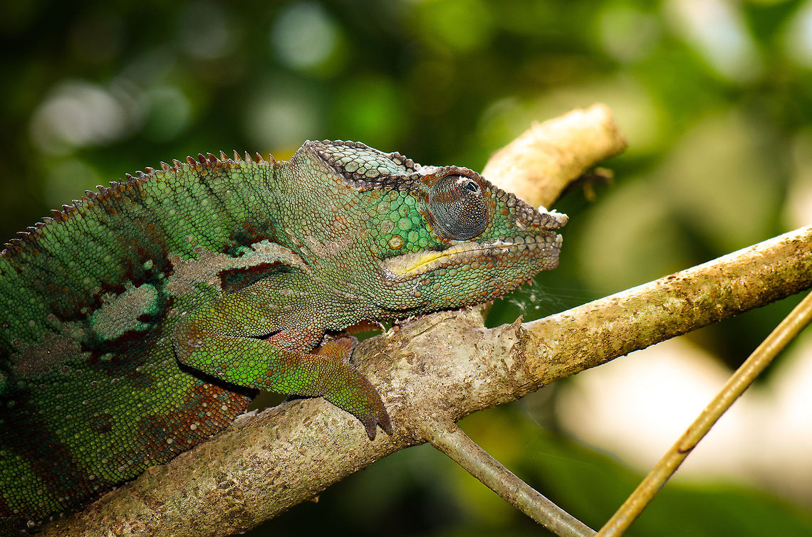 Towards the sun Chameleons are cold blooded, and therefore they are always looking for sunny spots to heat their bodies. Even at night, you will find them in the warmest places (or the least cold places), typically the vegetation last touched by the sun. This is a valuable tip in Madagascar on night spotting tours along the roads. The bushes on the side of the road last touched by the sun will likely have chameleons whilst the opposite site of the road has none.  Furcifer pardalis,Madagascar,Panther chameleon,Pyreras Reserve