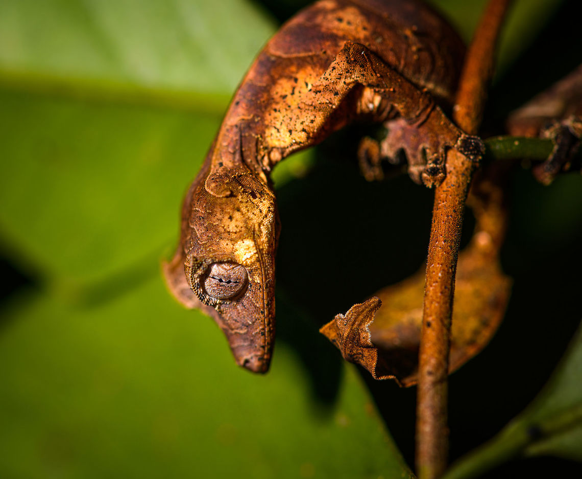 Satanic Leaf-tailed gecko - body curled, Ranomafana, Madagascar Here comes a jewel. Madagascar is well known for lemurs, chameleons, and baobabs. <br />
<br />
Lesser known by the general public may be the incredible Uroplatus genus of geckos. This genus consists of 14 insane geckos that are true masters of disguise. I have no particular favorite to pick but this Satanic leaf-tailed gecko ranks highly and I had it at the very top of my wishlist of things to see in Ranomafana.<br />
<br />
Thanks to our excellent spotter, we found two in a row. The Satanic leaf-tailed gecko is the smallest of Uroplatus geckos. Its entire body is shaped, curled and textured like a dry leaf. By day it will position itself in a low tree amidst real dry leafs, making it impossible to detect, unless you're lucky or an expert.<br />
<br />
At night it becomes active and rapidly navigates trees for small prey. If it senses danger, it can flatten itself against the trunk into such extend that there's no shadow, no profile for the predator to go by. When danger is more direct, it opens its mouth widely to reveal a large bright red area. Or, it sheds it tail as a distraction.<br />
<br />
It's also called the Fantastic Leaf-tailed Gecko, after the latin word "phantasticus", meaning "imaginary". A word used by the zoologist to first describe this species. It has such a unique appearance that it baffles the mind, as if it is only imagined.<br />
<br />
I'll be generous in sharing lots of shots, these combine the photos of two individuals found shortly after each other. <br />
<figure class="photo"><a href="https://www.jungledragon.com/image/84014/satanic_leaf-tailed_gecko_-_tail_ranomafana_madagascar.html" title="Satanic Leaf-tailed gecko - tail, Ranomafana, Madagascar"><img src="https://s3.amazonaws.com/media.jungledragon.com/images/2/84014_thumb.jpg?AWSAccessKeyId=05GMT0V3GWVNE7GGM1R2&Expires=1770854410&Signature=v4D6miKJYzOO%2FGNULoY7VupECnU%3D" width="136" height="152" alt="Satanic Leaf-tailed gecko - tail, Ranomafana, Madagascar Here comes a jewel. Madagascar is well known for lemurs, chameleons, and baobabs. <br />
<br />
Lesser known by the general public may be the incredible Uroplatus genus of geckos. This genus consists of 14 insane geckos that are true masters of disguise. I have no particular favorite to pick but this Satanic leaf-tailed gecko ranks highly and I had it at the very top of my wishlist of things to see in Ranomafana.<br />
<br />
Thanks to our excellent spotter, we found two in a row. The Satanic leaf-tailed gecko is the smallest of Uroplatus geckos. Its entire body is shaped, curled and textured like a dry leaf. By day it will position itself in a low tree amidst real dry leafs, making it impossible to detect, unless you're lucky or an expert.<br />
<br />
At night it becomes active and rapidly navigates trees for small prey. If it senses danger, it can flatten itself against the trunk into such extend that there's no shadow, no profile for the predator to go by. When danger is more direct, it opens its mouth widely to reveal a large bright red area. Or, it sheds it tail as a distraction.<br />
<br />
It's also called the Fantastic Leaf-tailed Gecko, after the latin word "phantasticus", meaning "imaginary". A word used by the zoologist to first describe this species. It has such a unique appearance that it baffles the mind, as if it is only imagined.<br />
<br />
I'll be generous in sharing lots of shots, these combine the photos of two individuals found shortly after each other. <br />
https://www.jungledragon.com/image/84015/satanic_leaf-tailed_gecko_-_side_view_ranomafana_madagascar.html<br />
https://www.jungledragon.com/image/84016/satanic_leaf-tailed_gecko_-_head_ranomafana_madagascar.html<br />
https://www.jungledragon.com/image/84017/satanic_leaf-tailed_gecko_-_body_rotated_ranomafana_madagascar.html<br />
https://www.jungledragon.com/image/84018/satanic_leaf-tailed_gecko_-_full_scene_ranomafana_madagascar.html<br />
https://www.jungledragon.com/image/84019/satanic_leaf-tailed_gecko_-_body_closeup_ranomafana_madagascar.html<br />
https://www.jungledragon.com/image/84020/satanic_leaf-tailed_gecko_-_body_curled_ranomafana_madagascar.html<br />
https://www.jungledragon.com/image/84021/satanic_leaf-tailed_gecko_-_body_ranomafana_madagascar.html Africa,Madagascar,Madagascar 2019,Ranomafana National Park,Satanic Leaf Tailed Gecko,Uroplatus phantasticus,World" /></a></figure><br />
<figure class="photo"><a href="https://www.jungledragon.com/image/84015/satanic_leaf-tailed_gecko_-_side_view_ranomafana_madagascar.html" title="Satanic Leaf-tailed gecko - side view, Ranomafana, Madagascar"><img src="https://s3.amazonaws.com/media.jungledragon.com/images/2/84015_thumb.jpg?AWSAccessKeyId=05GMT0V3GWVNE7GGM1R2&Expires=1770854410&Signature=SylP631tNtCMMcJd1ZQgfhrjcgw%3D" width="124" height="152" alt="Satanic Leaf-tailed gecko - side view, Ranomafana, Madagascar Here comes a jewel. Madagascar is well known for lemurs, chameleons, and baobabs. <br />
<br />
Lesser known by the general public may be the incredible Uroplatus genus of geckos. This genus consists of 14 insane geckos that are true masters of disguise. I have no particular favorite to pick but this Satanic leaf-tailed gecko ranks highly and I had it at the very top of my wishlist of things to see in Ranomafana.<br />
<br />
Thanks to our excellent spotter, we found two in a row. The Satanic leaf-tailed gecko is the smallest of Uroplatus geckos. Its entire body is shaped, curled and textured like a dry leaf. By day it will position itself in a low tree amidst real dry leafs, making it impossible to detect, unless you're lucky or an expert.<br />
<br />
At night it becomes active and rapidly navigates trees for small prey. If it senses danger, it can flatten itself against the trunk into such extend that there's no shadow, no profile for the predator to go by. When danger is more direct, it opens its mouth widely to reveal a large bright red area. Or, it sheds it tail as a distraction.<br />
<br />
It's also called the Fantastic Leaf-tailed Gecko, after the latin word "phantasticus", meaning "imaginary". A word used by the zoologist to first describe this species. It has such a unique appearance that it baffles the mind, as if it is only imagined.<br />
<br />
I'll be generous in sharing lots of shots, these combine the photos of two individuals found shortly after each other. <br />
https://www.jungledragon.com/image/84014/satanic_leaf-tailed_gecko_-_tail_ranomafana_madagascar.html<br />
https://www.jungledragon.com/image/84016/satanic_leaf-tailed_gecko_-_head_ranomafana_madagascar.html<br />
https://www.jungledragon.com/image/84017/satanic_leaf-tailed_gecko_-_body_rotated_ranomafana_madagascar.html<br />
https://www.jungledragon.com/image/84018/satanic_leaf-tailed_gecko_-_full_scene_ranomafana_madagascar.html<br />
https://www.jungledragon.com/image/84019/satanic_leaf-tailed_gecko_-_body_closeup_ranomafana_madagascar.html<br />
https://www.jungledragon.com/image/84020/satanic_leaf-tailed_gecko_-_body_curled_ranomafana_madagascar.html<br />
https://www.jungledragon.com/image/84021/satanic_leaf-tailed_gecko_-_body_ranomafana_madagascar.html Africa,Madagascar,Madagascar 2019,Ranomafana National Park,Satanic Leaf Tailed Gecko,Uroplatus phantasticus,World" /></a></figure><br />
<figure class="photo"><a href="https://www.jungledragon.com/image/84016/satanic_leaf-tailed_gecko_-_head_ranomafana_madagascar.html" title="Satanic Leaf-tailed gecko - head, Ranomafana, Madagascar"><img src="https://s3.amazonaws.com/media.jungledragon.com/images/2/84016_thumb.jpg?AWSAccessKeyId=05GMT0V3GWVNE7GGM1R2&Expires=1770854410&Signature=u10dVUS4G2rU%2FcN70T3OPfdbCXQ%3D" width="140" height="152" alt="Satanic Leaf-tailed gecko - head, Ranomafana, Madagascar Here comes a jewel. Madagascar is well known for lemurs, chameleons, and baobabs. <br />
<br />
Lesser known by the general public may be the incredible Uroplatus genus of geckos. This genus consists of 14 insane geckos that are true masters of disguise. I have no particular favorite to pick but this Satanic leaf-tailed gecko ranks highly and I had it at the very top of my wishlist of things to see in Ranomafana.<br />
<br />
Thanks to our excellent spotter, we found two in a row. The Satanic leaf-tailed gecko is the smallest of Uroplatus geckos. Its entire body is shaped, curled and textured like a dry leaf. By day it will position itself in a low tree amidst real dry leafs, making it impossible to detect, unless you're lucky or an expert.<br />
<br />
At night it becomes active and rapidly navigates trees for small prey. If it senses danger, it can flatten itself against the trunk into such extend that there's no shadow, no profile for the predator to go by. When danger is more direct, it opens its mouth widely to reveal a large bright red area. Or, it sheds it tail as a distraction.<br />
<br />
It's also called the Fantastic Leaf-tailed Gecko, after the latin word "phantasticus", meaning "imaginary". A word used by the zoologist to first describe this species. It has such a unique appearance that it baffles the mind, as if it is only imagined.<br />
<br />
I'll be generous in sharing lots of shots, these combine the photos of two individuals found shortly after each other. <br />
https://www.jungledragon.com/image/84014/satanic_leaf-tailed_gecko_-_tail_ranomafana_madagascar.html<br />
https://www.jungledragon.com/image/84015/satanic_leaf-tailed_gecko_-_side_view_ranomafana_madagascar.html<br />
https://www.jungledragon.com/image/84017/satanic_leaf-tailed_gecko_-_body_rotated_ranomafana_madagascar.html<br />
https://www.jungledragon.com/image/84018/satanic_leaf-tailed_gecko_-_full_scene_ranomafana_madagascar.html<br />
https://www.jungledragon.com/image/84019/satanic_leaf-tailed_gecko_-_body_closeup_ranomafana_madagascar.html<br />
https://www.jungledragon.com/image/84020/satanic_leaf-tailed_gecko_-_body_curled_ranomafana_madagascar.html<br />
https://www.jungledragon.com/image/84021/satanic_leaf-tailed_gecko_-_body_ranomafana_madagascar.html Africa,Madagascar,Madagascar 2019,Ranomafana National Park,Satanic Leaf Tailed Gecko,Uroplatus phantasticus,World" /></a></figure><br />
<figure class="photo"><a href="https://www.jungledragon.com/image/84017/satanic_leaf-tailed_gecko_-_body_rotated_ranomafana_madagascar.html" title="Satanic Leaf-tailed gecko - body rotated, Ranomafana, Madagascar"><img src="https://s3.amazonaws.com/media.jungledragon.com/images/2/84017_thumb.jpg?AWSAccessKeyId=05GMT0V3GWVNE7GGM1R2&Expires=1770854410&Signature=gj0Cf4YvJGsePr95a1do%2BSdhaU0%3D" width="200" height="178" alt="Satanic Leaf-tailed gecko - body rotated, Ranomafana, Madagascar Here comes a jewel. Madagascar is well known for lemurs, chameleons, and baobabs. <br />
<br />
Lesser known by the general public may be the incredible Uroplatus genus of geckos. This genus consists of 14 insane geckos that are true masters of disguise. I have no particular favorite to pick but this Satanic leaf-tailed gecko ranks highly and I had it at the very top of my wishlist of things to see in Ranomafana.<br />
<br />
Thanks to our excellent spotter, we found two in a row. The Satanic leaf-tailed gecko is the smallest of Uroplatus geckos. Its entire body is shaped, curled and textured like a dry leaf. By day it will position itself in a low tree amidst real dry leafs, making it impossible to detect, unless you're lucky or an expert.<br />
<br />
At night it becomes active and rapidly navigates trees for small prey. If it senses danger, it can flatten itself against the trunk into such extend that there's no shadow, no profile for the predator to go by. When danger is more direct, it opens its mouth widely to reveal a large bright red area. Or, it sheds it tail as a distraction.<br />
<br />
It's also called the Fantastic Leaf-tailed Gecko, after the latin word "phantasticus", meaning "imaginary". A word used by the zoologist to first describe this species. It has such a unique appearance that it baffles the mind, as if it is only imagined.<br />
<br />
I'll be generous in sharing lots of shots, these combine the photos of two individuals found shortly after each other. <br />
https://www.jungledragon.com/image/84014/satanic_leaf-tailed_gecko_-_tail_ranomafana_madagascar.html<br />
https://www.jungledragon.com/image/84015/satanic_leaf-tailed_gecko_-_side_view_ranomafana_madagascar.html<br />
https://www.jungledragon.com/image/84016/satanic_leaf-tailed_gecko_-_head_ranomafana_madagascar.html<br />
https://www.jungledragon.com/image/84018/satanic_leaf-tailed_gecko_-_full_scene_ranomafana_madagascar.html<br />
https://www.jungledragon.com/image/84019/satanic_leaf-tailed_gecko_-_body_closeup_ranomafana_madagascar.html<br />
https://www.jungledragon.com/image/84020/satanic_leaf-tailed_gecko_-_body_curled_ranomafana_madagascar.html<br />
https://www.jungledragon.com/image/84021/satanic_leaf-tailed_gecko_-_body_ranomafana_madagascar.html Africa,Madagascar,Madagascar 2019,Ranomafana National Park,Satanic Leaf Tailed Gecko,Uroplatus phantasticus,World" /></a></figure><br />
<figure class="photo"><a href="https://www.jungledragon.com/image/84018/satanic_leaf-tailed_gecko_-_full_scene_ranomafana_madagascar.html" title="Satanic Leaf-tailed gecko - full scene, Ranomafana, Madagascar"><img src="https://s3.amazonaws.com/media.jungledragon.com/images/2/84018_thumb.jpg?AWSAccessKeyId=05GMT0V3GWVNE7GGM1R2&Expires=1770854410&Signature=128lOdHKRX%2BTGgXF1cYjkJFfcoE%3D" width="200" height="134" alt="Satanic Leaf-tailed gecko - full scene, Ranomafana, Madagascar Here comes a jewel. Madagascar is well known for lemurs, chameleons, and baobabs. <br />
<br />
Lesser known by the general public may be the incredible Uroplatus genus of geckos. This genus consists of 14 insane geckos that are true masters of disguise. I have no particular favorite to pick but this Satanic leaf-tailed gecko ranks highly and I had it at the very top of my wishlist of things to see in Ranomafana.<br />
<br />
Thanks to our excellent spotter, we found two in a row. The Satanic leaf-tailed gecko is the smallest of Uroplatus geckos. Its entire body is shaped, curled and textured like a dry leaf. By day it will position itself in a low tree amidst real dry leafs, making it impossible to detect, unless you're lucky or an expert.<br />
<br />
At night it becomes active and rapidly navigates trees for small prey. If it senses danger, it can flatten itself against the trunk into such extend that there's no shadow, no profile for the predator to go by. When danger is more direct, it opens its mouth widely to reveal a large bright red area. Or, it sheds it tail as a distraction.<br />
<br />
It's also called the Fantastic Leaf-tailed Gecko, after the latin word "phantasticus", meaning "imaginary". A word used by the zoologist to first describe this species. It has such a unique appearance that it baffles the mind, as if it is only imagined.<br />
<br />
I'll be generous in sharing lots of shots, these combine the photos of two individuals found shortly after each other. <br />
https://www.jungledragon.com/image/84014/satanic_leaf-tailed_gecko_-_tail_ranomafana_madagascar.html<br />
https://www.jungledragon.com/image/84015/satanic_leaf-tailed_gecko_-_side_view_ranomafana_madagascar.html<br />
https://www.jungledragon.com/image/84016/satanic_leaf-tailed_gecko_-_head_ranomafana_madagascar.html<br />
https://www.jungledragon.com/image/84017/satanic_leaf-tailed_gecko_-_body_rotated_ranomafana_madagascar.html<br />
https://www.jungledragon.com/image/84019/satanic_leaf-tailed_gecko_-_body_closeup_ranomafana_madagascar.html<br />
https://www.jungledragon.com/image/84020/satanic_leaf-tailed_gecko_-_body_curled_ranomafana_madagascar.html<br />
https://www.jungledragon.com/image/84021/satanic_leaf-tailed_gecko_-_body_ranomafana_madagascar.html Africa,Madagascar,Madagascar 2019,Ranomafana National Park,Satanic Leaf Tailed Gecko,Uroplatus phantasticus,World" /></a></figure><br />
<figure class="photo"><a href="https://www.jungledragon.com/image/84019/satanic_leaf-tailed_gecko_-_body_closeup_ranomafana_madagascar.html" title="Satanic Leaf-tailed gecko - body closeup, Ranomafana, Madagascar"><img src="https://s3.amazonaws.com/media.jungledragon.com/images/2/84019_thumb.jpg?AWSAccessKeyId=05GMT0V3GWVNE7GGM1R2&Expires=1770854410&Signature=LIeoeAMfSKxIeag4%2BsKTssWkwdw%3D" width="120" height="152" alt="Satanic Leaf-tailed gecko - body closeup, Ranomafana, Madagascar Here comes a jewel. Madagascar is well known for lemurs, chameleons, and baobabs. <br />
<br />
Lesser known by the general public may be the incredible Uroplatus genus of geckos. This genus consists of 14 insane geckos that are true masters of disguise. I have no particular favorite to pick but this Satanic leaf-tailed gecko ranks highly and I had it at the very top of my wishlist of things to see in Ranomafana.<br />
<br />
Thanks to our excellent spotter, we found two in a row. The Satanic leaf-tailed gecko is the smallest of Uroplatus geckos. Its entire body is shaped, curled and textured like a dry leaf. By day it will position itself in a low tree amidst real dry leafs, making it impossible to detect, unless you're lucky or an expert.<br />
<br />
At night it becomes active and rapidly navigates trees for small prey. If it senses danger, it can flatten itself against the trunk into such extend that there's no shadow, no profile for the predator to go by. When danger is more direct, it opens its mouth widely to reveal a large bright red area. Or, it sheds it tail as a distraction.<br />
<br />
It's also called the Fantastic Leaf-tailed Gecko, after the latin word "phantasticus", meaning "imaginary". A word used by the zoologist to first describe this species. It has such a unique appearance that it baffles the mind, as if it is only imagined.<br />
<br />
I'll be generous in sharing lots of shots, these combine the photos of two individuals found shortly after each other. <br />
https://www.jungledragon.com/image/84014/satanic_leaf-tailed_gecko_-_tail_ranomafana_madagascar.html<br />
https://www.jungledragon.com/image/84015/satanic_leaf-tailed_gecko_-_side_view_ranomafana_madagascar.html<br />
https://www.jungledragon.com/image/84016/satanic_leaf-tailed_gecko_-_head_ranomafana_madagascar.html<br />
https://www.jungledragon.com/image/84017/satanic_leaf-tailed_gecko_-_body_rotated_ranomafana_madagascar.html<br />
https://www.jungledragon.com/image/84018/satanic_leaf-tailed_gecko_-_full_scene_ranomafana_madagascar.html<br />
https://www.jungledragon.com/image/84020/satanic_leaf-tailed_gecko_-_body_curled_ranomafana_madagascar.html<br />
https://www.jungledragon.com/image/84021/satanic_leaf-tailed_gecko_-_body_ranomafana_madagascar.html Africa,Madagascar,Madagascar 2019,Ranomafana National Park,Satanic Leaf Tailed Gecko,Uroplatus phantasticus,World" /></a></figure><br />
<figure class="photo"><a href="https://www.jungledragon.com/image/84021/satanic_leaf-tailed_gecko_-_body_ranomafana_madagascar.html" title="Satanic Leaf-tailed gecko - body, Ranomafana, Madagascar"><img src="https://s3.amazonaws.com/media.jungledragon.com/images/2/84021_thumb.jpg?AWSAccessKeyId=05GMT0V3GWVNE7GGM1R2&Expires=1770854410&Signature=00svvKPAy3q3%2FB%2FvtbyoW8YpYhM%3D" width="200" height="134" alt="Satanic Leaf-tailed gecko - body, Ranomafana, Madagascar Here comes a jewel. Madagascar is well known for lemurs, chameleons, and baobabs. <br />
<br />
Lesser known by the general public may be the incredible Uroplatus genus of geckos. This genus consists of 14 insane geckos that are true masters of disguise. I have no particular favorite to pick but this Satanic leaf-tailed gecko ranks highly and I had it at the very top of my wishlist of things to see in Ranomafana.<br />
<br />
Thanks to our excellent spotter, we found two in a row. The Satanic leaf-tailed gecko is the smallest of Uroplatus geckos. Its entire body is shaped, curled and textured like a dry leaf. By day it will position itself in a low tree amidst real dry leafs, making it impossible to detect, unless you're lucky or an expert.<br />
<br />
At night it becomes active and rapidly navigates trees for small prey. If it senses danger, it can flatten itself against the trunk into such extend that there's no shadow, no profile for the predator to go by. When danger is more direct, it opens its mouth widely to reveal a large bright red area. Or, it sheds it tail as a distraction.<br />
<br />
It's also called the Fantastic Leaf-tailed Gecko, after the latin word "phantasticus", meaning "imaginary". A word used by the zoologist to first describe this species. It has such a unique appearance that it baffles the mind, as if it is only imagined.<br />
<br />
I'll be generous in sharing lots of shots, these combine the photos of two individuals found shortly after each other. <br />
https://www.jungledragon.com/image/84014/satanic_leaf-tailed_gecko_-_tail_ranomafana_madagascar.html<br />
https://www.jungledragon.com/image/84015/satanic_leaf-tailed_gecko_-_side_view_ranomafana_madagascar.html<br />
https://www.jungledragon.com/image/84016/satanic_leaf-tailed_gecko_-_head_ranomafana_madagascar.html<br />
https://www.jungledragon.com/image/84017/satanic_leaf-tailed_gecko_-_body_rotated_ranomafana_madagascar.html<br />
https://www.jungledragon.com/image/84018/satanic_leaf-tailed_gecko_-_full_scene_ranomafana_madagascar.html<br />
https://www.jungledragon.com/image/84019/satanic_leaf-tailed_gecko_-_body_closeup_ranomafana_madagascar.html<br />
https://www.jungledragon.com/image/84020/satanic_leaf-tailed_gecko_-_body_curled_ranomafana_madagascar.html Africa,Madagascar,Madagascar 2019,Ranomafana National Park,Satanic Leaf Tailed Gecko,Uroplatus phantasticus,World" /></a></figure> Africa,Madagascar,Madagascar 2019,Ranomafana National Park,Satanic Leaf Tailed Gecko,Uroplatus phantasticus,World