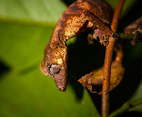 Satanic Leaf-tailed gecko - body curled, Ranomafana, Madagascar Here comes a jewel. Madagascar is well known for lemurs, chameleons, and baobabs. <br />
<br />
Lesser known by the general public may be the incredible Uroplatus genus of geckos. This genus consists of 14 insane geckos that are true masters of disguise. I have no particular favorite to pick but this Satanic leaf-tailed gecko ranks highly and I had it at the very top of my wishlist of things to see in Ranomafana.<br />
<br />
Thanks to our excellent spotter, we found two in a row. The Satanic leaf-tailed gecko is the smallest of Uroplatus geckos. Its entire body is shaped, curled and textured like a dry leaf. By day it will position itself in a low tree amidst real dry leafs, making it impossible to detect, unless you're lucky or an expert.<br />
<br />
At night it becomes active and rapidly navigates trees for small prey. If it senses danger, it can flatten itself against the trunk into such extend that there's no shadow, no profile for the predator to go by. When danger is more direct, it opens its mouth widely to reveal a large bright red area. Or, it sheds it tail as a distraction.<br />
<br />
It's also called the Fantastic Leaf-tailed Gecko, after the latin word "phantasticus", meaning "imaginary". A word used by the zoologist to first describe this species. It has such a unique appearance that it baffles the mind, as if it is only imagined.<br />
<br />
I'll be generous in sharing lots of shots, these combine the photos of two individuals found shortly after each other. <br />
https://www.jungledragon.com/image/84014/satanic_leaf-tailed_gecko_-_tail_ranomafana_madagascar.html<br />
https://www.jungledragon.com/image/84015/satanic_leaf-tailed_gecko_-_side_view_ranomafana_madagascar.html<br />
https://www.jungledragon.com/image/84016/satanic_leaf-tailed_gecko_-_head_ranomafana_madagascar.html<br />
https://www.jungledragon.com/image/84017/satanic_leaf-tailed_gecko_-_body_rotated_ranomafana_madagascar.html<br />
https://www.jungledragon.com/image/84018/satanic_leaf-tailed_gecko_-_full_scene_ranomafana_madagascar.html<br />
https://www.jungledragon.com/image/84019/satanic_leaf-tailed_gecko_-_body_closeup_ranomafana_madagascar.html<br />
https://www.jungledragon.com/image/84021/satanic_leaf-tailed_gecko_-_body_ranomafana_madagascar.html Africa,Madagascar,Madagascar 2019,Ranomafana National Park,Satanic Leaf Tailed Gecko,Uroplatus phantasticus,World