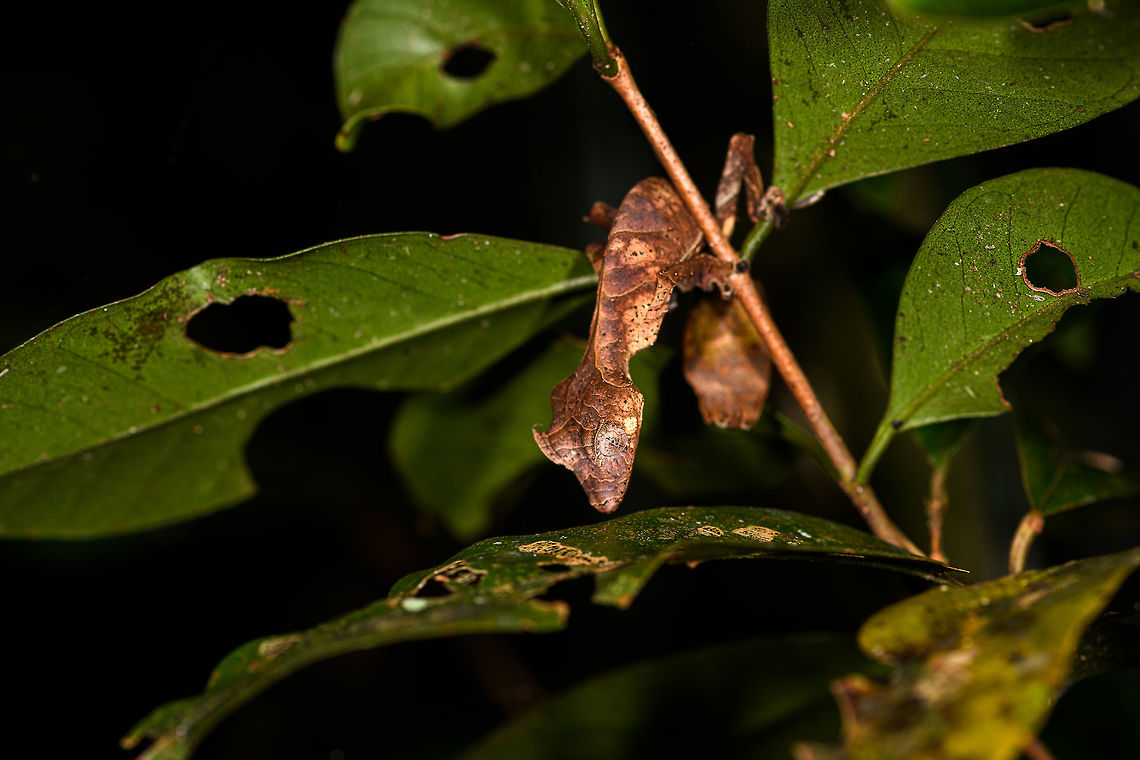 Satanic Leaf-tailed gecko - body, Ranomafana, Madagascar Here comes a jewel. Madagascar is well known for lemurs, chameleons, and baobabs. <br />
<br />
Lesser known by the general public may be the incredible Uroplatus genus of geckos. This genus consists of 14 insane geckos that are true masters of disguise. I have no particular favorite to pick but this Satanic leaf-tailed gecko ranks highly and I had it at the very top of my wishlist of things to see in Ranomafana.<br />
<br />
Thanks to our excellent spotter, we found two in a row. The Satanic leaf-tailed gecko is the smallest of Uroplatus geckos. Its entire body is shaped, curled and textured like a dry leaf. By day it will position itself in a low tree amidst real dry leafs, making it impossible to detect, unless you're lucky or an expert.<br />
<br />
At night it becomes active and rapidly navigates trees for small prey. If it senses danger, it can flatten itself against the trunk into such extend that there's no shadow, no profile for the predator to go by. When danger is more direct, it opens its mouth widely to reveal a large bright red area. Or, it sheds it tail as a distraction.<br />
<br />
It's also called the Fantastic Leaf-tailed Gecko, after the latin word "phantasticus", meaning "imaginary". A word used by the zoologist to first describe this species. It has such a unique appearance that it baffles the mind, as if it is only imagined.<br />
<br />
I'll be generous in sharing lots of shots, these combine the photos of two individuals found shortly after each other. <br />
<figure class="photo"><a href="https://www.jungledragon.com/image/84014/satanic_leaf-tailed_gecko_-_tail_ranomafana_madagascar.html" title="Satanic Leaf-tailed gecko - tail, Ranomafana, Madagascar"><img src="https://s3.amazonaws.com/media.jungledragon.com/images/2/84014_thumb.jpg?AWSAccessKeyId=05GMT0V3GWVNE7GGM1R2&Expires=1759968010&Signature=mHCsIsJqZ0ZbSJBQcoFZHw%2F3jKA%3D" width="136" height="152" alt="Satanic Leaf-tailed gecko - tail, Ranomafana, Madagascar Here comes a jewel. Madagascar is well known for lemurs, chameleons, and baobabs. <br />
<br />
Lesser known by the general public may be the incredible Uroplatus genus of geckos. This genus consists of 14 insane geckos that are true masters of disguise. I have no particular favorite to pick but this Satanic leaf-tailed gecko ranks highly and I had it at the very top of my wishlist of things to see in Ranomafana.<br />
<br />
Thanks to our excellent spotter, we found two in a row. The Satanic leaf-tailed gecko is the smallest of Uroplatus geckos. Its entire body is shaped, curled and textured like a dry leaf. By day it will position itself in a low tree amidst real dry leafs, making it impossible to detect, unless you're lucky or an expert.<br />
<br />
At night it becomes active and rapidly navigates trees for small prey. If it senses danger, it can flatten itself against the trunk into such extend that there's no shadow, no profile for the predator to go by. When danger is more direct, it opens its mouth widely to reveal a large bright red area. Or, it sheds it tail as a distraction.<br />
<br />
It's also called the Fantastic Leaf-tailed Gecko, after the latin word "phantasticus", meaning "imaginary". A word used by the zoologist to first describe this species. It has such a unique appearance that it baffles the mind, as if it is only imagined.<br />
<br />
I'll be generous in sharing lots of shots, these combine the photos of two individuals found shortly after each other. <br />
https://www.jungledragon.com/image/84015/satanic_leaf-tailed_gecko_-_side_view_ranomafana_madagascar.html<br />
https://www.jungledragon.com/image/84016/satanic_leaf-tailed_gecko_-_head_ranomafana_madagascar.html<br />
https://www.jungledragon.com/image/84017/satanic_leaf-tailed_gecko_-_body_rotated_ranomafana_madagascar.html<br />
https://www.jungledragon.com/image/84018/satanic_leaf-tailed_gecko_-_full_scene_ranomafana_madagascar.html<br />
https://www.jungledragon.com/image/84019/satanic_leaf-tailed_gecko_-_body_closeup_ranomafana_madagascar.html<br />
https://www.jungledragon.com/image/84020/satanic_leaf-tailed_gecko_-_body_curled_ranomafana_madagascar.html<br />
https://www.jungledragon.com/image/84021/satanic_leaf-tailed_gecko_-_body_ranomafana_madagascar.html Africa,Madagascar,Madagascar 2019,Ranomafana National Park,Satanic Leaf Tailed Gecko,Uroplatus phantasticus,World" /></a></figure><br />
<figure class="photo"><a href="https://www.jungledragon.com/image/84015/satanic_leaf-tailed_gecko_-_side_view_ranomafana_madagascar.html" title="Satanic Leaf-tailed gecko - side view, Ranomafana, Madagascar"><img src="https://s3.amazonaws.com/media.jungledragon.com/images/2/84015_thumb.jpg?AWSAccessKeyId=05GMT0V3GWVNE7GGM1R2&Expires=1759968010&Signature=H%2B0qnBZv4%2B5xTy0dKPFCE6BeEYA%3D" width="124" height="152" alt="Satanic Leaf-tailed gecko - side view, Ranomafana, Madagascar Here comes a jewel. Madagascar is well known for lemurs, chameleons, and baobabs. <br />
<br />
Lesser known by the general public may be the incredible Uroplatus genus of geckos. This genus consists of 14 insane geckos that are true masters of disguise. I have no particular favorite to pick but this Satanic leaf-tailed gecko ranks highly and I had it at the very top of my wishlist of things to see in Ranomafana.<br />
<br />
Thanks to our excellent spotter, we found two in a row. The Satanic leaf-tailed gecko is the smallest of Uroplatus geckos. Its entire body is shaped, curled and textured like a dry leaf. By day it will position itself in a low tree amidst real dry leafs, making it impossible to detect, unless you're lucky or an expert.<br />
<br />
At night it becomes active and rapidly navigates trees for small prey. If it senses danger, it can flatten itself against the trunk into such extend that there's no shadow, no profile for the predator to go by. When danger is more direct, it opens its mouth widely to reveal a large bright red area. Or, it sheds it tail as a distraction.<br />
<br />
It's also called the Fantastic Leaf-tailed Gecko, after the latin word "phantasticus", meaning "imaginary". A word used by the zoologist to first describe this species. It has such a unique appearance that it baffles the mind, as if it is only imagined.<br />
<br />
I'll be generous in sharing lots of shots, these combine the photos of two individuals found shortly after each other. <br />
https://www.jungledragon.com/image/84014/satanic_leaf-tailed_gecko_-_tail_ranomafana_madagascar.html<br />
https://www.jungledragon.com/image/84016/satanic_leaf-tailed_gecko_-_head_ranomafana_madagascar.html<br />
https://www.jungledragon.com/image/84017/satanic_leaf-tailed_gecko_-_body_rotated_ranomafana_madagascar.html<br />
https://www.jungledragon.com/image/84018/satanic_leaf-tailed_gecko_-_full_scene_ranomafana_madagascar.html<br />
https://www.jungledragon.com/image/84019/satanic_leaf-tailed_gecko_-_body_closeup_ranomafana_madagascar.html<br />
https://www.jungledragon.com/image/84020/satanic_leaf-tailed_gecko_-_body_curled_ranomafana_madagascar.html<br />
https://www.jungledragon.com/image/84021/satanic_leaf-tailed_gecko_-_body_ranomafana_madagascar.html Africa,Madagascar,Madagascar 2019,Ranomafana National Park,Satanic Leaf Tailed Gecko,Uroplatus phantasticus,World" /></a></figure><br />
<figure class="photo"><a href="https://www.jungledragon.com/image/84016/satanic_leaf-tailed_gecko_-_head_ranomafana_madagascar.html" title="Satanic Leaf-tailed gecko - head, Ranomafana, Madagascar"><img src="https://s3.amazonaws.com/media.jungledragon.com/images/2/84016_thumb.jpg?AWSAccessKeyId=05GMT0V3GWVNE7GGM1R2&Expires=1759968010&Signature=GAcJ4jZcV%2BsnygF2ABeboW7siu0%3D" width="140" height="152" alt="Satanic Leaf-tailed gecko - head, Ranomafana, Madagascar Here comes a jewel. Madagascar is well known for lemurs, chameleons, and baobabs. <br />
<br />
Lesser known by the general public may be the incredible Uroplatus genus of geckos. This genus consists of 14 insane geckos that are true masters of disguise. I have no particular favorite to pick but this Satanic leaf-tailed gecko ranks highly and I had it at the very top of my wishlist of things to see in Ranomafana.<br />
<br />
Thanks to our excellent spotter, we found two in a row. The Satanic leaf-tailed gecko is the smallest of Uroplatus geckos. Its entire body is shaped, curled and textured like a dry leaf. By day it will position itself in a low tree amidst real dry leafs, making it impossible to detect, unless you're lucky or an expert.<br />
<br />
At night it becomes active and rapidly navigates trees for small prey. If it senses danger, it can flatten itself against the trunk into such extend that there's no shadow, no profile for the predator to go by. When danger is more direct, it opens its mouth widely to reveal a large bright red area. Or, it sheds it tail as a distraction.<br />
<br />
It's also called the Fantastic Leaf-tailed Gecko, after the latin word "phantasticus", meaning "imaginary". A word used by the zoologist to first describe this species. It has such a unique appearance that it baffles the mind, as if it is only imagined.<br />
<br />
I'll be generous in sharing lots of shots, these combine the photos of two individuals found shortly after each other. <br />
https://www.jungledragon.com/image/84014/satanic_leaf-tailed_gecko_-_tail_ranomafana_madagascar.html<br />
https://www.jungledragon.com/image/84015/satanic_leaf-tailed_gecko_-_side_view_ranomafana_madagascar.html<br />
https://www.jungledragon.com/image/84017/satanic_leaf-tailed_gecko_-_body_rotated_ranomafana_madagascar.html<br />
https://www.jungledragon.com/image/84018/satanic_leaf-tailed_gecko_-_full_scene_ranomafana_madagascar.html<br />
https://www.jungledragon.com/image/84019/satanic_leaf-tailed_gecko_-_body_closeup_ranomafana_madagascar.html<br />
https://www.jungledragon.com/image/84020/satanic_leaf-tailed_gecko_-_body_curled_ranomafana_madagascar.html<br />
https://www.jungledragon.com/image/84021/satanic_leaf-tailed_gecko_-_body_ranomafana_madagascar.html Africa,Madagascar,Madagascar 2019,Ranomafana National Park,Satanic Leaf Tailed Gecko,Uroplatus phantasticus,World" /></a></figure><br />
<figure class="photo"><a href="https://www.jungledragon.com/image/84017/satanic_leaf-tailed_gecko_-_body_rotated_ranomafana_madagascar.html" title="Satanic Leaf-tailed gecko - body rotated, Ranomafana, Madagascar"><img src="https://s3.amazonaws.com/media.jungledragon.com/images/2/84017_thumb.jpg?AWSAccessKeyId=05GMT0V3GWVNE7GGM1R2&Expires=1759968010&Signature=ebc%2FiJpOE4W7SL%2BchF1883vVwrA%3D" width="200" height="178" alt="Satanic Leaf-tailed gecko - body rotated, Ranomafana, Madagascar Here comes a jewel. Madagascar is well known for lemurs, chameleons, and baobabs. <br />
<br />
Lesser known by the general public may be the incredible Uroplatus genus of geckos. This genus consists of 14 insane geckos that are true masters of disguise. I have no particular favorite to pick but this Satanic leaf-tailed gecko ranks highly and I had it at the very top of my wishlist of things to see in Ranomafana.<br />
<br />
Thanks to our excellent spotter, we found two in a row. The Satanic leaf-tailed gecko is the smallest of Uroplatus geckos. Its entire body is shaped, curled and textured like a dry leaf. By day it will position itself in a low tree amidst real dry leafs, making it impossible to detect, unless you're lucky or an expert.<br />
<br />
At night it becomes active and rapidly navigates trees for small prey. If it senses danger, it can flatten itself against the trunk into such extend that there's no shadow, no profile for the predator to go by. When danger is more direct, it opens its mouth widely to reveal a large bright red area. Or, it sheds it tail as a distraction.<br />
<br />
It's also called the Fantastic Leaf-tailed Gecko, after the latin word "phantasticus", meaning "imaginary". A word used by the zoologist to first describe this species. It has such a unique appearance that it baffles the mind, as if it is only imagined.<br />
<br />
I'll be generous in sharing lots of shots, these combine the photos of two individuals found shortly after each other. <br />
https://www.jungledragon.com/image/84014/satanic_leaf-tailed_gecko_-_tail_ranomafana_madagascar.html<br />
https://www.jungledragon.com/image/84015/satanic_leaf-tailed_gecko_-_side_view_ranomafana_madagascar.html<br />
https://www.jungledragon.com/image/84016/satanic_leaf-tailed_gecko_-_head_ranomafana_madagascar.html<br />
https://www.jungledragon.com/image/84018/satanic_leaf-tailed_gecko_-_full_scene_ranomafana_madagascar.html<br />
https://www.jungledragon.com/image/84019/satanic_leaf-tailed_gecko_-_body_closeup_ranomafana_madagascar.html<br />
https://www.jungledragon.com/image/84020/satanic_leaf-tailed_gecko_-_body_curled_ranomafana_madagascar.html<br />
https://www.jungledragon.com/image/84021/satanic_leaf-tailed_gecko_-_body_ranomafana_madagascar.html Africa,Madagascar,Madagascar 2019,Ranomafana National Park,Satanic Leaf Tailed Gecko,Uroplatus phantasticus,World" /></a></figure><br />
<figure class="photo"><a href="https://www.jungledragon.com/image/84018/satanic_leaf-tailed_gecko_-_full_scene_ranomafana_madagascar.html" title="Satanic Leaf-tailed gecko - full scene, Ranomafana, Madagascar"><img src="https://s3.amazonaws.com/media.jungledragon.com/images/2/84018_thumb.jpg?AWSAccessKeyId=05GMT0V3GWVNE7GGM1R2&Expires=1759968010&Signature=pZh3pYhzDILxBaTD3%2BesD%2FZ71oQ%3D" width="200" height="134" alt="Satanic Leaf-tailed gecko - full scene, Ranomafana, Madagascar Here comes a jewel. Madagascar is well known for lemurs, chameleons, and baobabs. <br />
<br />
Lesser known by the general public may be the incredible Uroplatus genus of geckos. This genus consists of 14 insane geckos that are true masters of disguise. I have no particular favorite to pick but this Satanic leaf-tailed gecko ranks highly and I had it at the very top of my wishlist of things to see in Ranomafana.<br />
<br />
Thanks to our excellent spotter, we found two in a row. The Satanic leaf-tailed gecko is the smallest of Uroplatus geckos. Its entire body is shaped, curled and textured like a dry leaf. By day it will position itself in a low tree amidst real dry leafs, making it impossible to detect, unless you're lucky or an expert.<br />
<br />
At night it becomes active and rapidly navigates trees for small prey. If it senses danger, it can flatten itself against the trunk into such extend that there's no shadow, no profile for the predator to go by. When danger is more direct, it opens its mouth widely to reveal a large bright red area. Or, it sheds it tail as a distraction.<br />
<br />
It's also called the Fantastic Leaf-tailed Gecko, after the latin word "phantasticus", meaning "imaginary". A word used by the zoologist to first describe this species. It has such a unique appearance that it baffles the mind, as if it is only imagined.<br />
<br />
I'll be generous in sharing lots of shots, these combine the photos of two individuals found shortly after each other. <br />
https://www.jungledragon.com/image/84014/satanic_leaf-tailed_gecko_-_tail_ranomafana_madagascar.html<br />
https://www.jungledragon.com/image/84015/satanic_leaf-tailed_gecko_-_side_view_ranomafana_madagascar.html<br />
https://www.jungledragon.com/image/84016/satanic_leaf-tailed_gecko_-_head_ranomafana_madagascar.html<br />
https://www.jungledragon.com/image/84017/satanic_leaf-tailed_gecko_-_body_rotated_ranomafana_madagascar.html<br />
https://www.jungledragon.com/image/84019/satanic_leaf-tailed_gecko_-_body_closeup_ranomafana_madagascar.html<br />
https://www.jungledragon.com/image/84020/satanic_leaf-tailed_gecko_-_body_curled_ranomafana_madagascar.html<br />
https://www.jungledragon.com/image/84021/satanic_leaf-tailed_gecko_-_body_ranomafana_madagascar.html Africa,Madagascar,Madagascar 2019,Ranomafana National Park,Satanic Leaf Tailed Gecko,Uroplatus phantasticus,World" /></a></figure><br />
<figure class="photo"><a href="https://www.jungledragon.com/image/84019/satanic_leaf-tailed_gecko_-_body_closeup_ranomafana_madagascar.html" title="Satanic Leaf-tailed gecko - body closeup, Ranomafana, Madagascar"><img src="https://s3.amazonaws.com/media.jungledragon.com/images/2/84019_thumb.jpg?AWSAccessKeyId=05GMT0V3GWVNE7GGM1R2&Expires=1759968010&Signature=Iwt6%2FyJ1zK88ahaKeNfNMgW%2BbCs%3D" width="120" height="152" alt="Satanic Leaf-tailed gecko - body closeup, Ranomafana, Madagascar Here comes a jewel. Madagascar is well known for lemurs, chameleons, and baobabs. <br />
<br />
Lesser known by the general public may be the incredible Uroplatus genus of geckos. This genus consists of 14 insane geckos that are true masters of disguise. I have no particular favorite to pick but this Satanic leaf-tailed gecko ranks highly and I had it at the very top of my wishlist of things to see in Ranomafana.<br />
<br />
Thanks to our excellent spotter, we found two in a row. The Satanic leaf-tailed gecko is the smallest of Uroplatus geckos. Its entire body is shaped, curled and textured like a dry leaf. By day it will position itself in a low tree amidst real dry leafs, making it impossible to detect, unless you're lucky or an expert.<br />
<br />
At night it becomes active and rapidly navigates trees for small prey. If it senses danger, it can flatten itself against the trunk into such extend that there's no shadow, no profile for the predator to go by. When danger is more direct, it opens its mouth widely to reveal a large bright red area. Or, it sheds it tail as a distraction.<br />
<br />
It's also called the Fantastic Leaf-tailed Gecko, after the latin word "phantasticus", meaning "imaginary". A word used by the zoologist to first describe this species. It has such a unique appearance that it baffles the mind, as if it is only imagined.<br />
<br />
I'll be generous in sharing lots of shots, these combine the photos of two individuals found shortly after each other. <br />
https://www.jungledragon.com/image/84014/satanic_leaf-tailed_gecko_-_tail_ranomafana_madagascar.html<br />
https://www.jungledragon.com/image/84015/satanic_leaf-tailed_gecko_-_side_view_ranomafana_madagascar.html<br />
https://www.jungledragon.com/image/84016/satanic_leaf-tailed_gecko_-_head_ranomafana_madagascar.html<br />
https://www.jungledragon.com/image/84017/satanic_leaf-tailed_gecko_-_body_rotated_ranomafana_madagascar.html<br />
https://www.jungledragon.com/image/84018/satanic_leaf-tailed_gecko_-_full_scene_ranomafana_madagascar.html<br />
https://www.jungledragon.com/image/84020/satanic_leaf-tailed_gecko_-_body_curled_ranomafana_madagascar.html<br />
https://www.jungledragon.com/image/84021/satanic_leaf-tailed_gecko_-_body_ranomafana_madagascar.html Africa,Madagascar,Madagascar 2019,Ranomafana National Park,Satanic Leaf Tailed Gecko,Uroplatus phantasticus,World" /></a></figure><br />
<figure class="photo"><a href="https://www.jungledragon.com/image/84020/satanic_leaf-tailed_gecko_-_body_curled_ranomafana_madagascar.html" title="Satanic Leaf-tailed gecko - body curled, Ranomafana, Madagascar"><img src="https://s3.amazonaws.com/media.jungledragon.com/images/2/84020_thumb.jpg?AWSAccessKeyId=05GMT0V3GWVNE7GGM1R2&Expires=1759968010&Signature=wsDBOOBWqycmgVfgI0KYSKISZRI%3D" width="200" height="166" alt="Satanic Leaf-tailed gecko - body curled, Ranomafana, Madagascar Here comes a jewel. Madagascar is well known for lemurs, chameleons, and baobabs. <br />
<br />
Lesser known by the general public may be the incredible Uroplatus genus of geckos. This genus consists of 14 insane geckos that are true masters of disguise. I have no particular favorite to pick but this Satanic leaf-tailed gecko ranks highly and I had it at the very top of my wishlist of things to see in Ranomafana.<br />
<br />
Thanks to our excellent spotter, we found two in a row. The Satanic leaf-tailed gecko is the smallest of Uroplatus geckos. Its entire body is shaped, curled and textured like a dry leaf. By day it will position itself in a low tree amidst real dry leafs, making it impossible to detect, unless you're lucky or an expert.<br />
<br />
At night it becomes active and rapidly navigates trees for small prey. If it senses danger, it can flatten itself against the trunk into such extend that there's no shadow, no profile for the predator to go by. When danger is more direct, it opens its mouth widely to reveal a large bright red area. Or, it sheds it tail as a distraction.<br />
<br />
It's also called the Fantastic Leaf-tailed Gecko, after the latin word "phantasticus", meaning "imaginary". A word used by the zoologist to first describe this species. It has such a unique appearance that it baffles the mind, as if it is only imagined.<br />
<br />
I'll be generous in sharing lots of shots, these combine the photos of two individuals found shortly after each other. <br />
https://www.jungledragon.com/image/84014/satanic_leaf-tailed_gecko_-_tail_ranomafana_madagascar.html<br />
https://www.jungledragon.com/image/84015/satanic_leaf-tailed_gecko_-_side_view_ranomafana_madagascar.html<br />
https://www.jungledragon.com/image/84016/satanic_leaf-tailed_gecko_-_head_ranomafana_madagascar.html<br />
https://www.jungledragon.com/image/84017/satanic_leaf-tailed_gecko_-_body_rotated_ranomafana_madagascar.html<br />
https://www.jungledragon.com/image/84018/satanic_leaf-tailed_gecko_-_full_scene_ranomafana_madagascar.html<br />
https://www.jungledragon.com/image/84019/satanic_leaf-tailed_gecko_-_body_closeup_ranomafana_madagascar.html<br />
https://www.jungledragon.com/image/84021/satanic_leaf-tailed_gecko_-_body_ranomafana_madagascar.html Africa,Madagascar,Madagascar 2019,Ranomafana National Park,Satanic Leaf Tailed Gecko,Uroplatus phantasticus,World" /></a></figure> Africa,Madagascar,Madagascar 2019,Ranomafana National Park,Satanic Leaf Tailed Gecko,Uroplatus phantasticus,World